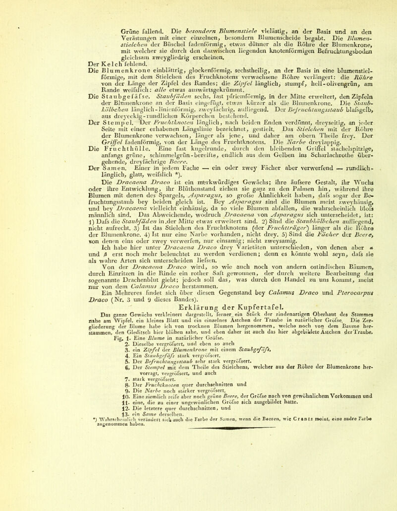 Grüne fallend. Die bcsondern Blumenstiele vielästig, an der Basis und an den Verästungen mit einer einzelnen, besondern Blumenscheide begabt. Die Blumen- stielchen der Büschel fadenförmig, etwas dünner als die Röhre der Blumenkrone, mit welcher sie durch den dazwischen liegenden knotenförmigen Befruchtungsboden gleichsam zweygliedrig erscheinen. Der Kelch fehlend. Die Blumenkrone einblättrig, glockenförmig, sechstheilig, an der Basis in eine blumenstiel- förmige, mit dem Stielchen des Fruchknotens verwachsene Röhre verlängert: die Röhre von der Länge der Zipfel des Randes; die Zipfel länglich, stumpf, hell-olivengrün, am Rande weifslich: alle etwas auswärtsgekrümmt. Die Staubgefäfse. Staubfäden sechs, fast pfriemförmig, in der Mitte erweitert, den Zipfeln der Blumenkrone an der Basis eingefügt, etwas kürzer als die Blumenkrone. Die Staub- kölbchen länglich-linienförmig, zweyfächrig, aufliegend. Der Bejruchtungsstaub blafsgelb, aus dreyeckig-rundlichen Körperchen bestehend. Der Stempel. Der Fruchtknoten länglich, nach beiden Enden verdünnt, dreyseitig, an jeder Seite mit einer erhabenen Längslinie bezeichnet, gestielt. Das Stielchen mit der Röhre der Blumenkrone verwachsen, länger als jene, und daher am obern Tlieile frey. Der Griffel fadenförmig, von der Länge des Fruchtknotens. Die Narbe dreylappig. Die Fruchthülle. Eine fast kugelrunde, durch den bleibenden Griffel stachelspitzige, anfangs grüne, schimmelgrün-bereifte, endlich aus dem Gelben ins Scharlachrothe über- gehende, dreyfächrige Beere. Der Samen. Einer in jedem Fache — ein oder zwey Fächer aber verwerfend — rundlich- länglich, glatt, weifslich *). Die Dracaena Draco ist ein mterkwürdiges Gewächs; ihre äufsere Gestalt, ihr Wuchs oder ihre Entwicklung, ihr Blüthenstand ziehen sie ganz zu den Palmen hin, während ihre Blumen mit denen des Spargels, Asparagus, so grofse Ähnlichkeit haben, dafs sogar der Be- fruchtungsstaub bey beiden gleich ist. Bey Asparagus sind die Blumen meist zweyhäusig, und bey Dracaena vielleicht einhäusig, da so viele Blumen abfallen, die wahrscheinlich b’lols männlich sind. Das Abweichende, wodruch Dracaena von Asparagus sich unterscheidet, ist: 1) Dafs die Staubfäden in .der Mitte etwas erweitert sind. 2) Sind die Staubkölbchen aufliegend, nicht aufrecht. 3) Ist das Stielchen des Fruchtknotens (der Fruchtträger) länger als die Röhre der Blumenkrone. 4) Ist nur eine Narbe vorhanden, nicht drey. 5) Sind die Rächer der Beere, von denen eins oder zwey verwerfen, nur einsamig; nicht zweysamig. Ich habe hier unter Dracaena Draco drey Varietäten unterschieden, von denen aber « und ß erst noch mehr beleuchtet zu werden verdienen; denn es könnte wohl seyn, dafs sie als wahre Arten sich unterscheiden liefsen. Von der Dracaena Draco wird, so wie auch noch von andern ostindischen Bäumen, durch Einritzen in die Rinde ein rother Saft gewonnen, der durch weitere Bearbeitung das sogenannte Drachenblut giebt; jedoch soll das, was durch den Handel zu uns kommt, meist nur von dem Calamus Draco herstammen. Ein Mehreres findet sich über diesen Gegenstand bey Calamus Draco und Pterocarpus Draco (Nr. 3 und 9 dieses Bandes). Erklärung der Kupfertafel. Das ganze Gewächs verkleinert dargestellt, ferner , ein Stück (1er rindenartigen Oberhaut des Stammes nahe am Wipfel, ein kleines Blatt und ein einzelnes Ästchen der Traube in natürlicher Gröfse. Die Zer- gliederung der Blume habe ich von trocknen Blumen hergenommen, welche noch von dem Baume her- stammen, den Gleditsch hier blühen sähe, und eben daher ist auch das hier abgebiklete Ästchen derTraube» Fig. 1« Eine Blume in natürlicher Gröfse. 2. Dieselbe vergrößert, und eben so auch 3. ein Zipfel der Blumenkrone mit einem Staubgefifs, 4. Ein Staubgefifs stark vergröfsert. 5. Der Befruchtungsstaub sehr stark vergröfsert. g, Der Stempel mit dem Theile des Stielchens, welcher aus der Röhre der Blumenkrone her- vorragr, vergröfsert, und auch 7. stark vergröfsert. 8- Der Fruchtknoten quer durchschnitten und 9- Die Narbe noch stärker vergröfsert. 10. Eine ziemlich reife aber noch tjrüne Beere, der Gröfse nach von gewöhnlichem Vorkommen und 11- eine, die zu einpr ungewönlichen Gröfse sich ausgebildet hatte. 12. Die letztere quer durchschnitten, und 13 . ein Same derselben. *) Wahrscheinlich verändert sieb auch die Farbe der Samen, wenn die Beeren, wie Crantz meint, eine andre Farbe angenommen haben.