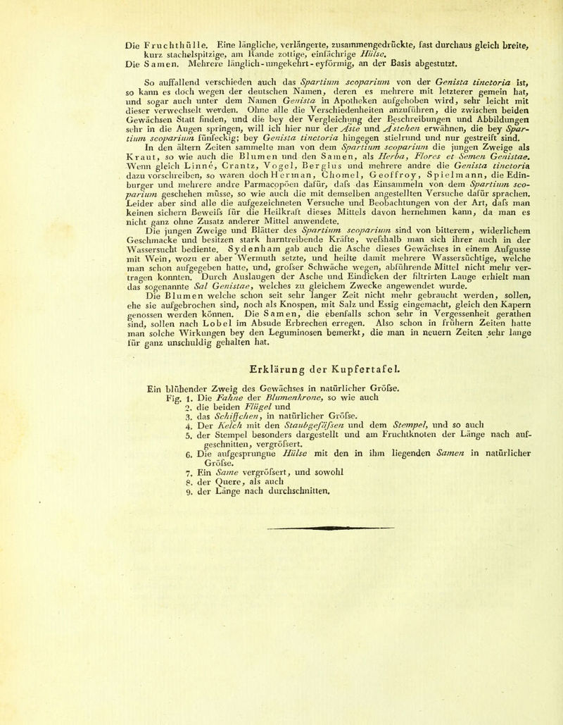 Die Fruchthülle. Eine längliche, verlängerte, zusammengedrückte, fast durchaus gleich breite, kurz stachelspitzige, am Rande zottige, einfächrige Hülse. Die Samen. Mehrere länglich - umgekehrt - eyförmig, an der Basis abgestutzt. So auffallend verschieden auch das Spartium scoparinm von der Genista tmctoria ist, so kann es doch wegen der deutschen Namen, deren es mehrere mit letzterer gemein hat, und sogar auch unter dem Namen Genista in Apotheken aufgehoben wird, sehr leicht mit dieser verwechselt werden. Ohne alle die Verschiedenheiten anzuführen, die zwischen beiden Gewächsen Statt finden, und die bey der Vergleichung der Beschreibungen und Abbildungen sehr in die Augen springen, will ich hier nur der Aste und A stehen erwähnen, die bey Spar- tintn scopariu/n fünfeckig; bey Genista tinctoria hingegen stielrund und nur gestreift sind. In den ältern Zeiten sammelte man von dem Spartium scoparinm die jungen Zweige als Kraut, so wie auch die Blumen und den Samen, als Herba, Flores et Semen Genistae. Wenn gleich Linne, Crantz, Vogel, Bergius und mehrere andre die Genista tinctoria. dazu vorschreiben, so waren doch Her man, Chomel, Geoffroy, Spielmann, die Edin- burger und mehrere andre Parmacopöen dafür, dafs das Einsammeln von dem Spartium sco- parium geschehen müsse, so wie auch die mit demselben angestellten Versuche dafür sprachen. Leider aber sind alle die aufgezeichneten Versuche und Beobachtungen von der Art, dafs man keinen sichern ßeweifs für die Heilkraft dieses Mittels davon hernehmen kann, da man es nicht ganz ohne Zusatz anderer Mittel anwendete. Die jungen Zweige und Blätter des Spartium scoparinm sind von bitterem, widerlichem Geschmacke und besitzen stark harntreibende Kräfte, wefshalb man sich ihrer auch in der Wassersucht bediente. Sydenham gab auch die Asche dieses Gewächses in einem Aufgusse mit Wein, wozu er aber Wermuth setzte, und heilte damit mehrere Wassersüchtige, welche man schon aufgegeben hatte, und, grofser Schwäche wegen, abführende Mittel nicht mehr ver- tragen konnten. Durch Auslaugen der Asche und Eindicken der filtrirten Lauge erhielt man das sogenannte Sal Genistae, welches zu gleichem Zwecke angewendet wurde. Die Blumen welche schon seit sehr langer Zeit nicht mehr gebraucht werden, sollen, ehe sie aufgebrochen sind, noch als Knospen, mit Salz und Essig eingemacht, gleich den Kapern genossen werden können. Die Samen, die ebenfalls schon sehr in Vergessenheit gerathen sind, sollen nach Lobei im Absude Erbrechen erregen. Also schon in frühem Zeiten hatte man solche Wirkungen bey den Leguminosen bemerkt, die man in neuern Zeiten sehr lange für ganz unschuldig gehalten hat. Erklärung der Kupfertafel. Ein blühender Zweig des Gewächses in natürlicher Gröfse. Fig. 1. Die Fahne der Blumenkrone, so wie auch 2. die beiden Flügel und 3. das Schiffchen, in natürlicher Gröfse. 4. Der Kelch mit den Staub gefäfseit und dem Stempel, und so auch 5. der Stempel besonders dargestellt und am Fruchtknoten der Länge nach auf- geschnitten, vergröfsert. 6. Die aufgesprungne Hülse mit den in ihm liegenden Samen in natürlicher Gröfse. 7. Ein Same vergröfsert, und sowohl 8. der Quere, als auch