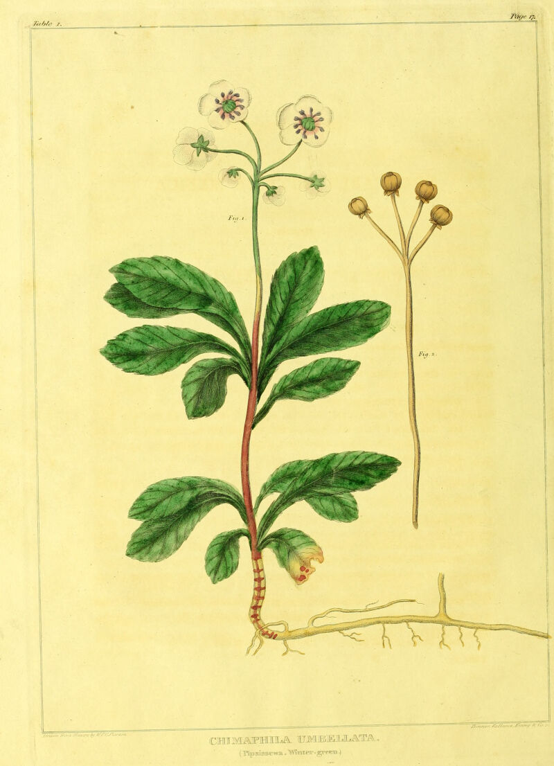 (CHIMAFlHLIlLiaL TOMBjEiIUL^TAo (TPiip sisscwa „ 'W1imt«ic>-gr«iii