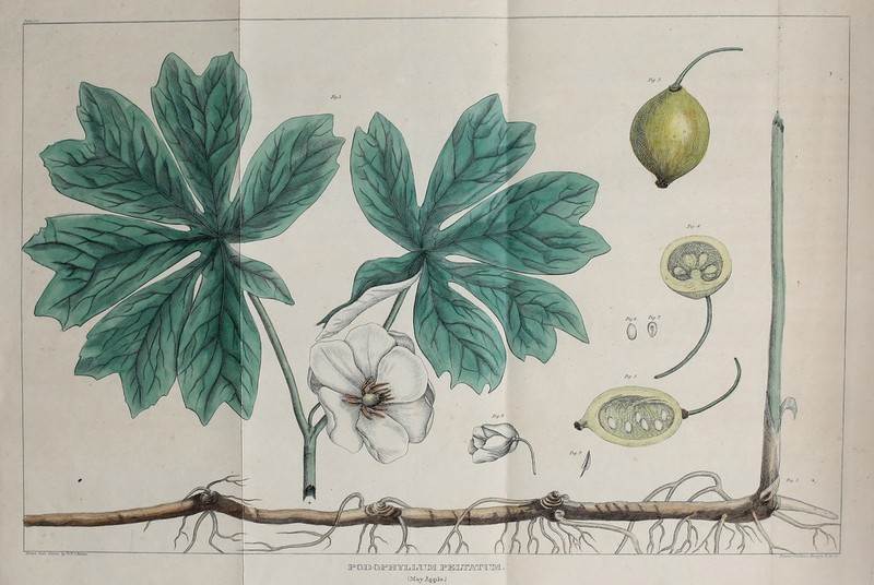 3POID) ©JPIBnnLlLUM lPUCTT/ir/yriTTM ■ TMajrAppl«*.)