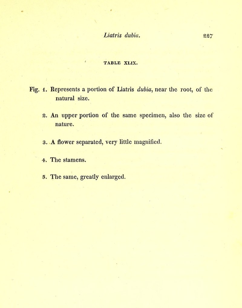 TABLE XLIX. Fig. 1. Represents a portion of Liatris dubia, near the root, of the natural size. 2. An upper portion of the same specimen, also the size of nature. 3. A flower separated, very little magnified. 4. The stamens.