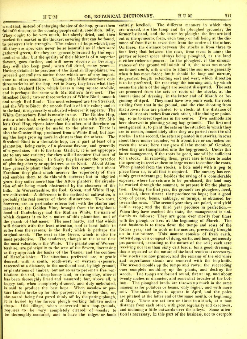 a soil that, instead of enlarging the size of the hop, grows them full of farina, or, as the country people call it, condition. 3dly, They ought to be very much, but slowly dried, and then packed for market in the thickest covering that can be found, to preserve their strength. The colour of hops which hang till they are ripe, can never be so beautiful as if they were gathered green, for they are generally bruised by the equi noctial winds; but the quality of their bitter is of a superior flavour, goes further, and will never deceive in brewing; they will also keep good, when full dried, many years.— Having detailed the practice of the Kentish Hop-planter, we proceed generally to notice those which are of any import- ance in other countries. Though Mr. Miller mentions only three varieties of the hop, yet in Surry they have what they call the Orchard Hop, which bears a long square strobile, and is perhaps the same with Mr. Miller’s first sort. The Streaked Bind ; two or three varieties of White Bind; smooth and rough Red Bind. The most esteemed are the Streaked, and the White Bind; the smooth Red is of little value; and as to the last, it is generally eradicated whenever it appears. The White Canterbury Bind is mostly in use. The Golden Hop, with a white bind, which is probably the same with Mr. Mil- ler’s Oval Hop, ripens later than the other, and therefore on on that account may be useful to the planter. There is also the Cluster Hop, produced from a White Bind, but hav- ing the hops growing more in clusters than the others. The Streaked Bind is a desirable hop, for a part at least of a plantation, being early, of a pleasant flavour, and generally of a good size. As to the term Garlick, it is not appropri- ate to any one variety ; for they will all acquire that sort of smell from distemper. In Surry they have not the practice of planting cherry or apple-trees as in Kent. About Atton they generally plant their hops six feet square; but about Farnham they plant much nearer: the superiority of their soil enables them to do this with success; but in blighted years they suffer more than the Atton planters, the circula- tion of air being much obstructed by the closeness of the hills. In Worcestershire, the Red, Green, and White Hop, ; are cultivated. A difference in the method of cultivation, is probably the real source of these distinctions. Two sorts, however, are in particular esteem both with the planter and merchant: the Golden Vine, brought from the neighbour- hood of Canterbury; and the Mathan White, the name of which denotes it to be a native of this plantation, and of the parish of that name. The most hardy, and that which will flourish with the least attention, and is least liable to suffer from the seasons, is the Red; which is perhaps the original stock. The next is the Green, which is also the most productive. The tenderest, though at the same time the most valuable, is the White. The plantations of Worces- tershire, are principally to the west of the Severn, increasing as they approach the banks of the Teame, and the confines of Herefordshire. The situations preferred are, a gentle descent, with a south, south-west, or western exposure, screened at a distance, to the north and east, by high ground, or plantations of timber, but not so as to prevent a free ven tilation: the soil, a deep loamy land, or strong clay, after it has been thoroughly limed and manured; but, above all, a boggy soil, when completely drained, and duly meliorated, is said to produce the best hops. When meadow or pas- ture land is broke up for this purpose, it is either dug, or, the sward being first pared thinly off by the paring plough, it is buried by the furrow plough working full ten inches deep. Old tillage, when converted into hop-grounds, requires to be very completely cleared of weeds; to be thoroughly manured, and to have the ridges or lands entirely levelled. The different manners in which they are worked, are the tump and the ploughed grounds; the former by hand, and the latter by plough: the first are laid out in the quincunx form, each tump or hill being at the dis- tance of from five to seven feet from the centre of the other. On these, the distance between the stocks is from three to four feet; that between the rows, from seven to nine; the greater or lesser space always being ploughed, as the land is either richer of poorer. In the ploughed, if the circum- stances of the ground wiil admit of it, the rows run mostly north and south, with a view to admit the sun more generally when it has most force; but it should be long and narrow, its greatest length extending east and west, which direction is to be preferred, for receiving the morning sun, by which means the chills of the night are soonest dissipated. The sets are procured from the sets or roots of the stocks, at the annual time of dressing, in the latter end of March or be- ginning of April. They must have two joints each, the roots striking from that in the ground, and the vine shooting from that above: four are planted to a stock, at the dislauce of about four or six inches from each other, all inclining or point- ing, so as to meet together in the centre. Two methods are here observed in planting young hop-grounds. The first and most general is, to plant the sets on the situation in which they are to remain, immediately after they are parted from the old stocks. In the second, the sets are planted in nurseries, in rows about three inches asunder, with about five or six inches be- tween the rows; here they grow till the month of October, when they are transplanted into the hop-ground. Under this latter management, if the roots be good, one will be sufficient for a stock. In removing them, great care is taken to make the opening to receive them so large as not to confine the roots. When planted from the stocks, a hole made with a peg to place them in, is all that is required. The nursery has cer- tainly great advantage; besides the saving of a considerable expense, where the sets are to be purchased, the land may be worked through the summer, to prepare it for the planta- tion. During the first year, the grounds are ploughed, hoed, or kerfed, three times: they produce no hops; but a good crop of pease, beans, cabbage, or turnips, is obtained be- tween the rows. The second year they are poled, and yield half a crop; and the third year produce in perfection.— When they have reached this state, the management is uni- formly as follows: They are gone over mostly four times with the plough or kerf at the beginning of March. The first business is to throw down the tumps and rows of the former year, and to work in the manure, previously brought on in the winter. This manure consists of fresh earth, rotten dung, or a compost of dung, earth, and lime, judiciously proportioned, according to the nature of the soil; each acre receiving not less than sixty cart loads, for a good dressing; this is repeated as the nature of the land renders it necessary. The stocks are now pruned, and the remains of the old vines and superfluous shoots are removed with the hop-knife. The second moulds up the tumps and rows; the succeeding ones complete moulding up the plants, and destiny the weeds. The tumps are formed round, flat at lop, and about twenty inches in diameter, and somewhat broader at the bot- tom. The ploughed lands are thrown up much in the same mauner as for potatoes or beans, only higher, and with more soil. The shoots begin to appear in April, and the poles are pitched at the latter end of the same month, or beginning of May. These are set two or three to a stock, at a foot distance from each other, with great regularity and exactness, and inclining a little outwards over the alleys. Some atten- tion is necessary, in this part of the business, not to overpole