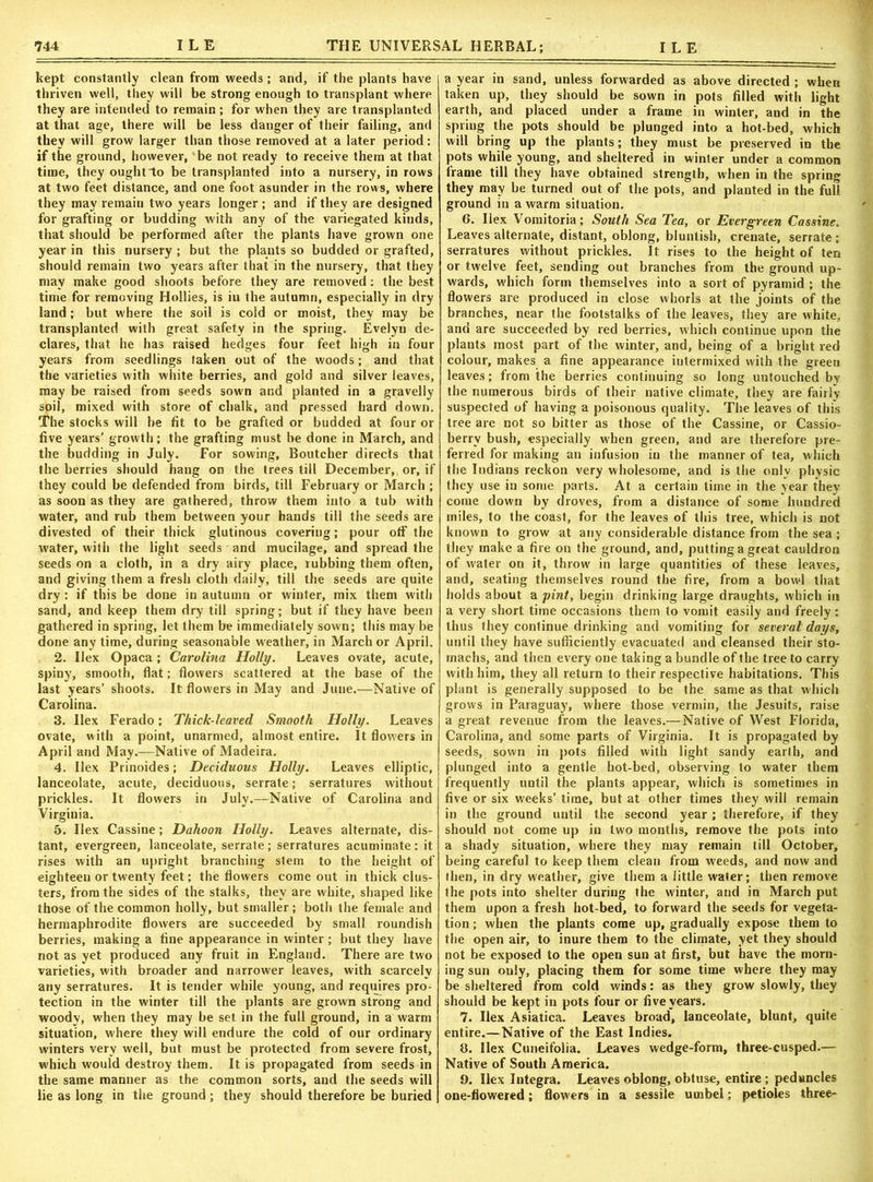 kept constantly clean from weeds ; and, if the plants have thriven well, they will be strong enough to transplant where they are intended to remain ; for when they are transplanted at that age, there will be less danger of their failing, and they will grow larger than those removed at a later period: if the ground, however, be not ready to receive them at that time, they ought to be transplanted into a nursery, in rows at two feet distance, and one foot asunder in the rows, where they may remain two years longer ; and if they are designed for grafting or budding with any of the variegated kinds, that should be performed after the plants have grown one year in this nursery ; but the plants so budded or grafted, should remain two years after that in the nursery, that they may make good shoots before they are removed : the best time for removing Hollies, is in the autumn, especially in dry land; but where the soil is cold or moist, they may be transplanted with great safety in the spring. Evelyn de- clares, that he has raised hedges four feet high in four years from seedlings taken out of the woods; and that the varieties with white berries, and gold and silver leaves, may be raised from seeds sown and planted in a gravelly soil, mixed with store of chalk, and pressed hard down. The stocks will be fit to be grafted or budded at four or five years’ growth; the grafting must be done in March, and the budding in July. For sowing, Boutcher directs that the berries should hang on the trees till December, or, if they could be defended from birds, till February or March ; as soon as they are gathered, throw them into a tub with water, and rub them between your hands till the seeds are divested of their thick glutinous covering; pour off the water, with the light seeds and mucilage, and spread the seeds on a cloth, in a dry airy place, rubbing them often, and giving them a fresh cloth daily, till the seeds are quite dry : if this be done in autumn or winter, mix them with sand, and keep them dry till spring; but if they have been gathered in spring, let them be immediately sown; this may be done any time, during seasonable weather, in March or April. 2. Ilex Opaca ; Carolina Holly. Leaves ovate, acute, spiny, smooth, flat; flowers scattered at the base of the last years’ shoots. It flowers in May and June.—Native of Carolina. 3. Ilex Ferado; Thick-leaved Smooth Holly. Leaves ovate, with a point, unarmed, almost entire. It flowers in April and May.—Native of Madeira. 4. Ilex Prinoides; Deciduous Holly. Leaves elliptic, lanceolate, acute, deciduous, serrate; serratures without prickles. It flowers in July.—Native of Carolina and Virginia. 5. Ilex Cassine; Dahoon Holly. Leaves alternate, dis- tant, evergreen, lanceolate, serrate; serratures acuminate: it rises with an upright branching stem to the height of eighteen or twenty feet; the flowers come out in thick clus- ters, from the sides of the stalks, they are white, shaped like those of the common holly, but smaller; both the female and hermaphrodite flowers are succeeded by small roundish berries, making a fine appearance in winter ; but they have not as yet produced any fruit in England. There are two varieties, with broader and narrower leaves, with scarcely any serratures. It is tender while young, and requires pro- tection in the winter till the plants are grown strong and woody, W'hen they may be set in the full ground, in a warm situation, where they will endure the cold of our ordinary winters very well, but must be protected from severe frost, which would destroy them. It is propagated from seeds in the same manner as the common sorts, and the seeds will lie as long in the ground; they should therefore be buried a year in sand, unless forwarded as above directed ; when taken up, they should be sown in pots filled with light earth, and placed under a frame in winter, and in the spriug the pots should be plunged into a hot-bed, which will bring up the plants; they must be preserved in the pots while young, and sheltered in winter under a common frame till they have obtained strength, when in the spring they may be turned out of the pots, and planted in the full ground in a warm situation. 6. Ilex Vomitoria; South Sea Tea, or Evergreen Cassine. Leaves alternate, distant, oblong, bluntisb, crenate, serrate ; serratures without prickles. It rises to the height of ten or twelve feet, sending out branches from the ground up- wards, which form themselves into a sort of pyramid ; the flowers are produced in close whorls at the joints of the branches, near the footstalks of the leaves, they are white, and are succeeded by red berries, which continue upon the plants most part of the winter, and, being of a bright red colour, makes a fine appearance iutermixed with the green leaves; from the berries continuing so long untouched by the numerous birds of their native climate, they are fairly suspected of having a poisonous quality. The leaves of this tree are not so bitter as those of the Cassine, or Cassio- berry bush, especially when green, and are therefore pre- ferred for making an infusion in the manner of tea, which the Indians reckon very wholesome, and is the only physic they use in some parts. At a certain time in the year they come down by droves, from a distance of some hundred miles, to the coast, for the leaves of this tree, which is not known to grow at any considerable distance from the sea ; they make a fire on the ground, and, putting a great cauldron of water on it, throw in large quantities of these leaves, and, seating themselves round the fire, from a bowl that holds about a pint, begin drinking large draughts, which in a very short time occasions them to vomit easily and freely; thus they continue drinking and vomiting for several days, until they have sufficiently evacuated and cleansed their sto- machs, and then every one taking a bundle of the tree to carry with him, they all return to their respective habitations. This plant is generally supposed to be the same as that which grows in Paraguay, where those vermin, the Jesuits, raise a great revenue from the leaves.—Native of West Florida, Carolina, and some parts of Virginia. It is propagated by seeds, sown in pots filled with light sandy earth, and plunged into a gentle hot-bed, observing to water them frequently until the plants appear, which is sometimes in five or six weeks’ time, but at other times they will remain in the ground until the second year; therefore, if they should not come up in two months, remove the pots into a shady situation, where they may remain till October, being careful to keep them clean from weeds, and now and then, in dry weather, give them a little water; then remove the pots into shelter during the winter, and in March put them upon a fresh hot-bed, to forward the seeds for vegeta- tion ; when the plants come up, gradually expose them to the open air, to inure them to the climate, yet they should not be exposed to the open sun at first, but have the morn- ing sun only, placing them for some time where they may be sheltered from cold winds: as they grow slowly, they should be kept in pots four or five years. 7. Ilex Asiatica. Leaves broad, lanceolate, blunt, quite entire.—Native of the East Indies. 8. Ilex Cuneifolia. Leaves wedge-form, three-cusped.— Native of South America. 9. Ilex Integra. Leaves oblong, obtuse, entire ; peduncles one-fiowered; flowers in a sessile umbel; petioles three-