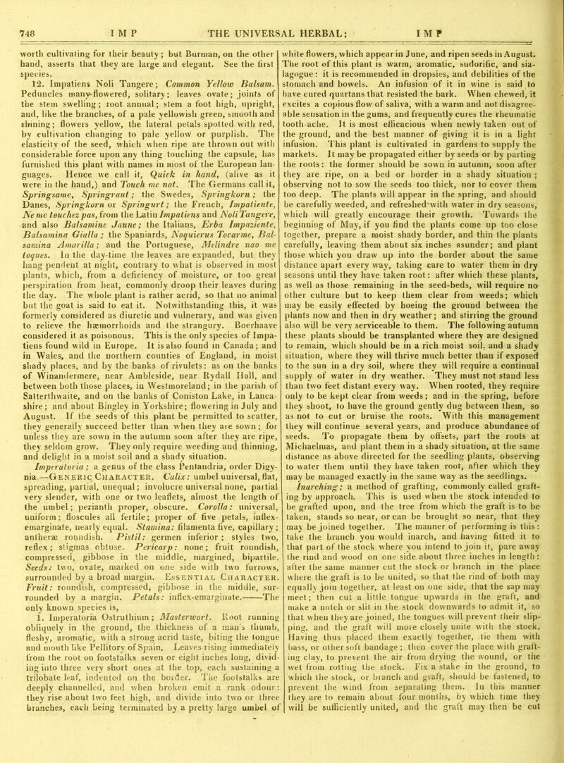worth cultivating for their beauty ; but Burman, on the other hand, asserts that they are large and elegant. See the first species. 12. Impatiens Noli Tangere; Common Yellow Balsam. Peduncles many-flowered, solitary; leaves ovate; joints of the stem swelling; root annual; stem a foot high, upright, and, like the branches, of a pale yellowish green, smooth and shining; flowers yellow, the lateral petals spotted with red, by cultivation changing to pale yellowf or purplish. The elasticity of the seed, which when ripe are thrown out with considerable force upon any thing touching the capsule, has furnished this plant with names in most of the European lan- guages. Hence we call it. Quick in hand, (alive as it were in the hand,) and Touch me not. The Germans call it, Springsame, Springraut; the Swedes, Springkorn; the Danes, Springkorn ox Springurt; the French, Jmpatiente, Neme teuchez pus, from the Latin Impatiens and NoliTangere, and also Balsamine Jaune; the Italians, Erba Impaziente, Balsamina Gialla ; the Spaniards, Noquierus Tocarme, Bal- sarnina Amarilla; and the Portuguese, Melindre nao me toques. In the day-time the leaves are expanded, but they hang pendent at night, contrary to what is observed in most plants, which, from a deficiency of moisture, or too great perspiration from heat, commonly droop their leaves during the day. The whole plant is rather acrid, so that no animal but the goat is said to eat it. Notwithstanding this, it was formerly considered as diuretic and vulnerary, and was given to relieve the haemorrhoids and the strangury. Boerhaave considered it as poisonous. This is the only species of Impa- tiens found wild in Europe. It is also found in Canada; and in Wales, and the northern counties of England, in moist shady places, and by the banks of rivulets: as on the banks of Winandermere, near Ambleside, near Rydall Hall, and between both those places, in Westmoreland; in the parish of Satterthwaite, and on the banks of Coniston Lake, in Lanca- shire; and about Bingley in Yorkshire; flowering in July and August. If the seeds of this plant be permitted to scatter, they generally succeed better than when they are sown; for unless they are sown in the autumn soon after they are ripe, they seldom grow. They only require weeding and thinning, and delight in a moist soil and a shady situation. Imperatoria ; a genus of the class Pentandria, order Digy- nia—Generic, Character. Calix: umbel universal, flat, spreading, partial, unequal; involucre universal none, partial very slender, with one or two leaflets, almost the length of the umbel; perianth proper, obscure. Corolla: universal, uniform; floscules all fertile; proper of five petals, iuflex- emarginate, nearly equal. Stamina: filamenta five, capillary ; antherm roundish. Pistil: germen inferior ; styles two, reflex; stigmas obtuse. Pericarp: none; fruit roundish, compressed, gibbose in the middle, margined, bipartite. Seeds: two, ovate, marked on one side with two furrows, surrounded by a broad margin. Essential Character. Fruit: roundish, compressed, gibbose in the middle, sur- rounded by a margin. Petals: inflex-emarginate. The only known species is, 1. Imperatoria Ostruthium; Masterwort. Root running obliquely in the ground, the thickness of a man's thumb, fleshy, aromatic, with a strong acrid taste, biting the tongue and mouth like Pellitory of Spain, Leaves rising immediately from the root on footstalks seven or eight inches long, divid- ing into three very short ones at the top, each sustaining a trilobate leaf, indented on the border. The footstalks are deeply channelled, and when broken emit a rank odour: they rise about two feet high, and divide into two or three branches, each being terminated by a pretty large umbel of white flowers, which appear in June, and ripen seeds in August. The root of this plant is warm, aromatic, sudorific, and sia- lagogue : it is recommended in dropsies, and debilities of the stomach and bowels. An infusion of it in wine is said to have cured quartans that resisted the bark. When chewed, it excites a copious flow of saliva, with a warm and not disagree- able sensation in the gums, and frequently cures the rheumatic tooth-ache. It is most efficacious when newly taken out of the ground, and the best manner of giving it is in a light infusion. This plant is cultivated in gardens to supply the markets. It may be propagated either by seeds or by parting the roots: the former should be sown in autumn, soon after they are ripe, on a bed or border in a shady situation ; observing not to sow the seeds too thick, nor to cover them too deep. The plants will appear in the spring, and should be carefully weeded, and refreshed'with water in dry seasons, which will greatly encourage their growth. Towards the beginning of May, if you find the plants come up too close together, prepare a moist shady border, and thin the plants carefully, leaving them about six inches asunder; and piant those which you draw up into the border about the same distance apart every way, taking care to water them in dry seasons until they have taken root: after which these plants, as well as those remaining in the seed-beds, will require no other culture but to keep them clear from weeds; which may be easily effected by hoeing the ground between the plants nowand then in dry weather; and stirring the ground also will be very serviceable to them. The following autumn these plants should be transplanted where they are designed to remain, which should be in a rich moist soil, and a shady situation, where they will thrive much better than if exposed to the sun in a dry soil, where they will require a continual supply of water in dry weather. They must not stand less than two feet distant every way. When rooted, they require only to be kept clear from weeds; and in the spring, before they shoot, to have the ground gently dug between them, so as not to cut or bruise the roots. With this management they will continue several years, and produce abundance of seeds. To propagate them by offsets, part the roots at Michaelmas, and plant them in a shady situation, at the same distance as above directed for the seedling plants, observing to water them until they have taken root, after which they may be managed exactly in the same way as the seedlings. Inarching; a method of grafting, commonly called graft- ing by approach. This is used when the stock intended to be grafted upon, and the tree from which the graft is to be taken, stands so near, or can be brought so near, that they may be joined together. The manner of performing is this : take the branch you would inarch, and having fitted it to that part of the stock where you intend to join it, pare away the rind and wood on one side about three inches in length: after the same manner cut the stock or branch in the place where the graft is to be united, so that the rind of both may equally join together, at least on one side, that the sap may meet; then cut a little tongue upwards in the graft, and make a notch or slit in the stock downwards to admit it, so that when they are joined, the tongues will prevent their slip- ping, and the graft will more closely unite with the stock. Having thus placed them exactly togelher, tie them with bass, or other soft bandage; then cover the place with graft- ing clay, to prevent the air from drying the wound, or the wet from rotting the stock. Fix a stake in the ground, to which the stock, or branch and graft, should be fastened, to prevent the wind from separating them. In this manner they are to remain about four mouths, by which time they will be sufficiently united, and the graft may then be cut