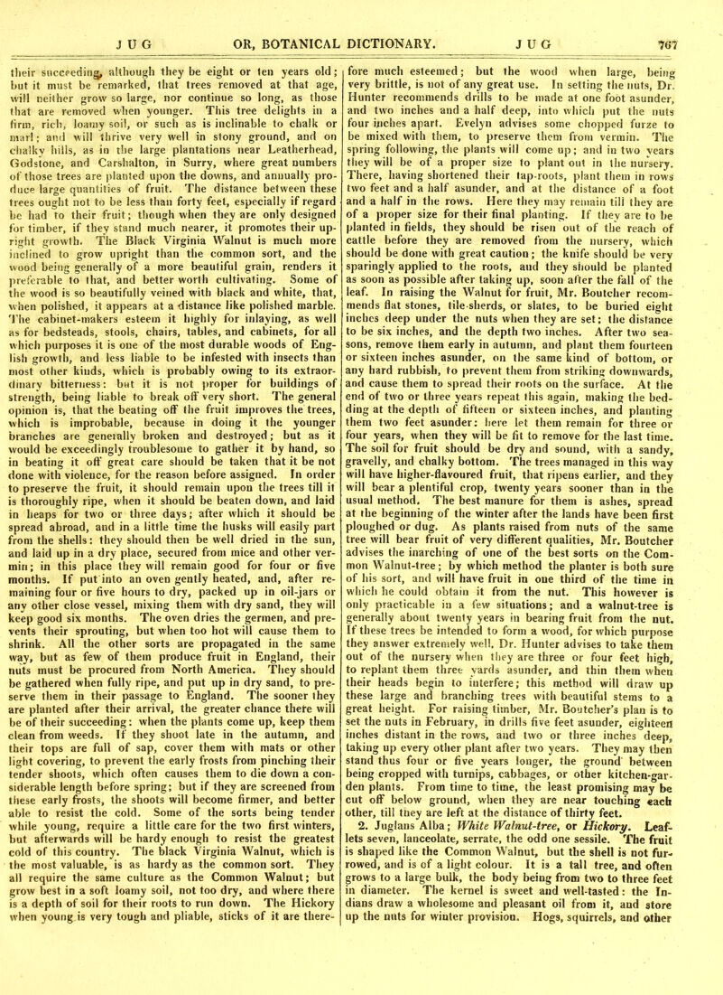 tlieir succeeding, although they be eight or ten years old; but it must be remarked, that trees removed at that age, will neither grow so large, nor continue so long, as those that are removed when younger. This tree delights in a firm, rich, loamy soil, or such as is inclinable to chalk or marl; and will thrive very well in stony ground, and on chalky hills, as in the large plantations near Leatherhead, Godstone, and Carshalton, in Surry, where great numbers of those trees are planted upon the downs, and annually pro- duce large quantities of fruit. The distance between these trees ought not to be less than forty feet, especially if regard be had to their fruit; though when they are only designed for timber, if they stand much nearer, it promotes their up- right growth. The Black Virginia Walnut is much more inclined to grow upright than the common sort, and the wood being generally of a more beautiful grain, renders it preferable to that, and better worth cultivating. Some of the wood is so beautifully veined with black and white, that, when polished, it appears at a distance like polished marble. The cabinet-makers esteem it highly for inlaying, as well as for bedsteads, stools, chairs, tables, and cabinets, for all which purposes it is one of the most durable woods of Eng- lish growth, and less liable to be infested with insects than most other kinds, which is probably owing to its extraor- dinary bitterness: but it is not proper for buildings of strength, being liable to break oft very short. The. general opinion is, that the beating off the fruit improves the trees, which is improbable, because in doing it the younger branches are generally broken and destroyed; but as it would be exceedingly troublesome to gather it by hand, so in beating it oft great care should be taken that it be not done with violence, for the reason before assigned. In order to preserve the fruit, it should remain upon the trees till it is thoroughly ripe, when it should be beaten down, and laid in heaps for two or three days; after which it should be spread abroad, and in a little time the husks will easily part from the shells: they should then be well dried in the sun, and laid up in a dry place, secured from mice and other ver- min; in this place they will remain good for four or five months. If put into an oven gently heated, and, after re- maining four or five hours to dry, packed up in oil-jars or any other close vessel, mixing them with dry sand, they will keep good six months. The oven dries the gerinen, and pre- vents their sprouting, but when too hot will cause them to shrink. All the other sorts are propagated in the same way, but as few of them produce fruit in England, their nuts must be procured from North America. They should be gathered when fully ripe, and put up in dry sand, to pre- serve them in their passage to England. The sooner they are planted after their arrival, the greater chance there will be of their succeeding: when the plants come up, keep them clean from weeds. If they shoot late in the autumn, and their tops are full of sap, cover them with mats or other light covering, to prevent the early frosts from pinching their tender shoots, which often causes them to die down a con- siderable length before spring; but if they are screened from these early frosts, the shoots will become firmer, and better able to resist the cold. Some of the sorts being tender while young, require a little care for the two first winters, but afterwards will be hardy enough to resist the greatest cold of this country. The black Virginia Walnut, which is the most valuable, is as hardy as the common sort. They all require the same culture as the Common Walnut; but grow best in a soft loamy soil, not too dry, and where there is a depth of soil for their roots to run down. The Hickory when young.is very tough and pliable, sticks of it are there- fore much esteemed; but the wood when large, being very brittle, is not of any great use. In setting the nuts. Dr. Hunter recommends drills to be made at one foot asunder, and two inches and a half deep, into which put the nuts four inches apart. Evelyn advises some chopped furze to be mixed with them, to preserve them from vermin. The spring following, the plants will come up; and in two vears they will be of a proper size to plant out in the nursery. There, having shortened their tap-roots, plant them in rows two feet and a half asunder, and at the distance of a foot and a half in the rows. Here they may remain till they are of a proper size for their final planting. If they are to be planted in fields, they should be risen out of the reach of cattle before they are removed from the nursery, which should be done with great caution; the knife should be very sparingly applied to the roots, aud they should be planted as soon as possible after taking up, soon after the fall of the leaf. In raising the Walnut for fruit, Mr. Boutcher recom- mends flat stones, tile-sherds, or slates, to be buried eight inches deep under the nuts when they are set; the distance to be six inches, and the depth two inches. After two sea- sons, remove them early in autumn, and plant them fourteen or sixteen inches asunder, on the same kind of bottom, or any hard rubbish, to prevent them from striking downwards, and cause them to spread their roots on the surface. At the end of two or three years repeat this again, making the bed- ding at the depth of fifteen or sixteen inches, and planting them two feet asunder: here let them remain for three or four years, when they will be fit to remove for the last time. The soil for fruit should be dry and sound, with a sandy, gravelly, and chalky bottom. The trees managed in this way will have higher-flavoured fruit, that ripens earlier, and they will bear a plentiful crop, twenty years sooner than in the usual method. The best manure for them is ashes, spread at the beginning of the winter after the lands have been first ploughed or dug. As plants raised from nuts of the same tree will bear fruit of very different qualities, Mr. Boutcher advises the inarching of one of the best sorts on the Com- mon Walnut-tree; by which method the planter is both sure of his sort, and will have fruit in one third of the time in which he could obtain it from the nut. This however is only practicable in a few situations; and a walnut-tree is generally about twenty years in bearing fruit from the nut. If these trees be intended to form a wood, for which purpose they answer extremely well, Dr. Hunter advises to take them out of the nursery when they are three or four feet high, to replant them three yards asunder, and thin them when their heads begin to interfere; this method will draw up these large and branching trees with beautiful stems to a great height. For raising timber, Mr. Boutcher’s plan is to set the nuts in February, in drills five feet asunder, eighteen inches distant in the rows, and two or three inches deep, taking up every other plant after two years. They may then stand thus four or five years longer, the ground' between being cropped with turnips, cabbages, or other kitchen gar- den plants. From time to time, the least promising may be cut off below ground, when they are near touching each other, till they are left at the distance of thirty feet. 2. Juglaus Alba; White Walnut-tree, or Hickory. Leaf- lets seven, lanceolate, serrate, the odd one sessile. The fruit is shaped like the Common Walnut, but the shell is not fur- rowed, and is of a light colour. It is a tall tree, and often grows to a large bulk, the body being from two to three feet in diameter. The kernel is sweet and well-tasted: the In- dians draw a wholesome and pleasant oil from it, and store up the nuts for winter provision. Hogs, squirrels, and other