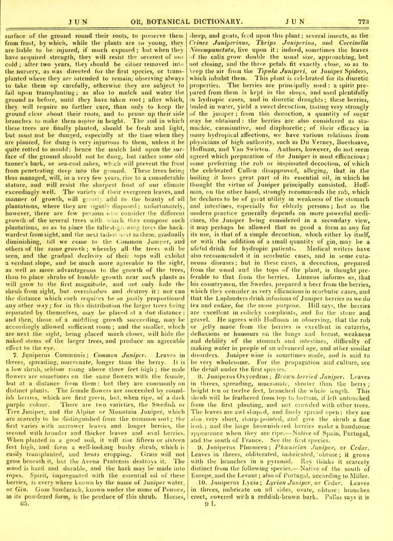 surface of the ground round their roots, to preserve them from frost, by which, while the plants are so young, they are liable to be injured, if much exposed ; but when they have acquired strength, they will resist the severest of our cold ; after two years, they should be either removed into the nursery, as was directed for the first species, or trans- planted where they are intended to remain, observing always to take them up carefully, otherwise they are subject to fail upon transplanting; as also to mulch and water the ground as before, until they have taken root; after which, they will require no further care, than only to keep the ground clear about their roots, and to prune up their side branches to make them aspire in height. The soil in which these trees are finally planted, should be fresh and light, but must not be dunged, especially at the time when they are planted, for dung is very injurious to them, unless it be quite rotted to mould: hence the mulch laid upon the sur- face of the ground should not be dung, but rather some old tanner’s bark, or sea-coal ashes, which will prevent the frost from penetrating deep into the ground. These trees being thus managed, will, in a very few years, rise to a considerable stature, and will resist the sharpest frost of our climate exceedingly well. The variety of their evergreen leaves, and manner of growth, will greatly add to the beauty of all plantations, where they are rightly disposed; unfortunately, however, there are few persons who consider the different growth of the several trees with which they compose such plantations, so as to place the tallest-growing trees the back- wardest from sight, and the next talies; next to them, gradually diminishing, till we come to the Common Jumper, and others of the same growth ; whereby all the trees wilt he seen, and the gradual declivity of their tops will exhibit a verdant slope, and be much more agreeable to the sight, as well as more advantageous to the growth of the trees, than to place shrubs of humble growth near such plants as will grow to the first magnitude, and not only hide the shrub from sight, but oversiiadow and destroy it: nor can the distance which each requires be so justly proportioned any other way; for in this distribution the larger trees being separated by themselves, may be placed at a due distance; and then, those of a middling growth succeeding, may be accordingly allowed sufficient room ; and the smaller, which are next the sight, being placed much closer, will hide the naked stems of the larger trees, and produce an agreeable effect to the eye. 7. Juniperus Communis; Common Juniper. Leaves in threes, spreading, mucronate, longer than the berry. It is a low shrub, seldom rising above three feet high ; the male flowers are sometimes on the same flowers with the female, but at a distance from them : but they are commonly on distinct plants. The female flow'ers are succeeded by round- ish berries, which are first green, but, when ripe, of a dark purple colour. There are two varieties, the Swedish or Tree Juniper, and the Alpine or Mountain Juniper, which are scarcely to be distinguished from the common sort; the first varies with narrower leaves and longer berries, the second with broader and thicker leaves and oval berries. When planted in a good soil, it will rise fifteen or sixteen feet high, and form a well-looking bushy shrub, which is easily transplanted, and bears cropping. Grass will not grow beneath it, but the Avena Pratensis destroys it. The wood is hard and durable, and the bark may be made into ropes. Spirit, impregnated with the essential oil of these berries, is every where known by the name of Juniper water, or Gin. Gum Sandarach, known under the name of Pounce, in its powdered form, is the produce of this shrub. Horses, dreep, and goats, feed upon this plant; several insects, as the Crinex Juniperinus, Thrips Juniperina, and Coccinella iXovempunctata, live upon it; indeed, sometimes the leaves •f the calix grow double the usual size, approaching, but not closing, and the three petals fit exactly close, so as to keep the air from the Tipulee Juniperi, or Juniper Spiders, which inhabit them. This plant is celebrated for its diuretic properties. The berries are principally used : a spirit pre- pared from them is kept in the shops, and used plentifully in hydropic cases, and in diuretic draughts; these berries, boiled in wa»er, yield a sweet decoction, tasting very strongly of the juniper ; from this decoction, a quantity of sugar may be obtained : the berries are also considered as sto- machic, carminative, and diaphoretic; of their efficacy in many hydropical affections, we have various relations from physicians of high authority, such as Du Verney, Boerhaave, Hoffman, and Van Swieteu. Authors, however, do not seem agreed which preparation of the Juniper is most efficacious; some preferring the rob or inspissated decoction, of which the celebrated Cullen disapproved, alleging, that in the boiling it loses great part of its essential oil, in which he thought the virtue of Juniper principally consisted. Hoff- man, on the other hand, strongly recommends the rob, which he declares to be of great utility in weakness of the stomach and intestines, especially for elderly persons ; but as the modern practice generally depends on more powerful medi- cines, the Juniper being considered in a secondary view, it may perhaps be allowed that as good a form as any for its use, is that of a simple decoction, which either by itself, or with the addition of a small quantity of gin, may he a ufeful drink for hydropic patients. Medical writers have also recommended it in scorbutic cases, and in some cuta- neous diseases; but in these cases, a decoction, prepared from the wood and the tops of the plant, is thought pre- ferable to that from the berries. Linneus informs us, that his countrymen, the Swedes, prepared a beer from the berries, which they consider as very efficacious in scorbutic cases, and that the Laplanders drink infusions of Juniper berries as we do tea and coffee, for the same purpose. Hill says, the berries are excellent in colicky complaints, and for the stone and gravel. He agrees with Hofimari in observing, that the rob or jelly made from the ferries is excellent in catarrhs, defluxions or humours on the lungs and breast, weakness and debility of the stomach and intestines, difficulty of making water in people of an advanced age, and other similar disorders. Juniper wine is sometimes made, and is said to be very wholesome. For the propagation and culture, see the detail under the first species. 8. Juniperus Oxycedrus ; Brown berried Junjper. Leaves in threes, spreading, mucronate, shorter than the berry; height ten or twelve feet, branched She whole length. This shrub will be feathered from top to bottom, if left untouched from the first planting, and not crowded with other trees. The leaves are awl-shaped, and finely spread open; they are also very short, sharp-pointed, and give the shrub a fine look ; and the large brownish-red berries make a handsome appearance when they are ripe.—Native of Spain, Portugal, and the south of France. See the first species. 9. Juniperus Phcenicea; Phoenician Juniper, or Cedar. Leaves in threes, obliterated, imbricated,‘obtuse; it grows with the branches in a pyramid, Ray thinks it scarcely distinct from the following species.—Native of the south of Europe, and the Levant; also of Portugal, according to Miller. 10. Juniperus Lycia; Lyeian Juniper, or Cedar. Leaves in threes, imbricate on all sides, ovate, obtuse; branches erect, covered with a reddish-brown bark. Pallas savs it is