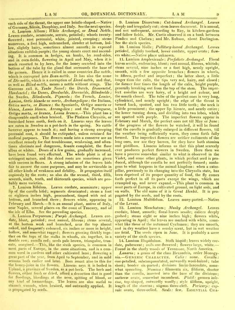 each side of the throat, the upper one bristle-shaped.—Native of Germany, Silesia, Dauphiny, and Italy. See the next species. 0*. Lamium Album ; White Archangel, or Dead Nettle. Leaves cordate, acuminate, serrate, petioled ; whorls twenty- flowered ; root perennial, white, jointed, creeping; stems numerous, a foot high, unbranched, slender at bottom, hol- low, slightly hairy, sometimes almost smooth; in exposed situations reddish purple; the young shoots erect and ascend- ing. It is common in hedges, on banks, by road-sides, and in corn-fields, flowering in April and May, when it is much resorted to by bees, for the honey secreted into the bottom of the tube by the gland that surrounds the base of the germen. Hence it is called in some countries Bee nettle, which is corrupted into Bean-nettle. It has also the name of Die-nettle, which is a corruption of Dead-nettle, and that, as well as Blind-nettle, means a nettle without stings. The Germans call it, Taube Nessel; the Dutch, Doovenetel, Hondsnetel; the Danes, Doednelde, Doevnelde, Blindnelde ; the Swedes, Blindnesla, Pipnesla; the French, Lamier, Lamion, Ortie blanche or morte, Archangelique; the Italians, Ortica morta, or Bianca; the Spaniards, Ortiga mnerta or blanca, Lamio bianco, Arcangelica ; and the Portuguese, Ortiga morta, or branca. Lamia branca.—This plant has a disagreeable smell when bruised. The Phalaena Chrysitis, or burnished brass moth, feeds on it. Linneus says the leaves are eaten in Sweden as a pot-herb in the spring. No cattle however appear to touch it; and having a strong creeping perennial root, it should be extirpated, unless retained for medical purposes. The flowers made into a conserve are an excellent remedy for that troublesome, weakening, and often- times obstinate and dangerous, female complaint, the fluor albus or whites. Doses of a few grains, gradually increased, have been found very effectual. The whole plant is of an astringent nature, and the dried roots are sometimes given with success in fluxes. A strong infusion of the leaves bids fair to answer the same purposes, and may be serviceable in all other kinds of weakness and debility. It propagates itself copiously by the roots; so also do the second, third, fifth, seventh, ninth, tenth, and thirteenth species, which are pro- bably mere varieties. 7. Lamium Bifidum. Leaves cordate, acuminate; upper lip of the corolla bifid; segments divaricated; stems a foot or eighteen inches high, procumbent, tinged with red at bottom, and branched there ; flowers white, appearing in February and March.— It is an annual plant, native of Italy, near Naples, several places on the coast of Tuscany, and of the isle of Elba. See the preceding species. 8. Lamium Purpureum; Purple Archangel. Leaves cor- date, blunt, petioled; root annual, fibrous; stems several, at the bottom weak and branched, near the top almost naked, and frequently coloured, six inches or more in height, hollow, and somewhat rugged ; flowers growing thickly toge- ther on the tops of the stalks in whorls, six together, in a double row; corolla red; seeds pale brown, triangular, trun- cate, margined.—-This, like the sixth species, is common in most parts of Europe, in the same situations, and is a com- mon weed in gardens and other cultivated land ; flowering a great part of the year, from April to September, and in mild seasons both earlier and later. Bees resort also to this for the honey-juice in the flowers. Linneus says it is boiled in Upland, a province of Sweden, as a pot-herb. The herb and flowers, either fresh or dried, afford a decoction that is good for floodings, bleedings at the nose, spitting of blood, or any kind of haemorrhage. The leaves are also useful to staunch wounds, when bruised, and outwardly applied. It is propagated by seeds. 9. Lamium Dissection; Cut-leaved Archangel. Leaves deeply and irregularly cut; stem-leaves decurrent. It is annual, and not unfrequent, according to Ray, in kitchen-gardens and fallow fields. Mr. Curtis observed it on a bank between Pimlico and Chelsea; and Mr. Robson, about Darlington. See the sixth species. 10. Lamium Molle; Pellitory-leaved Archangel. Leaves petioled, slightly toothed, lower cordate, upper ovate ; flow- ers white.—Native place unknown. 11. Lamium Amplexicaule; Perfoliate Archangel. Floral leaves sessile, embracing, blunt; root annual, fibrous, whitish; stems several, nine inches or a foot high, nearly upright, smooth, with a few opposite branches ; flowers in whorls, to fifteen, perfect and imperfect; the latter short, a little longer than the calix, the tips very red, hairy, and closed; the former four times the length of the calix, bright purple, generally breaking out from the top of the stem. The imper- fect corollas are very hairy, of a bright red colour, and the mouth closed. The tube of the perfect ones is very long, cylindrical, and nearly upright; the edge of the throat is turned back, spotted, and has two little teeth; the neck is a little prominent; the upper lip hirsute, and nearly entire ; the lower turning down, and dividing into two lobes, which are spotted with purple. The imperfect flowers appear in February and March, the perfect ones not till May or June: if the progress of the flowers be watched, it will be found that the corolla is gradually enlarged in different flowers, till the weather being sufficiently warm, they come forth fully formed. The imperfect flowers are neither rudiments of the long ones, nor are they barren, for .they have both stamina and pislillum. Linneus informs us that this plant scarcely ever produces perfect flowers in Sweden. Here then we have a process somewhat similar to what is observed in the Violet, and some other plants, in which perfect seed is pro- duced, although the corolla be not perfectly formed; analo- gous to what happens in the animal kingdom: when a cater- pillar, previously to its changing into the Chrysalis state, has been deprived of its proper quantity of food, the fly comes forth perfect in all its parts except the wings, which are crumpled up, and never expand.—This plant is common in most parts of Europe, in cultivated ground, on light soils, and on walls. The old name of it is Great Henbit. It is pro- pagated by the seeds, and by the roots. 12. Lamium Multifidum. Leaves many-parted.—Native of the Levant. 13. Lamium Moschatum; Musky Archangel. Leaves cordate, blunt, smooth; floral-leaves sessile; calicos deeply gashed; stems eight or nine inches high; flowers white, appearing in April; the leaves are marked with w hite, some- what like those of the autumnal Cyclamen; they are smooth, and in dry weather have a musky scent, but in wet weather are fetid. The seeds ripen in June. It is probably a mere variety of the sixth species. 14. Lamium Hispidulum. Stalk hispid ; leaves widely cor- date, pubescent; axils one-flowered ; flowers1 large, white.— Found in the shady woods of Tennassee, North America. Lanaria; a genus of the class Hexandria, order Monogy- nia—Generic Character. Calix: none. Corolla: bne-petalled, subcampanulated, outwardly wool-haired ; tube short; border six-parted; divisions linear-lanceolate, some- what spreading. Stamina : filamenta six, filiform, shorter than the corolla, inserted into the base of the divisions; antherm ovate, somewhat incumbent. Pistil: germen infe- rior, top-shaped, outwardly woolly; style filiform, upright, length of the stamina ; stigmas three-cleft. Pericarp: cap- sule ovate, three-celled. Seeds: few. Essential Cha^