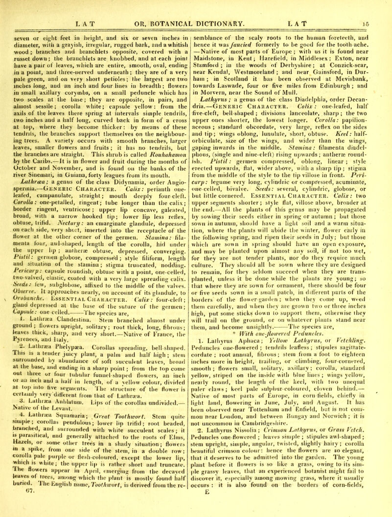 seven or eight feet in height, and six or seven inches in diameter, with a grayish, irregular, rugged bark, and a whitish wood; branches and branchiets opposite, covered with a russet down; the branchiets are knobbed, and at each joint have a pair of leaves, which are entire, smooth, oval, ending in a point, and three-nerved underneath; they are of a very pale green, and on very short petioles; the largest are two inches long, and an inch and four lines in breadth; flowers in small axillary corymbs, on a small peduncle which has two scales at the base; they are opposite, in pairs, and almost sessile; corolla white; capsule yellow: from the axils of the leaves there spring at intervals simple tendrils, two inches and a half long, curved back in form of a cross at top, where they become thicker: by means of these tendrils, the branches support themselves on the neighbour- ing trees. A variety occurs with smooth branches, larger leaves, smaller flowers and fruits ; it has no tendrils, but the branches are straight. This shrub is called Rouhahamon by the Caribs.—It is in flower and fruit during the months of October and November, and is found on the banks of the river Sinemari, in Guiana, forty leagues from its mouth. Laihrcea; a genus of the class Didynamia, order Angio- spennia.—Generic Character. Calix: perianth one- leafed, campanulate, straight; mouth deeply four-cleft. Corolla: one-petaJled, ringent; tube longer than the calix; border ringent, veutricose; upper lip concave, galeated, broad, witli a narrow hooked tip; lower lip less reflex, obtuse, trifid. Nectary: an emarginate glandule, depressed on each side, very short, inserted into the receptacle of the flower at the other corner of the germen. Stamina: fila- menta four, awl-shaped, length of the corolla, hid under the upper lip ; autherae obtuse, depressed, converging. Pistil: germen globose, compresse'd ; style filiform, length and situation ot the stamina; stigma truncated, nodding. Pericarp: capsule roundish, obtuse with a point, one-celled, two-valved, clastic, coated with a very large spreading calix. Seeds: few, subglobose, affixed to the middle of the valves. Observe. It approaches nearly, on account of its glandule, to Orobanche. Essential Character. Calix: four-cleft; gland depressed at the base of the suture of the germen; Capsule: one celled.- The species are, 1. Lathnea Clandestina. Stem branched almost under ground; flowers upright, solitary; root thick, long, fibrous; leaves thick, sharp, and very short.—Native of France, the Pyrenees, and Italy. 2. Lathraea Phelypaea. Corollas spreading, bell-shaped. This is a tender juicy plant, a palm and half high; stem surrounded by abundance of soft succulent leaves, broad at the base, and ending in a sharp point; from the top come out three or four tubular funnel-shaped flowers, an inch oi an inch and a half in length, of a vellow colour, divided at top into five segments. The structure of the flower is certainly very different from that of Lathrma. 3. Lathraea Anblatum. Lips of the corollas undivided.— Native of the Levant. 4. Lathraea Squamaria; Great Toothwort. Stem quite simple; corollas pendulous; lower lip trifid; root beaded, branched, and surrounded with white succulent scales; it “ parasitical, and generally attached to the roots of Elms, Hazels, or some other trees in a shady situation; flowers in a spike, from one side of the stem, in a double row; corolla pale purple or flesh-coloured, except the lower lip, which is white; the upper lip is rather short and truncate, lhe flowers appear in April, emerging from the decayed leaves of trees, among which the plant is mostly found half buried. I he English name, Toothwort, is derived from the re- 07. semblance of the scaly roots to the human foreteeth, and hence it was fancied formerly to be good for the tooth ache. — Native of most parts of Europe ; with us it is found near Maidstone, in Kent; Harefield, in Middlesex; Exton, near Stamford ; in the woods of Derbyshire; at Conzick-scar, near Kendal, Westmoreland ; and near Gainsford, in Dur- ham ; in Scotland it has been observed at Mevisbank, towards Laswade, four or five miles from Edinburgh ; and in Morvern, near the Sound of Mull. Lathyrus: a genus of the class Diadelphia, order Decan- dria.—Generic Character. Calix: one-leafed, half five-cleft, bell-shaped ; divisions lanceolate, sharp; the two upper oues shorter, the lowest longer. Corolla: papilion- aceous ; standard obcordate, very large, reflex on the sides and tip; wings oblong, lunulate, short, obtuse. Keel: haif- orbiculate, size of the wings, and wider than the wings, gaping inwards in the middle. Stamina: filamenta diadel- phous, (single and nine-cleft) rising upwards; antherae round- ish. Pistil: germen compressed, oblong, linear ; style erected upwards, flat, wider above, with a sharp lip ; stigma from the middle of the style to the tip villose in front. Peri- curp: legume very long, cylindric or compressed, acuminate, one celled, bivalve. Seeds: several, cylindric, globose, or but little cornered. Essential Character. Calix: two upper segments shorter; style flat, villose above, broader at the end.—All the plants of this genus may be propagated by sowing their seeds either in spring or autumn ; but those sown in autumn, should have a light soil and a warm situa- tion, where the plants will abide the winter, flower early in the following spring, and ripen their seeds in July; but those which are sown in spring should have an open exposure, and may be planted upon almost any soil, if not too wet, for they are not tender plants, nor do they require much culture. They should all be sown where they are designed to remain, for they seldom succeed when they are trans- planted, unless it be done while the plants are young; so that where they are sown for ornament, there should be four or five seeds sown in a small patch, in different parts of the borders of the flower-garden; when they come up, weed them carefully, and when they are grown two or three inches high, put some sticks down to support them, otherwise they will trail on the ground, or on whatever plants stand near them, and become unsightly. The species are, * With one-jlowered Peduncles. 1. Lathyrus Aphaca; Yellow Lathyrus, or Vetchling. Peduncles one-flowered ; tendrils leafless; stipules sagitlate- cordate ; root annual, fibrous; stem from a foot to eighteen inches more in height, trailing, or climbing, four-cornered, smooth; flowers small, solitary, axillary; corolla, standard yellow-, striped on the inside with blue lines ; wings yellow, nearly round, the length of the keel, with two unequal paler claws; keel pale sulphur-coloured, cloven behind.— Native of most parts of Europe, in corn fields, chiefly in light land, flowering in June, July, and August. It has been observed near Tottenham and Enfield, but is not com- mon near London, and between Bungay and Norwich ; it is not uncommon in Cambridgeshire. 2. Lathyrus Nissolia ; Crimson Lathyrus, or Grass Vetch. Peduncles one-flowered ; leaves simple ; stipules awl-shaped ; stem upright, simple, angular, twisted, slightly hairy ; corolla beautiful crimson colour: hence the flowers are so elegant, that it deserves to be admitted into the garden. The young plant before it flowers is so like a grass, owing to its sim- ple grassy leaves, that an experienced botanist might fail to discover it, especially among mowing grass, where it usually occurs : it is also found on the borders of corn-fields, E
