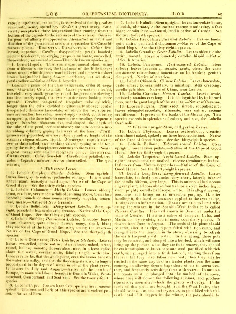 capsule top-shaped, one-celled, three-valved at the tip; valves semi-ovate, acute, spreading. Seeds: a great many, ovate, small; receptacles three longitudinal lines miming from the bottom of the capsule to the incisures of the valves. Observe. In point of affinity it approaches Mentzelia; in habit and situation of the germen and seeds, it approaches the Cucurbi- taceous plants. Essential Character. Calix: five- leaved, superior. Corolla: five-pctalled; petals hooded; nectary five-leaved, converging; capsule turbinate, one-celled, three-valved, many-seeded. The only known species is, 1. Loasa Hispida. This is an elegant annual plant, rising from a fibrous white root, the thickness of the little finger; stems round, whitish-green, marked here and there with short brown longitudinal lines; flowers handsome, but scentless; petals yellow.—Native of South America. Lobelia; a genus of the class Syngenesis, order Rlonoga- mia.—Generic Character. Calix: perianth one-leafed, five-cleft, very small, growing round the germen, withering; toothlets nearly equal, the two superior ones looking more upward. Corolla: one-petalled, irregular; tube cvlindric, longer than the calix, divided longitudinally above; border five-parted; divisions lanceolate, of which the two superior ones are smaller, less reflex, more deeply divided, constituting an upper lip, the three inferior ones more spreading, frequently larger. Stamina: filamenta five, awl-shaped, the length of the lube of the petal, connate above; antherae connate into an oblong cylinder, gaping five ways at the base. Pistil: germen sharp-pointed, inferior; style cylindric, length of the stamina; stigma obtuse, hispid. Pericarp: capsule ovate, two or three celled, two or three valved, gaping at the top, girt by the calix ; dissepiments contrary to the valves. Seeds : a great many, very small; receptacle conic. Essential Character. Cahx: five-cleft. Corolla: one petallcd, irre- gular. Capsule: inferior, two or three-celled. The spe- cies are, * With entire Leaves. 1. Lobelia Simplex; Slender Lobelia. Stem upright; leaves linear, quite entire; peduncles solitary. It is a small annual plant, scarcely a hand high.—Native of the Cape of Good Hope. See the thirty-eighth species. 2. Lobelia Colunmem ; Mealy Lobelia. Leaves oblong, blunt, revolute, very much wrinkled, shining above, tomentosc beneath; branch or stem somewhat woody, angular, tomen lose, mealy.—Native of New Granada. 3. Lobelia Bellidifoliu; Daisy-leaved Lobelia. Stem up- right, panicled ; leaves obovate, crenate.—Native of the Cape of Good Hope. See the thirty-eighth species. 4. Lobelia Pinifolia; Pine-leaved Lobelia. Shrubby: leaves linear, clustered, quite entire; flowers many, small, blue; they are found at the tops of the twigs, among the leaves.— Native of the Cape of Good Hope. See the thirty-eighth species. 5. Lobelia Dortmanna; Water Lobelia, or Gladiole. Leaves linear, two-celled, quite entire; stern almost naked, erect, round, hollow, smooth; flowers about nine, in a loose spike, above the water; corolla white, faintly tinged with blue. Linneus remarks, that the whole plant, even the leaves beneath the water, are milky, and that the flowering-stalk is of a length proportional to the depth of water in which the plant grows. It flowers in July and August.—Native of the north of Europe, in mountain lakes: hence it is found in Wales, West- moreland, Cumberland, and Scotland. See the twenty-fourth species. G. Lobelia Tupa. Leaves lanceolate, quite entire; raceme spiked. The root and herb of this species are a violent poi son.—Native of Peru. 7. Lobelia Kalmii. Stem upright; leaves lanceolate linear, bluntish, alternate, quite entire; raceme terminating, afoot high; corolla blue.—Annual, and a native of Canada. See the twenty-fourth species. 3. Lobelia Panieulata; Panicled I^obelia. Leaves linear, quite entire, panicled, dichotomous.—Native of the Cape of Good Hope. See the thirty-eighth species. 9. Lobelia Grandis; Great Lobelia. Leaves oblong, quite entire, smooth; corymbs bracted; corollas hispid.—Native of South America. 10. Lobelia Ferruginea; Rust-coloured Lobelia. Stem villose; leaves lanceolate, serrate, acute, where the veins anastomoze rust coloured tomentose on both sides; genitals elongated. —Native of America. l i. Lobelia Chinensis; Chinese Lobelia. Leaves lanceolate, quite entire; flowers solitary, terminating; stem creeping; corolla pale blue.—Native of China, near Canton. 12. Lobelia Cornuta; Horned Lobelia. Leaves ovate, petioled ; stamina very long. It is distinguished by its horned form, and the great length of the stamina.—Native of Cayenne. 13. Lobelia Fulgens. Plant erect, simple, subpubescent; leaves elongate-lanceolate, attenuate, very entire; raceme multiflorous.—It grows on the banks of the Mississippi. This species exceeds in splendour of colour, and size, the Lobelia Cardinalis. ** With an upright Stem, and gashed Leaves. 14. Lobelia I’byteuma. Leaves ovate-oblong, crenate; stem almost naked, spiked ; antheraj hirsute, distinct.—Native of the Cape of Good Hope. Seethe thirty-eighth species. 15. Lobelia Bulbosa; Tuberous-rooted Lobelia. Stem upright; lower leaves pedate.—Native of the Cape of Good Hope. See the thirty-eighth species. 16. Lobelia Triquetra; Tooth leaved Lobelia. Stem up- right; leaves lauceolate, toothed ; raceme terminating, leafless. It flowers from May to September.—Native of the Cape of Good Hope. See the thirty-eighth species. 17. Lobelia Longiflora; Long-fiowered Lobelia. Leaves lanceolate, toothed; peduncles very short, lateral; tube of the corolla filiform, very long. This is an annual herbaceous elegant plant, seldom above fourteen or sixteen inches high ; stem upright; corolla handsome, white. It is altogether very poisonous, and brings on an invincible purging. If, after handling it, the hand be unawares applied to the eyes or lips, it brings on an inflammation. Horses are said to hurst with eating it: whence in the Spanish West Indies it is called Reventa Cavallos. It is well known in Dominica under the name of Quedec. It is also a native of Jamaica, Cuba, and Martinico, by rivulets, and in moist cool shady places. It flowers from June to August.—The seeds of this plant should be sown, after it is ripe, in pots filled with rich earth, and plunged into the tan-bed in the stove, observing to refresh the earth frequently with water. In the spring, these pots may he removed, and plunged into a hot-bed, which will soon bring up the plants: when they are fit to remove, they should he each transplanted into a separate small pot filled with rich earth, and plunged into a fresh hot-bed, shading them from the sun till they have taken new root; then they may be treated in the same way as other tender plants from the same country, in allowing them a large share of air in warm wea- ther, and frequently refreshing them with water. In autumn the plants must he plunged into the tan-bed of the stove, where they will flower the following summer, and produce ripe seeds; soon after which the plants will decay. If the seeds of this plant are brought from the West Indies, they should he sow n, as soon as they arrive, in pots filled with rich earth: and if it happen in the winter, the pots should be