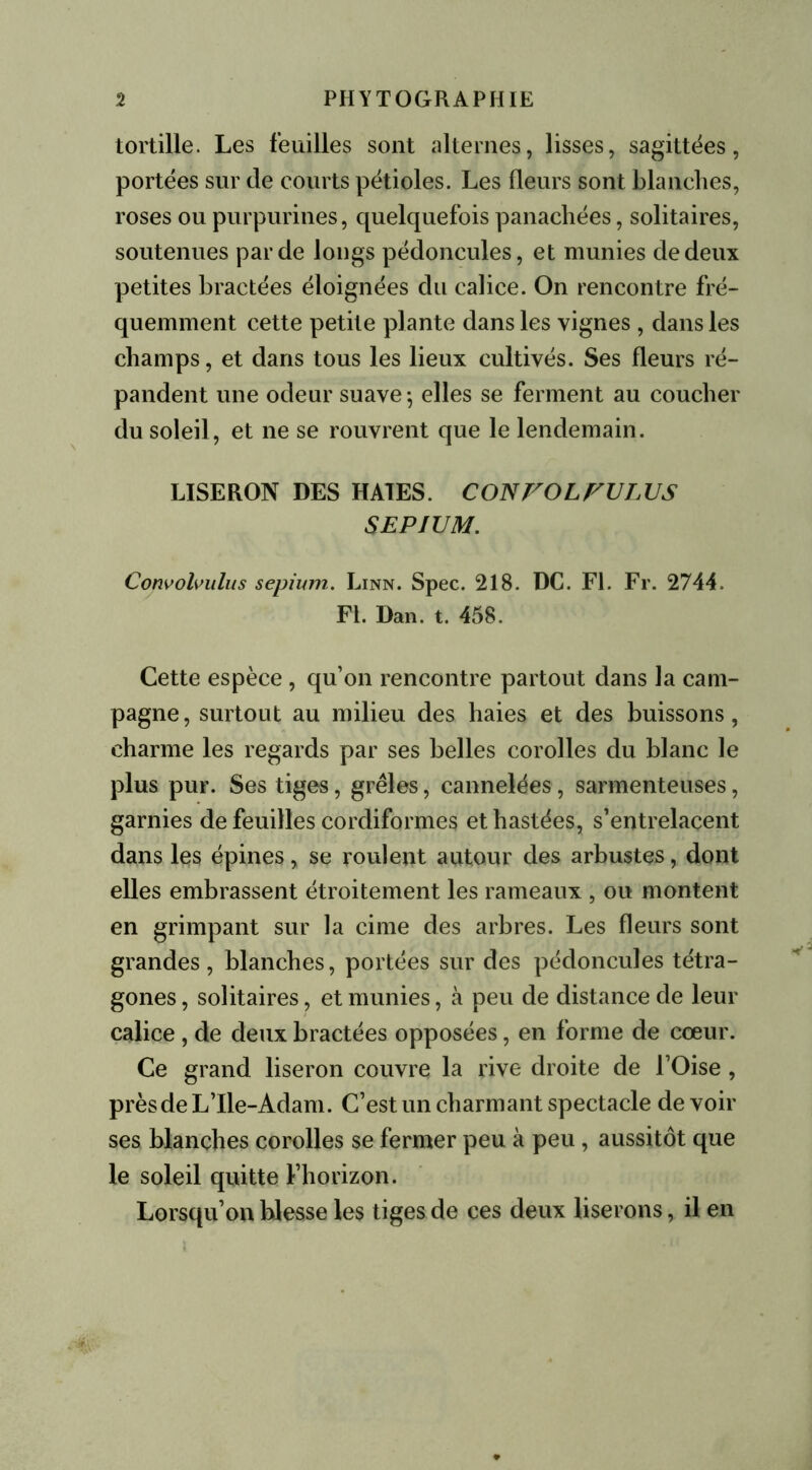 tortille. Les feuilles sont alternes, lisses, sagittées, portées sur de courts pétioles. Les fleurs sont blanches, roses ou purpurines, quelquefois panachées, solitaires, soutenues par de longs pédoncules, et munies de deux petites bractées éloignées du calice. On rencontre fré- quemment cette petite plante dans les vignes , dans les champs, et dans tous les lieux cultivés. Ses fleurs ré- pandent une odeur suave ; elles se ferment au coucher du soleil, et ne se rouvrent que le lendemain. LISERON DES HAIES. C ON FOL FU LUS SEPJUM. Convolvulus sepium. Linn. Spec. 218. DC. Fl. Fr. 2744. Fl. Dan. t. 458. Cette espèce, qu’on rencontre partout dans la cam- pagne, surtout au milieu des haies et des buissons, charme les regards par ses belles corolles du blanc le plus pur. Ses tiges, grêles, cannelées, sarmenteuses, garnies de feuilles cordiformes ethastées, s’entrelacent dans les épines, se roulent autour des arbustes, dont elles embrassent étroitement les rameaux , ou montent en grimpant sur la cime des arbres. Les fleurs sont grandes, blanches, portées sur des pédoncules tétra- gones, solitaires, et munies, à peu de distance de leur calice, de deux bractées opposées, en forme de cœur. Ce grand liseron couvre la rive droite de l’Oise, prèsdeL’Ile-Adam. C’est un charmant spectacle devoir ses blanches corolles se fermer peu à peu, aussitôt que le soleil quitte l’horizon. Lorsqu’on blesse les tiges de ces deux liserons, il en
