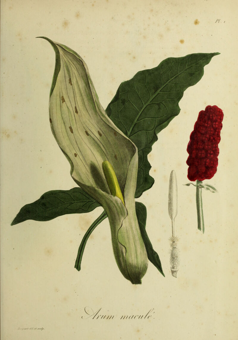 / urrt '/•/ • rf ircti/f*. /'////t /JM/Cf/ft' ■