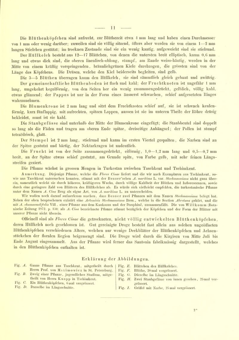 Die Blüthenköpfchen sind aufrecht, zur Blüthezeit etwa 4 mm laug und haben einen Durchmesser von 1 mm oder wenig darüber; zuweilen sind sie völlig sitzend, öfters aber werden sie von einem 1—2 mm langen Stielchen gestützt; im trocknen Zustande sind sie ein wenig kantig, aufgeweicht sind sie stielrund. Der Hüllkelch besteht aus 12—17 Blättchen, von denen die untersten breit elliptisch, kaum 0,6 mm lang und etwas dick sind, die oberen linealisch-oblong, stumpf, am Rande weiss-häutig, werden in der Mitte von einem kräftig vorspringenden, bräunlichgrünen Kiele durchzogen, die grössten sind von der Länge des Köpfchens. Die Drüsen, welche den Kiel beiderseits begleiten, sind gelb. Die 3—5 Bliithen überragen kaum den Hüllkelch, sie sind sämmtlich gleich gebaut und zwittrig. Der gemeinschaftlicbe Bltithenboden ist flach und kahl; der Fruchtknoten ist ungefähr 1 mm lang, umgekehrt kegelförmig, von den Seiten her ein wenig zusammengedrückt, gelblich, völlig kahl, etwas glänzend; der Pappus ist nur in der Form eines äusserst schwachen, schief aufgesetzten Ringes wahrzunehmen. Die Blumenkrone ist 2 mm lang und sitzt dem Fruchtknoten schief auf, sie ist schwach keulen- förmig, kurz fünflappig, mit aufrechten, spitzen Lappen, aussen ist sie im unteren Theile der Röhre drüsig bekleidet, sonst ist sie kahl. Die Staubgefässe sind unterhalb der Mitte der Blumenkrone eingefügt; die Staubbeutel sind doppelt so lang als die Fäden und tragen am oberen Ende spitze, dreiseitige Anhängsel; der Pollen ist stumpf tetraedrisch, glatt. Der Stempel ist 2 mm lang, stielrund und kaum im ersten Viertel gespalten, die Narben sind an der Spitze gestutzt und bärtig, der Nektarkragen ist undeutlich. Die Frucht ist von der Seite zusammengedrückt, eiförmig, 1,0—1,2 mm lang und 0,5—0,7 mm breit, an der Spitze etwas schief gestutzt, am Grunde spitz, von Farbe gelb, mit sehr feinen Längs- streifen geziert. Die Pflanze wächst in grossen Mengen in Turkestan zwischen Taschkent und Tschimkent. Anmerkung. Diejenige Pflanze, welche die Flores Cinae liefert und die wir nach Exemplaren aus Tschimkent, so- wie aus Taschkent untersuchen konnten, stimmt mit der Besser’schen A. maritima L. var. Stechmanniana nicht ganz über- ein, namentlich weicht sie durch höheren, kräftigeren Wuchs, durch völlige Kahlheit der Bliithen und Inflorescenzen, sowie durch eine geringere Zahl von Blättern des Hüllkelches ab. Es würde sich vielleicht empfehlen, die turkestanische Pflanze unter dem Namen A. Cina Berg als eigne Art, von A. maritima L. zu unterscheiden. Wir wollen noch darauf aufmerksam machen, dass Besser zwei Pflanzen mit dem Namen Stechmanniana belegt hat. Neben der oben besprochenen existirt eine Artemisia Stechmanniana Bess., welche in die Section Äbrotana gehört, und die mit A. chamaemelifolia Vill., einer Pflanze aus dem Kaukasus und der Dauphine, zusammenfällt. Die von Willkomm (Bota- nische Zeitung 1872. p. 130) als A. Cina bezeichnete Pflanze stimmt bezüglich der Köpfchen und der Form der Blätter mit unserer Pflanze nicht überein. Officinell sind als Flores Cinae die getrockneten, nicht völlig entwickelten Blüthenköpfchen, deren Hüllkelch noch geschlossen ist. Gut gereinigte Droge besteht fast allein aus solchen ungeöffneten Blüthenköpfchen verschiedenen Alters, welchen nur wenige Deckblätter der Blüthenköpfchen und Achsen- stückchen der floralen Region beigemengt sind. Die Droge wird durch die Kirgisen von Mitte Juli bis Ende August eingesammelt. Aus der Pflanze wird ferner das Santonin fabrikmässig dargestellt, welches in den Blüthenköpfchen enthalten ist. Erklärung dei Fig. A. Ganze Pflanze aus Taschkent, mitgetheilt durch Herrn Prof, von Maximowicz in St. Petersburg. Fig. B. Zweig einer Pflanze, jugendliches Stadium, mitge- theilt von Herrn Knapp in Tschimkent. Fig. C. Ein Blüthenköpfchen, 6 mal vergrössert. Fig. D. Dasselbe im Längsschnitte. Abbildungen. Fig. E. Blättchen des Hüllkelches. Fig. F. Blüthe, 20 mal vergrössert. Fig. G. Dieselbe im Längsschnitte. Fig. II. Zwei Staubgefässe von innen gesehen, 25mal ver- grössert. Fig. I. Griffel mit Narbe, 25 mal vergrössert.