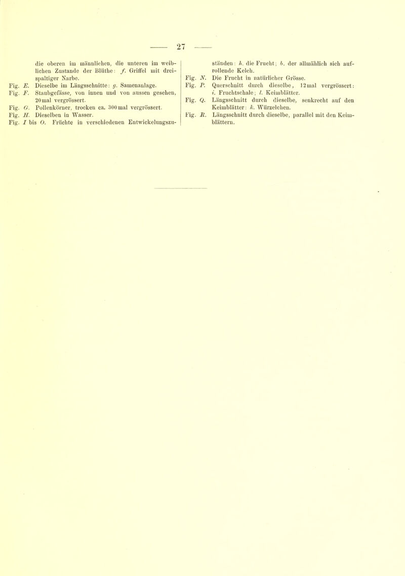 lichen Zustande der Blüthe: /. Griffel mit drei- spaltiger Narbe. Fig. JE. Dieselbe im Längsschnitte: ff. Samenanlage. Fig. F. Staubgefässe, von innen und von aussen gesehen, 20 mal vergrössert. Fig. G. Pollenkörner, trocken ca. 300 mal vergrössert. Fig. H. Dieselben in Wasser. Fig. I bis O. Früchte in verschiedenen Entwickelungszu- rollende Kelch. Fig. N. Die Frucht in natürlicher Grösse. Fig. P. Querschnitt durch dieselbe, 12mal vergrössert: i. Fruchtschale; l. Keimblätter. Fig. Q. Längsschnitt durch dieselbe, senkrecht auf den Keimblätter: k. Würzelchen. Fig. R. Längsschnitt durch dieselbe, parallel mit den Keim- blättern.