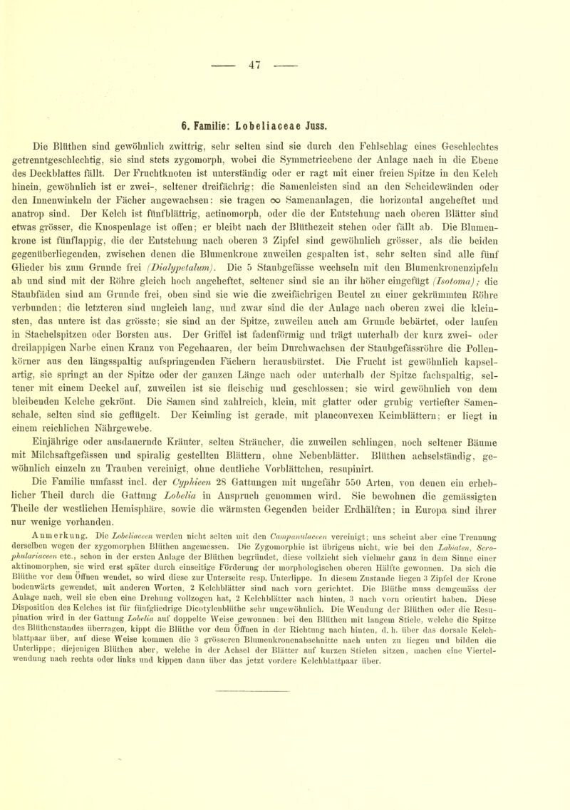 6. Familie: Lobeliaceae Juss. Die Bliithen sind gewöhnlich zwittrig, sehr selten sind sie durch den Fehlschlag eines Geschlechtes getrenntgeschlechtig, sie sind stets zygomorph, wobei die Symmetrieebene der Anlage nach in die Ebene des Deckblattes fällt. Der Fruchtknoten ist unterständig oder er ragt mit einer freien Spitze in den Kelch hinein, gewöhnlich ist er zwei-, seltener dreifächrig; die Samenleisten sind an den Scheidewänden oder den Innenwinkeln der Fächer angewachsen: sie tragen oo Samenanlagen, die horizontal angeheftet und anatrop sind. Der Kelch ist fünfblättrig, actinomorph, oder die der Entstehung nach oberen Blätter sind etwas grösser, die Knospenlage ist offen; er bleibt nach der Blüthezeit stehen oder fällt ab. Die Blumen- krone ist fünflappig, die der Entstehung nach oberen 3 Zipfel sind gewöhnlich grösser, als die beiden gegenüberliegenden, zwischen denen die Blumenkrone zuweilen gespalten ist, sehr selten sind alle fünf Glieder bis zum Grunde frei (Dialypetalum). Die 5 Staubgefässe wechseln mit den Blumenkronenzipfeln ab und sind mit der Röhre gleich hoch angeheftet, seltener sind sie an ihr höher eingefügt (Isotoma)die Staubfäden sind am Grunde frei, oben sind sie wie die zweifächrigen Beutel zu einer gekrümmten Röhre verbunden; die letzteren sind ungleich lang, und zwar sind die der Anlage nach oberen zwei die klein- sten, das untere ist das grösste; sie sind an der Spitze, zuweilen auch am Grunde bebärtet, oder laufen in Stachelspitzen oder Borsten aus. Der Griffel ist fadenförmig und trägt unterhalb der kurz zwei- oder dreilappigen Narbe einen Kranz von Fegehaaren, der beim Durchwachsen der Staubgefässröhre die Pollen- körner aus den längsspaltig aufspringenden Fächern herausbürstet. Die Frucht ist gewöhnlich kapsel- artig, sie springt an der Spitze oder der ganzen Länge nach oder unterhalb der Spitze fachspaltig, sel- tener mit einem Deckel auf, zuweilen ist sie fleischig und geschlossen; sie wird gewöhnlich von dem bleibenden Kelche gekrönt. Die Samen sind zahlreich, klein, mit glatter oder grubig vertiefter Samen- schale, selten sind sie geflügelt. Der Keimling ist gerade, mit planconvexen Keimblättern; er liegt in einem reichlichen Nährgewebe. Einjährige oder ausdauernde Kräuter, selten Sträucher, die zuweilen schlingen, noch seltener Bäume mit Milchsaftgefässen und spiralig gestellten Blättern, ohne Nebenblätter. Blüthen achselständig, ge- wöhnlich einzeln zu Trauben vereinigt, ohne deutliche Vorblättchen, resupinirt. Die Familie umfasst incl. der Gyphieen 28 Gattungen mit ungefähr 550 Arten, von denen ein erheb- licher Theil durch die Gattung Lobelia in Anspruch genommen wird. Sie bewohnen die gemässigten Theile der westlichen Hemisphäre, sowie die wärmsten Gegenden beider Erdhälften; in Europa sind ihrer nur wenige vorhanden. Anmerkung. Die Lobeliaceen werden nicht selten mit den Campanulaceen vereinigt; uns scheint aber eine Trennung derselben wegen der zygomorphen Bliithen angemessen. Die Zygomorphie ist übrigens nicht, wie bei den Labiaten, Scro- phulariaceen etc., schon in der ersten Anlage der Blüthen begründet, diese vollzieht sich vielmehr ganz in dem Sinne einer aktinomorphen, sie wird erst später durch einseitige Förderung der morphologischen oberen Hälfte gewonnen. Da sich die Blüthe vor dem Offnen wendet, so wird diese zur Unterseite resp. Unterlippe. In diesem Zustande liegen 3 Zipfel der Krone bodenwärts gewendet, mit anderen Worten, 2 Kelchblätter sind nach vorn gerichtet. Die Blüthe muss demgemäss der Anlage nach, weil sie eben eine Drehung vollzogen hat, 2 Kelchblätter nach hinten, 3 nach vorn orientirt haben. Diese Disposition des Kelches ist für fünfgliedrige Dicotylenblüthe sehr ungewöhnlich. Die Wendung der Blüthen oder die Resu- pination wird in der Gattung Lobelia auf doppelte Weise gewonnen: bei den Blüthen mit langem Stiele, welche die Spitze des Blüthenstandes überragen, kippt die Blüthe vor dem Öffnen in der Richtung nach hinten, d. h. über das dorsale Kelch- blattpaar über, auf diese Weise kommen die 3 grösseren Blumenkronenabschnitte nach unten zu liegen und bilden die Unterlippe; diejenigen Blüthen aber, welche in der Achsel der Blätter auf kurzen Stielen sitzen, machen eine Viertel- wendung nach rechts oder links und kippen dann über das jetzt vordere Kelchblattpaar über.