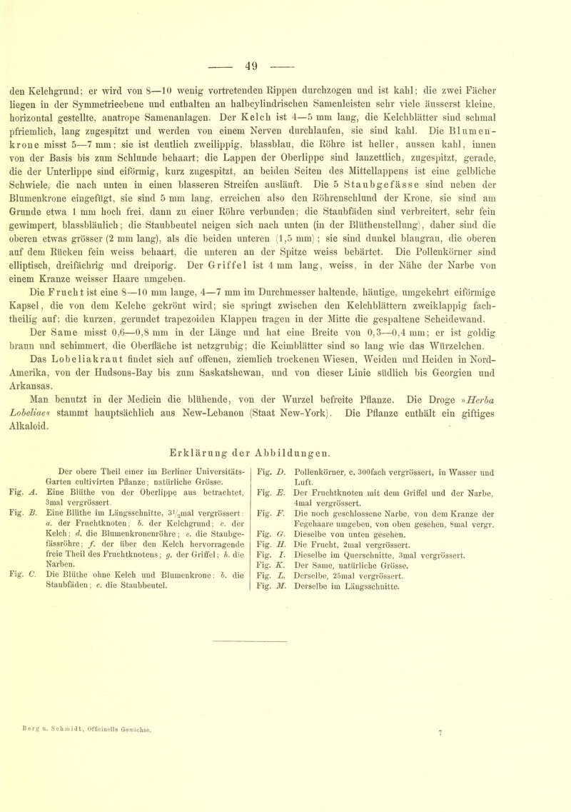 den Kelchgrund; er wird von 8—10 wenig vortretenden Rippen durchzogen und ist kahl; die zwei Fächer liegen in der Symmetrieebene und enthalten an halbcylindrischen Samenleisten sehr viele äusserst kleine, horizontal gestellte, anatrope Samenanlagen. Der Kelch ist 4—5 mm lang, die Kelchblätter sind schmal pfriemlich, lang zugespitzt und werden von einem Nerven durchlaufen, sie sind kahl. Die Blumen- krone misst 5—7 mm; sie ist deutlich zweilippig, blassblau, die Röhre ist heller, aussen kahl, innen von der Basis bis zum Schlunde behaart; die Lappen der Oberlippe sind lanzettlich, zugespitzt, gerade, die der Unterlippe sind eiförmig, kurz zugespitzt, an beiden Seiten des Mittellappens ist eine gelbliche Schwiele, die nach unten in einen blässeren Streifen ausläuft. Die 5 Staubgefässe sind neben der Blumenkrone eingefügt, sie sind 5 mm lang, erreichen also den Röhrenschlund der Krone, sie sind am Grande etwa 1 mm hoch frei, dann zu einer Röhre verbunden; die Staubfäden sind verbreitert, sehr fein gewimpert, blassbläulich; die Staubbeutel neigen sich nach unten (in der Bliithenstellung), daher sind die oberen etwas grösser (2 mm lang), als die beiden unteren (1,5 mm); sie sind dunkel blaugrau, die oberen auf dem Rücken fein weiss behaart, die unteren an der Spitze weiss bebärtet. Die Pollenkörner sind elliptisch, dreifächrig und dreiporig. Der Griffel ist 4 mm lang, weiss, in der Nähe der Narbe von einem Kranze weisser Haare umgeben. Die Frucht ist eine 8—10 mm lange, 4—7 mm im Durchmesser haltende, häutige, umgekehrt eiförmige Kapsel, die von dem Kelche gekrönt wird; sie springt zwischen den Kelchblättern zweiklappig fach- theilig auf; die kurzen, gerundet trapezoiden Klappen tragen in der Mitte die gespaltene Scheidewand. Der Same misst 0,6—0,8 mm in der Länge und hat eine Breite von 0,3—0,4 mm; er ist goldig braun und schimmert, die Oberfläche ist netzgrubig; die Keimblätter sind so lang wie das Würzelchen. Das Lobeliakraut findet sich auf offenen, ziemlich trockenen Wiesen, Weiden und Heiden in Nord- Amerika, von der Hudsons-Bay bis zum Saskatshewan, und von dieser Linie südlich bis Georgien und Arkansas. Man benutzt in der Medicin die blühende, von der Wurzel befreite Pflanze. Die Droge »Herba Lobeliaen stammt hauptsächlich aus New-Lebanon (Staat New-York). Die Pflanze enthält ein giftiges Alkaloid. Erklärung der Abbildungen. Der obere Theil einer im Berliner Universitäts- Garten cultivirten Pflanze; natürliche Grösse. Fig. A. Eine Blüthe von der Oberlippe aus betrachtet, 3mal vergrössert. Fig. B. Eine Blüthe im Längsschnitte, 3i/2mal vergrössert: a. der Fruchtknoten; b. der Kelchgrund; c. der Kelch; d. die Blumenkronenröhre; e. die Staubge- fässröhre; /. der über den Kelch hervorragende freie Theil des Fruchtknotens; g. der Griffel; h. die Narben. Fig. C. Die Blüthe ohne Kelch und Blumenkrone: 6. die Staubfäden; c. die Staubbeutel. Fig. D. Pollenkörner, c. 300fach vergrössert, in Wasser und Luft. Fig. JE. Der Fruchtknoten mit dem Griffel und der Narbe, 4mal vergrössert. Fig. F. Die noch geschlossene Narbe, von dem Kranze der Fegehaare umgeben, von oben gesehen, 8mal vergr. Fig. G. Dieselbe von unten gesehen. Fig. H. Die Frucht, 2mal vergrössert. Fig. I. Dieselbe im Querschnitte, 3mal vergrössert. Fig. K. Der Same, natürliche Grösse. Fig. JL. Derselbe, 25mal vergrössert. Fig. M. Derselbe im Längsschnitte. Berg u. Schmidt, Officinelle Gewächse.