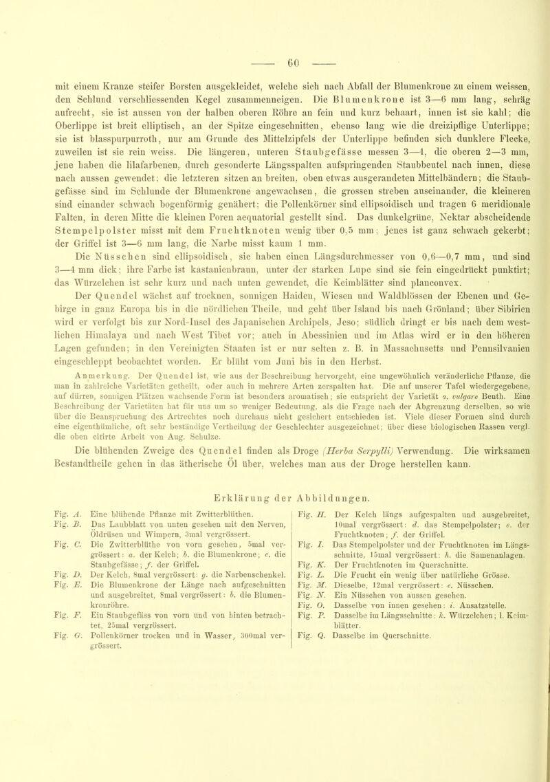 mit einem Kranze steifer Borsten ausgekleidet, welche sich nach Abfall der Blumenkrone zu einem weissen, den Schlund verschliessenden Kegel zusammenneigen. Die Blumenkrone ist 3—6 mm lang, schräg aufrecht, sie ist aussen von der halben oberen Röhre an fein und kurz behaart, innen ist sie kahl; die Oberlippe ist breit elliptisch, an der Spitze eingeschnitten, ebenso lang wie die dreizipflige Unterlippe; sie ist blasspurpurroth, nur am Grunde des Mittelzipfels der Unterlippe befinden sich dunklere Flecke, zuweilen ist sie rein weiss. Die längeren, unteren Staubgefässe messen 3—4, die oberen 2—3 mm, jene haben die lilafarbenen, durch gesonderte Längsspalten aufspringenden Staubbeutel nach innen, diese nach aussen gewendet; die letzteren sitzen an breiten, oben etwas ausgerandeten Mittelbändern; die Staub- gefässe sind im Schlunde der Blumenkrone angewachsen, die grossen streben auseinander, die kleineren sind einander schwach bogenförmig genähert; die Pollenkörner sind ellipsoidisch und tragen 6 meridionale Falten, in deren Mitte die kleinen Poren aequatorial gestellt sind. Das dunkelgrüne, Nektar abscheidende Stempelpolster misst mit dem Fruchtknoten wenig über 0,5 mm; jenes ist ganz schwach gekerbt; der Griffel ist 3—6 mm lang, die Narbe misst kaum 1 mm. Die Nüsschen sind ellipsoidisch, sie haben einen Längsdurchmesser von 0,6—0,7 mm, und sind 3—4 mm dick; ihre Farbe ist kastanienbraun, unter der starken Lupe sind sie fein eingedrückt punktirt; das Würzelchen ist sehr kurz und nach unten gewendet, die Keimblätter sind plan convex. Der Quendel wächst auf trocknen, sonnigen Haiden, Wiesen und Waldblössen der Ebenen und Ge- birge in ganz Europa bis in die nördlichen Theile, und geht über Island bis nach Grönland; über Sibirien wird er verfolgt bis zur Nord-Insel des Japanischen Archipels, Jeso; südlich dringt er bis nach dem west- lichen Himalaya und nach West Tibet vor; auch in Abessinien und im Atlas wird er in den höheren Lagen gefunden; in den Vereinigten Staaten ist er nur selten z. B. in Massachusetts und Pennsilvanien eingeschleppt beobachtet worden. Er blüht vom Juni bis in den Herbst. Anmerkung. Der Quendel ist, wie aus der Beschreibung hervorgeht, eine ungewöhnlich veränderliche Pflanze, die man in zahlreiche Varietäten getheilt, oder auch in mehrere Arten zerspalten hat. Die auf unserer Tafel wiedergegebene, auf dürren, sonnigen Plätzen wachsende Form ist besonders aromatisch; sie entspricht der Varietät <x. vulgare Benth. Eine Beschreibung der Varietäten hat fiir uns um so weniger Bedeutung, als die Frage nach der Abgrenzung derselben, so wie über die Beanspruchung des Artrechtes noch durchaus nicht gesichert entschieden ist. Viele dieser Formen sind durch eine eigenthümliche, oft sehr beständige Vertheilung der Geschlechter ausgezeichnet; über diese biologischen Rassen vergl. die oben citirte Arbeit von Aug. Schulze. Die blühenden Zweige des Quendel finden als Droge (Herba Serpylli) Verwendung. Die wirksamen Bestandteile geben in das ätherische Öl über, welches man aus der Droge herstellen kann. Erklärung der Abbildungen. Fig. A. Eine blühende Pflanze mit Zwitterblüten. Fig. B. Das Laubblatt von unten gesehen mit den Nerven, Öldrüsen und Wimpern, 3mal vergrössert. Fig. C. Die Zwitterblüte von vorn gesehen, 5mal ver- grössert: a. der Kelch; b. die Blumenkrone; c. die Staubgefässe; /. der Griffel. Fig. D. Der Kelch, 8mal vergrössert: g. die Narbenschenkel. Fig. E. Die Blumenkrone der Länge nach aufgeschnitten und ausgebreitet, 8mal vergrössert: b. die Blumen- kronröhre. Fig. F. Ein Staubgefäss von vorn und von hinten betrach- tet, 25mal vergrössert. Fig. G. Pollenkörner trocken und in Wasser, 300mal ver- grössert. Fig. H. Der Kelch längs aufgespalten und ausgebreitet, lOmal vergrössert: d. das Stempelpolster; e. der Fruchtknoten; /. der Griffel. Fig. I. Das Stempelpolster und der Fruchtknoten im Längs- schnitte, lömal vergrössert: h. die Samenanlagen. Fig. K. Der Fruchtknoten im Querschnitte. Fig. L. Die Frucht ein wenig über natürliche Grösse. Fig. M. Dieselbe, 12mal vergrössert: e. Nüsschen. Fig. N. Ein Nüsschen von aussen gesehen. Fig. O. Dasselbe von innen gesehen: i. Ansatzstelle. Fig. P. Dasselbe im Längsschnitte: k. Würzelchen ; 1. Keim- blätter. Fig. Q. Dasselbe im Querschnitte.