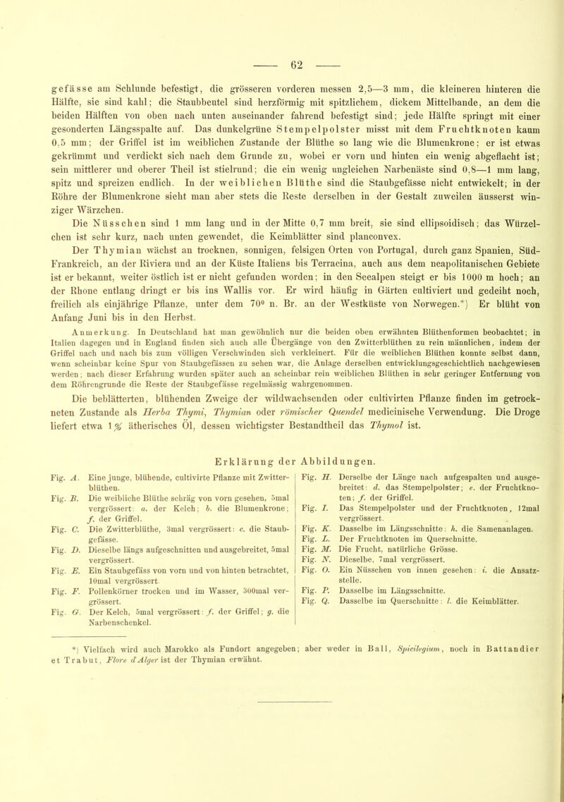 gefässe am Schlunde befestigt, die grösseren vorderen messen 2,5—3 mm, die kleineren hinteren die Hälfte, sie sind kahl; die Staubbeutel sind herzförmig mit spitzlichem, dickem Mittelbande, an dem die beiden Hälften von oben nach unten auseinander fahrend befestigt sind; jede Hälfte springt mit einer gesonderten Längsspalte auf. Das dunkelgrüne Stempelpolster misst mit dem Fruchtknoten kaum 0,5 mm; der Griffel ist im weiblichen Zustande der Blüthe so lang wie die Blumenkrone; er ist etwas gekrümmt und verdickt sich nach dem Grunde zu, wobei er vorn und hinten ein wenig abgeflacht ist; sein mittlerer und oberer Theil ist stielrund; die ein wenig ungleichen Narbenäste sind 0,8—1 mm lang, spitz und spreizen endlich. In der weiblichen Blüthe sind die Staubgefässe nicht entwickelt; in der Röhre der Blumenkrone sieht man aber stets die Reste derselben in der Gestalt zuweilen äusserst win- ziger Wärzchen. Die Nüsschen sind 1 mm lang und in der Mitte 0,7 mm breit, sie sind ellipsoidisch; das Würzel- chen ist sehr kurz, nach unten gewendet, die Keimblätter sind planconvex. Der Thymian wächst an trocknen, sonnigen, felsigen Orten von Portugal, durch ganz Spanien, Süd- Frankreich, an der Riviera und an der Küste Italiens bis Terracina, auch aus dem neapolitanischen Gebiete ist er bekannt, weiter östlich ist er nicht gefunden worden; in den Seealpen steigt er bis 1000 m hoch; an der Rhone entlang dringt er bis ins Wallis vor. Er wird häufig in Gärten cultiviert und gedeiht noch, freilich als einjährige Pflanze, unter dem 70° n. Br. an der Westküste von Norwegen.*) Er blüht von Anfang Juni bis in den Herbst. Anmerkung. In Deutschland hat man gewöhnlich nur die beiden oben erwähnten Blüthenformen beobachtet; in Italien dagegen und in England finden sich auch alle Übergänge von den Zwitterbltithen zu rein männlichen, indem der Griffel nach und nach bis zum völligen Verschwinden sich verkleinert. Für die weiblichen Blüthen konnte selbst dann, wenn scheinbar keine Spur von Staubgefässen zu sehen war, die Anlage derselben entwicklungsgeschichtlich nachgewiesen werden; nach dieser Erfahrung wurden später auch an scheinbar rein weiblichen Blüthen in sehr geringer Entfernung von dem Böhrengrunde die Reste der Staubgefässe regelmässig wahrgenommen. Die beblätterten, blühenden Zweige der wildwachsenden oder cultivirten Pflanze finden im getrock- neten Zustande als Herba Thymi, Thymian oder römischer Quendel medicinische Verwendung. Die Droge liefert etwa \% ätherisches Öl, dessen wichtigster Bestandtheil das Thymol ist. Erklärung der Abbildungen. Fig. A. Eine junge, blühende, cultivirte Pflanze mit Zwitter- blüthen. Fig. B. Die weibliche Blüthe schräg von vorn gesehen, 5mal vergrössert: «. der Kelch; b. die Blumenkrone; /. der Griffel. Fig. C. Die Zwitterblüthe, 3mal vergrössert: c. die Staub- gefässe. Fig. jO. Dieselbe längs aufgeschnitten und ausgebreitet, 5mal vergrössert. Fig. E. Ein Staubgefäss von vorn und von hinten betrachtet, lOmal vergrössert- Fig. F. Pollenkömer trocken und im Wasser, 300mal ver- grössert. Fig. G. Der Kelch, 5mal vergrössert: /. der Griffel; g. die Narbenschenkel. Fig. H. Derselbe der Länge nach aufgespalten und ausge- breitet: d. das Stempelpolster; e. der Fruchtkno- ten; /. der Griffel. Fig. I. Das Stempelpolster und der Fruchtknoten, 12mal vergrössert. Fig. K. Dasselbe im Längsschnitte: h. die Samenanlagen. Fig. L. Der Fruchtknoten im Querschnitte. Fig. M. Die Frucht, natürliche Grösse. Fig. N. Dieselbe, 7mal vergrössert. Fig. O. Ein Nüsschen von innen gesehen: i. die Ansatz- stelle. Fig. P. Dasselbe im Längsschnitte. Fig. Q. Dasselbe im Querschnitte: l. die Keimblätter. *) Vielfach wird auch Marokko als Fundort angegeben; aber weder in Ball, Spicilegium, noch in Battandier et Trabut, Flore dAlger ist der Thymian erwähnt.