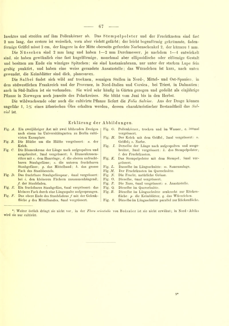 Insektes und streifen auf ihm Pollenkörner ab. Das Stempelpolster und der Fruchtknoten sind fast 2 mm lang, das erstere ist weisslich, vorn aber violett gefärbt; der leicht bogenförmig gekrümmte, faden- förmige Griffel misst 2 cm, der längere in der Mitte oberseits gefurchte Narbenschenkel 2, der kürzere 1 mm. Die Nüssehen sind 2 mm lang und haben 1—2 mm Durchmesser, je nachdem 1—4 entwickelt sind, sie haben gewöhnlich eine fast kugelförmige, manchmal aber ellipsoidische oder eiförmige Gestalt und besitzen am Ende ein winziges Spitzchen; sie sind kastanienbraun, nur unter der starken Lupe fein grubig punktirt, und haben eine weiss gerandete Ansatzstelle; das Würzelchen ist kurz, nach unten gewendet, die Keimblätter sind dick, planconvex. Die Salbei findet sich wild auf trocknen, sonnigen Stellen in Nord-, Mittel- und Ost-Spanien, in dem südwestlichen Frankreich und der Provence, in Nord-Italien und Corsica, bei Triest, in Dalmatien; auch in Süd-Italien ist sie vorhanden. Sie wird sehr häufig in Gärten gezogen und gedeiht als einjährige Pflanze in Norwegen noch jenseits des Polarkreises. Sie blüht vom Juni bis in den Herbst. Die wildwachsende oder auch die cultivirte Pflanze liefert die Folia Salviae. Aus der Droge können ungefähr 1, h% eines ätherischen Öles erhalten werden, dessen charakteristischer Bestandtheil das Sal- viol ist. Erklärung der Abbildungen. Fig. A. Ein zweijähriger Ast mit zwei blühenden Zweigen nach einem im Universitätsgarten zu Berlin culti- virten Exemplare. Fig. B. Die Blüthe um die Hälfte vergrössert: a. der Kelch. Fig. C. Die Blumenkrone der Länge nach aufgespalten und ausgebreitet, 2mal vergrössert; b. Blumenkronen- röhre mit c. dem Haarringe; d. die oberen unfrucht- baren Staubgefässe; e. die unteren fruchtbaren Staubgefässe; g. das Mittelband; h. das grosse Fach des Staubbeutels. Fig. D. Das fruchtbare Staubgefässpaar, 4mal vergrössert: bei i, den kleineren Fächern zusammenhängend; /. der Staubfaden. Fig. E. Ein fruchtbares Staubgefäss, 6mal vergrössert; das kleinere Fach durch eine Längsspalte aufgesprungen. Fig. F. Das obere Ende des Staubfadens / mit der Gelenk- fläche g des Mittelbandes, 8mal vergrössert. Pollenkörner, trocken und im Wasser, c. 300mal vergrössert. Fig. H. Der Kelch mit dem Griffel, 2mal vergrössert: n. Griffel; o. Narbe. Fig. J. Derselbe der Länge nach aufgespalten und ausge- breitet, 2mal vergrössert: k. das Stempelpolster; l. der Fruchtknoten. Fig. K. Das Stempelpolster mit dem Stempel, 5mal ver- grössert. Fig. L. Dasselbe im Längsschnitte: m. Samenanlage. Fig. M. Der Fruchtknoten im Querschnitte. Fig. N. Die Frucht, natürliche Grösse. Fig. O. Dieselbe, 6mal vergrössert. Fig. P. Die Nuss, 6mal vergrössert: o. Änsatzstelle. Fig. Q. Dieselbe im Querschnitte. Fig. B. Dieselbe im Längsschnitte senkrecht zur Rücken- fläche: p. die Keimblätter, q. das Würzelchen. Fig. S. Dieselbe im Längsschnitte parallel zur Rückenfläche. Fig. G. *j Weiter östlich dringt sie nicht vor, in der Flora orientalis von Bois si er ist sie nicht erwähnt; in Nord-Afrika wird sie nur cultivirt. 9*