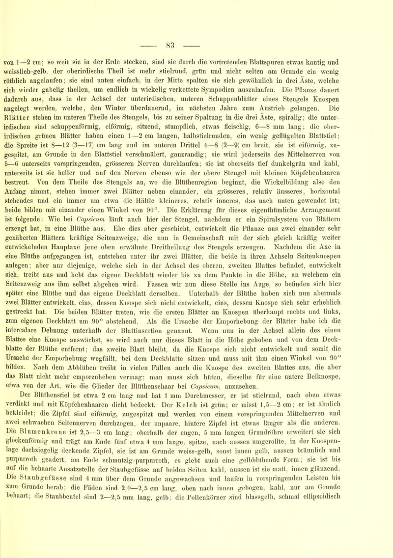 von 1—2 cm; so weit sie in der Erde stecken, sind sie durch die vortretenden Blattspuren etwas kantig und weisslich-gelb, der oberirdische Theil ist mehr stielrund, grün und nicht selten am Grunde ein wenig röthlich augelaufen; sie sind unten einfach, in der Mitte spalten sie sich gewöhnlich in drei Äste, welche sich wieder gabelig theilen, um endlich in wickelig verkettete Sympodien auszulaufen. Die Pflanze dauert dadurch aus, dass in der Achsel der unterirdischen, unteren Schuppenblätter eines Stengels Knospen angelegt werden, welche, den Winter überdauernd, im nächsten Jahre zum Austrieb gelangen. Die Blätter stehen im unteren Theile des Stengels, bis zu seiner Spaltung in die drei Äste, spiralig; die unter- irdischen sind schuppenförmig, eiförmig, sitzend, stumpflich, etwas fleischig, 6—8 mm lang; die ober- irdischen grünen Blätter haben einen 1—2 cm langen, halbstielrunden, ein wenig geflügelten Blattstiel; die Spreite ist 8—12 (3—17) cm lang und im unteren Drittel 4—8 (2—9) cm breit, sie ist eiförmig, zu- gespitzt, am Grunde in den Blattstiel verschmälert, ganzrandig; sie wird jederseits des Mittelnerven von 5—6 unterseits vorspringenden, grösseren Nerven durchlaufen; sie ist oberseits tief dunkelgrün und kahl, unterseits ist sie heller und auf den Nerven ebenso wie der obere Stengel mit kleinen Köpfchenhaaren bestreut. Von dem Theile des Stengels an, wo die Blüthenregion beginnt, die Wickelbildung also den Anfang nimmt, stehen immer zwei Blätter neben einander, ein grösseres, relativ äusseres, horizontal stehendes und ein immer um etwa die Hälfte kleineres, relativ inneres, das nach unten gewendet ist; beide bilden mit einander einen Winkel von 90°. Die Erklärung für dieses eigenthümliche Arrangement ist folgende: Wie bei Capsicum läuft auch hier der Stengel, nachdem er ein Spiralsystem von Blättern erzeugt hat, in eine Blüthe aus. Ehe dies aber geschieht, entwickelt die Pflanze aus zwei einander sehr genäherten Blättern kräftige Seitenzweige, die nun in Gemeinschaft mit der sich gleich kräftig weiter entwickelnden Hauptaxe jene oben erwähnte Dreitheilung des Stengels erzeugen. Nachdem die Axe in eine Blüthe aufgegangen ist, entstehen unter ihr zwei Blätter, die beide in ihren Achseln Seitenknospen anlegen; aber nur diejenige, welche sich in der Achsel des oberen, zweiten Blattes befindet, entwickelt sich, treibt aus und hebt das eigene Deckblatt wieder bis zu dem Punkte in die Höhe, an welchem ein Seitenzweig aus ihm selbst abgehen wird. Fassen wir nun diese Stelle ins Auge, so befinden sich hier später eine Blüthe und das eigene Deckblatt derselben. Unterhalb der Blüthe haben sich nun abermals zwei Blätter entwickelt, eins, dessen Knospe sich nicht entwickelt, eins, dessen Knospe sich sehr erheblich gestreckt hat. Die beiden Blätter treten, wie die ersten Blätter an Knospen überhaupt rechts und links, zum eigenen Deckblatt um 90° abstehend. Als die Ursache der Emporhebung der Blätter habe ich die intercalare Dehnung unterhalb der Blattinsertion genannt. Wenn nun in der Achsel allein des einen Blattes eine Knospe auswächst, so wird auch nur dieses Blatt in die Höhe gehoben und von dem Deck- blatte der Blüthe entfernt; das zweite Blatt bleibt, da die Knospe sich nicht entwickelt und somit die Ursache der Emporhebung wegfällt, bei dem Deckblatte sitzen und muss mit ihm einen Winkel von 90 ° bilden. Nach dem Abblühen treibt in vielen Fällen auch die Knospe des zweiten Blattes aus, die aber das Blatt nicht mehr emporzuheben vermag; man muss sich hüten, dieselbe für eine untere Beiknospe, etwa von der Art, wie die Glieder der Bliithensckaar bei Capsicum, anzusehen. Der Blüthenstiel ist etwa 2 cm lang und hat 1 mm Durchmesser, er ist stielrund, nach oben etwas verdickt und mit Köpfchenhaaren dicht bedeckt. Der Kelch ist grün; er misst 1,5—2 cm; er ist ähnlich bekleidet; die Zipfel sind eiförmig, zugespitzt und werden von einem vorspringenden Mittelnerven und zwei schwachen Seitennerven durchzogen, der unpaare, hintere Zipfel ist etwas länger als die anderen. Die Blumenkrone ist 2,5—3 cm lang; oberhalb der engen, 5 mm langen Grundröhre erweitert sie sich glockenförmig und trägt am Ende fünf etwa 4 mm lange, spitze, nach aussen umgerollte, in der Knospen- lage dachziegelig deckende Zipfel, sie ist am Grunde weiss-gelb, sonst innen gelb, aussen bräunlich und purpurroth geadert, am Ende schmutzig-purpurroth, es giebt auch eine gelbblühende Form; sie ist bis auf die behaarte Ansatzstelle der Staubgefässe auf beiden Seiten kahl, aussen ist sie matt, innen glänzend. Die Staubgefässe sind 4 mm über dem Grunde angewachsen und laufen in vorspringenden Leisten bis zum Grunde herab; die Fäden sind 2,0—2,5 cm lang, oben nach innen gebogen, kahl, nur am Grunde behaart; die Staubbeutel sind 2—2,5 mm lang, gelb; die Pollenkörner sind blassgelb, schmal ellipsoidisch