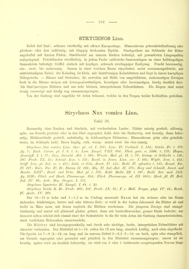 STRYCHNOS Linn. Kelch tief fünf-, seltener viertheilig' mit offener Knospenlage. Blumenkrone präsentirtellerförmig oder glocken- oder fast radförmig, mit klappig deckenden Zipfeln. Staubgefässe am Schlunde der Röhre angeheftet mit kurzen Fäden; Staubbeutel am unteren Rücken befestigt, mit gesonderten Längsspalten aufspringend. Fruchtknoten zweifächrig, in jedem Fache zahlreiche Samenanlagen an einer halbkugeligen Samenleiste befestigt; Griffel einfach mit kopfiger, schwach zweilappiger Endigung. Frucht beerenartig, ein-, zwei- bis mehrsamig. Samen in einer weichen Masse eingebettet, meist zusammengedrückt, mit mittelständigem Nabel; der Keimling ist klein, mit blattförmigen Keimblättern und liegt in einem knorpligen Nährgewebe. — Bäume und Sträucher, die zuweilen mit Hülfe von umgebildeten, rankenartigen Zweigen hoch in die Bäume steigen mit kreuzgegenständigen, krautigen oder beerenartigen, häufig deutlich drei- (bis fünf-)nervigen Blättern und nur sehr kleinen, interpetiolaren Nebenblättern. Die Rispen sind meist wenig verzweigt und häufig eng zusammengezogen. Von der Gattung sind ungefähr 60 Arten bekannt, welche in den Tropen beider Erdhälften gedeihen. Strychnos Nux vomica Linn. Tafel 36. Baumartig ohne Ranken und Stacheln, mit wechselndem Laube; Blätter mässig gestielt, eiförmig, spitz, am Grunde gestutzt oder in den Stiel zugespitzt, kahl, drei- bis fünfnervig, erst krautig, dann leder- artig; Blüthenstände gestielt, endständig, in doldenartigen Dichasien; Blumenkrone grün oder grünlich- weiss, im Schlunde kahl; Beere kuglig, roth, wenig- (meist zwei- bis vier-)samig. Strychnos Nux vomica Linn. Spec. pl. ed. I. 189; Lour. Fl. Cochinch. I. 154; G'drtn. Fr. t. 179. fig. 7; Roxb. Corom. pl. I. 8. t. 4; Lam. Encycl. VIII. 694; Illust. genr. n. 2446. t. 119; Hayne, Arzneipfl. I. t. 17; Nees, Düsseid. Abb. t. 208; Woodv. Med. pl. II. t. 79; Guimp. et Schlecht, t. 136; DC. Prodr. IX. 15; Schnizl. Icon. t. 131; Benth. in Journ. Linn. soc. I. 103; Wight, Icon. t. 434; Griff. Icon. pl. Ind. or. t. 411; Dalz. et Gibs. Bomb. Fl. 155; Bedd. Fl. sylvatica t. 143; Brand. For. Fl. 317; Kurz, For. Fl. Br. Burma II. 166; Miq. Fl. Ind.-Bat. II. 378; Berg und Schmidt, Darst. und Beschr. XIIIb; Bentl. and Trim. Med. pl. t. 178; Köhl. Mediz. Pß. t. 107; Baill. Bot. med. 1212. fig. 3126; FlücJc. and Hanb. Pharmacogr. 384; Flück. Pharmacogn. ed. III. 1015; Hook. fil. Fl. Brit. Ind. IV. 90; Arth. Mey. Drogen. I. 151. Strychnos ligustrina Bl. Rumph. I. 68. t. 25. Strychnos lucida R. Br. Prodr. 469; DC. Prodr. IX. 16; F. v. Müll. Fragm. phyt. IV. 44; Benth. Fl. Austr. IV. 369. Der 10—13 m hohe und 1—1,3 m im Umfang messende Baum hat ein weisses oder ins Graue ziehendes, feinkörniges, hartes und sehr bitteres Holz; er wirft in der kalten Jahreszeit die Blätter ab und treibt im März neue, mit denen zugleich die Blüthen erscheinen. Die jüngeren Zweige sind stumpf- vierkantig und zuerst mit glänzend glatter, grüner, dann mit lenticellenreicher, grauer Rinde bedeckt; nur äusserst selten scheint sich einmal einer der Seitentriebe in die für viele Arten der Gattung characteristischen, stark verdickten Holzranken umzuwandeln. Die Blätter sind kreuzgegenständig und durch sehr niedrige, breite, interpetiolare Nebenblätter mit einander verbunden. Der Blattstiel ist 5—10, selten bis 12 mm lang, ziemlich kräftig, nach oben abgeflacht. Die Spreite ist 7—9 (3—12) cm lang und im unteren Drittel 5—6,5 (3—10) cm breit, spitz oder stumpflich, am Grunde zugespitzt oder gerundet und plötzlich in den Blattstiel zusammengezogen; zuerst ist sie krautig, später wird sie deutlich lederartig; sie wird von 3 oder 5 beiderseits vorspringenden Nerven längs