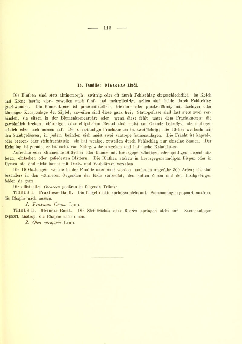 15. Familie: Oleaceae Lindl. Die Blüthen sind stets aktinomorph, zwittrig oder oft durch Fehlschlag eingeschlechtlich, im Kelch und Krone häufig vier- zuweilen auch fünf- und mehrgliedrig, selten sind beide durch Fehlschlag geschwunden. Die Blumenkrone ist praesentirteller-, trichter- oder glockenförmig mit dachiger oder klappiger Knospenlage der Zipfel; zuweilen sind diese ganz frei; Staubgefässe sind fast stets zwei vor- handen, sie sitzen in der Blumenkronenröhre oder, wenn diese fehlt, unter dem Fruchtknoten; die gewöhnlich breiten, eiförmigen oder elliptischen Beutel sind meist am Grunde befestigt, sie springen seitlich oder nach aussen auf. Der oberständige Fruchtknoten ist zweifächrig; die Fächer wechseln mit den Staubgefässen, in jedem befinden sich meist zwei anatrope Samenanlagen. Die Frucht ist kapsel-, oder beeren- oder steinfruchtartig, sie hat wenige, zuweilen durch Fehlschlag nur einzelne Samen. Der Keimling ist gerade, er ist meist von Nährgewebe umgehen und hat flache Keimblätter. Aufrechte oder klimmende Sträucher oder Bäume mit kreuzgegenständigen oder quirligen, nebenblatt- losen, einfachen oder gefiederten Blättern. Die Blüthen stehen in kreuzgegenständigen Rispen oder in Cymen, sie sind nicht immer mit Deck- und Vorblättern versehen. Die 19 Gattungen, welche in der Familie anerkannt werden, umfassen ungefähr 300 Arten; sie sind besonders in den wärmeren Gegenden der Erde verbreitet, den kalten Zonen und den Hochgebirgen fehlen sie ganz. Die offizineilen Oleaceen gehören in folgende Tribus: TRIBUS I. Fraxineae Bartl. Die Flügelfrüchte springen nicht auf. Samenanlagen gepaart, anatrop, die Rhaphe nach aussen. 1. Fraxinus Ornus Linn. TRIBUS II. Oleineae Bartl. Die Steinfrüchte oder Beeren springen nicht auf. Samenanlagen gepaart, anatrop, die Rhaphe nach innen. 2. Olea europaea Linn.