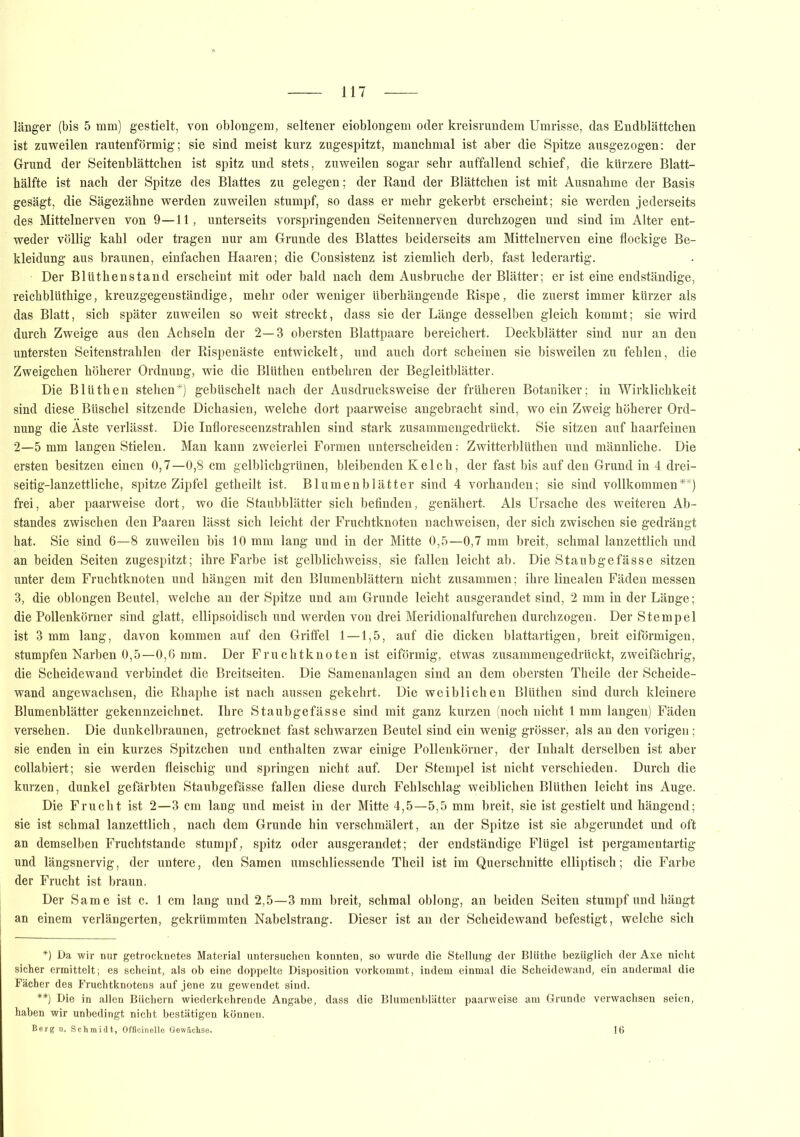 länger (bis 5 mm) gestielt, von oblongem, seltener eioblongem oder kreisrundem Umrisse, das Endblättchen ist zuweilen rautenförmig; sie sind meist kurz zugespitzt, manchmal ist aber die Spitze ausgezogen: der Grund der Seitenblättchen ist spitz und stets, zuweilen sogar sehr auffallend schief, die kürzere Blatt- hälfte ist nach der Spitze des Blattes zu gelegen; der Rand der Blättchen ist mit Ausnahme der Basis gesägt, die Sägezähne werden zuweilen stumpf, so dass er mehr gekerbt erscheint; sie werden jederseits des Mittelnerven von 9—11, unterseits vorspringenden Seitennerven durchzogen und sind im Alter ent- weder völlig kahl oder tragen nur am Grunde des Blattes beiderseits am Mittelnerven eine flockige Be- kleidung aus braunen, einfachen Haaren; die Consistenz ist ziemlich derb, fast lederartig. Der Blitthenstand erscheint mit oder bald nach dem Ausbruche der Blätter; er ist eine endständige, reichblüthige, kreuzgegenständige, mehr oder weniger überhängende Rispe, die zuerst immer kürzer als das Blatt, sich später zuweilen so weit streckt, dass sie der Länge desselben gleich kommt; sie wird durch Zweige aus den Achseln der 2—3 obersten Blattpaare bereichert. Deckblätter sind nur an den untersten Seitenstrahlen der Rispenäste entwickelt, und auch dort scheinen sie bisweilen zu fehlen, die Zweigehen höherer Ordnung, wie die Blüthen entbehren der Begleitblätter. Die Blüthen stehen*) gebüschelt nach der Ausdrucksweise der früheren Botaniker; in Wirklichkeit sind diese Büschel sitzende Dichasien, welche dort paarweise angebracht sind, wo ein Zweig höherer Ord- nung die Aste verlässt. Die Inflorescenzstrahlen sind stark zusammengedrückt. Sie sitzen auf haarfeinen 2—5 mm langen Stielen. Man kann zweierlei Formen unterscheiden: Zwitterblüthen und männliche. Die ersten besitzen einen 0,7—0,8 cm gelblichgrünen, bleibenden Kelch, der fast bis auf den Grund in 4 drei- seitig-lanzettliche, spitze Zipfel getheilt ist. Blumenblätter sind 4 vorhanden; sie sind vollkommen**) frei, aber paarweise dort, wo die Staubblätter sich befinden, genähert. Als Ursache des weiteren Ab- standes zwischen den Paaren lässt sich leicht der Fruchtknoten nachweisen, der sich zwischen sie gedrängt hat. Sie sind 6—8 zuweilen bis 10 mm lang und in der Mitte 0,5—0,7 mm breit, schmal lanzettlich und an beiden Seiten zugespitzt; ihre Farbe ist gelblichweiss, sie fallen leicht ab. Die Staubgefässe sitzen unter dem Fruchtknoten und hängen mit den Blumenblättern nicht zusammen; ihre linealen Fäden messen 3, die oblongen Beutel, welche an der Spitze und am Grunde leicht ausgerandet sind, 2 mm in der Länge; die Pollenkörner sind glatt, ellipsoidisch und werden von drei Meridionalfurchen durchzogen. Der Stempel ist 3 mm lang, davon kommen auf den Griffel 1—1,5, auf die dicken blattartigen, breit eiförmigen, stumpfen Narben 0,5—0,6 mm. Der Fruchtknoten ist eiförmig, etwas zusammengedrückt, zweifächrig, die Scheidewand verbindet die Breitseiten. Die Samenanlagen sind an dem obersten Theile der Scheide- wand angewachsen, die Rhaphe ist nach aussen gekehrt. Die weiblichen Blüthen sind durch kleinere Blumenblätter gekennzeichnet. Ihre Staubgefässe sind mit ganz kurzen (noch nicht 1mm langen) Fäden versehen. Die dunkelbraunen, getrocknet fast schwarzen Beutel sind ein wenig grösser, als an den vorigen; sie enden in ein kurzes Spitzchen und enthalten zwar einige Pollenkörner, der Inhalt derselben ist aber collabiert; sie werden fleischig und springen nicht auf. Der Stempel ist nicht verschieden. Durch die kurzen, dunkel gefärbten Staubgefässe fallen diese durch Fehlschlag weiblichen Blüthen leicht ins Auge. Die Frucht ist 2—3 cm lang und meist in der Mitte 4,5—5,5 mm breit, sie ist gestielt und hängend; sie ist schmal lanzettlich, nach dem Grunde hin verschmälert, an der Spitze ist sie abgerundet und oft an demselben Fruchtstande stumpf, spitz oder ausgerandet; der endständige Flügel ist pergamentartig und längsnervig, der untere, den Samen umschliessende Theil ist im Querschnitte elliptisch; die Farbe der Frucht ist braun. Der Same ist c. 1 cm lang und 2,5—3 mm breit, schmal oblong, an beiden Seiten stumpf und hängt an einem verlängerten, gekrümmten Nabelstrang. Dieser ist an der Scheidewand befestigt, welche sich *) Da wir nur getrocknetes Material untersuchen konnten, so wurde die Stellung der Blüthe bezüglich der Axe nicht sicher ermittelt; es scheint, als ob eine doppelte Disposition vorkommt, indem einmal die Scheidewand, ein andermal die Fächer des Fruchtknotens auf jene zu gewendet sind. **) Die in allen Büchern wiederkehrende Angabe, dass die Blumenblätter paarweise am Grunde verwachsen seien, haben wir unbedingt nicht bestätigen können. Berg n. Schmidt, Officinello Gewächse. 16