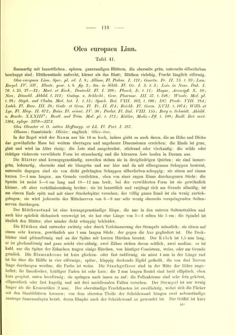Olea europaea Linn. Tafel 41. Baumartig mit lanzettlicken, spitzen, ganzrandigen Blättern, die oberseits grün, unterseits silberfarben beschuppt sind; Blüthenstände aufrecht, kürzer als das Blatt; Blüthen vielehig, Frucht länglich eiförmig. Olea europaea Linn. Spec. pl. ed. I. 8; Allione, Fl. Pedem. I. 121; Gaertn. Fr. II. 75. t. 93; Lam. Encycl. IV. 537, Illustr. gern. t. 8. fig. 2; Sm. in Sibth. Fl. Gr. I. 3. t. 3; Lois. in Nouv. Bull. I. 70. t. 25, 27—32; Mert. et Koch, Deutschi. Fl. I. 298; Plenck, Ic. t. 11; Hayne, Arzneipß. X. 10; Nees, Düsseid. Abbild, t. 212; Guimp. u. Schlecht, Gew. Pharmac. III. 57. t. 248; JVoodv. Med. pl. t. 98; Steph. and Chaltn. Med. bot. I. t. 15; Spach. Bot. VIII. 262, t. 106; DC. Prodr. VIII. 284; Ledeb. Fl. Boss. III. 38; Godr. et Gren. Fl. Fr. II. 474; Reichb. Fl. Germ. XVII. t. 1074; Willk. et Lge. Fl. Hisp. II. 672; Boiss. Fl. Orient. IV. 36; Parlat. Fl. Ital. VIII. 155; Berg u. Schmidt, Abbild. u. Beschr. XXXI1Ib; Bentl. and Trim. Med. pl. t. 172; Köhler, Mediz.-Pfl. t. 109; Baill. Bot. med. 1304, xylogr. 3270—3272. Olea Oleaster et 0. sativa Hoffmegg. et Lk. Fl. Port. I. 387. Ölbaum; französisch: Olivier; englisch: Olive-tree. In der Regel wird der Baum nur bis 10 m hoch, indess giebt es auch deren, die an Höhe und Dicke das gewöhnliche Mass bei weitem überragen und ungeheure Dimensionen erreichen; die Rinde ist grau, glatt und wird im Alter rissig; die Äste sind ausgebreitet, stielrund oder vierkantig; die wilde oder richtiger vielerorts verwilderte Form ist strauchartig und die kürzeren Äste laufen in Dornen aus. Die Blätter sind kreuzgegenständig, zuweilen stehen sie in dreigliedrigen Quirlen; sie sind immer- grün, lederartig, oberseits sind sie blaugrün und nur hier und da mit silbergrauen Schuppen bestreut, unterseits dagegen sind sie von dicht gedrängten Schuppen silberfarben-schuppig; sie sitzen auf einem kurzen 3—4 mm langen, am Grunde verdickten, oben von einer engen Rinne durchzogenen Stiele; die Spreite ist meist 5—6 cm lang und 10—12 mm breit, hei der verwilderten Form ist sie gewöhnlich kleiner, oft aber verhältnissmässig breiter; sie ist lanzettlich und verjüngt sich am Grunde allmälig, ist am oberen Ende spitz und mit einer Stachelspitze versehen; der völlig ganze Rand ist ein wenig zurück- gebogen; sie wird jederseits des Mittelnerven von 6—9 nur sehr wenig oberseits vorspringenden Seiten- nerven durchzogen. Der Blüthenstand ist eine kreuzgegenständige Rispe, die nur in den unteren Seitenstrahlen und auch hier spärlich dichasisch verzweigt ist, sie hat eine Länge von 3—4 selten bis 5 cm; die Spindel ist ähnlich den Blätter, aber minder dicht schuppig bekleidet. Die Blüthen sind entweder zwittrig oder durch Verkümmerung des Stempels männlich; sie sitzen auf einem sehr kurzen, gewöhnlich nur 1 mm langen Stiele, der gegen die Axe gegliedert ist. Die Deck- blätter sind pfriemförmig und an der Spitze mit kurzen Härchen besetzt. Der Kelch ist 1,5 mm lang, er ist glockenförmig und ganz seicht vier-zähnig, zwei Zähne stehen davon seitlich, zwei median; er ist kahl, nur die Spitze der Zähnchen tragen einige Härchen, von häutiger Consistenz, weiss, oder am Grunde grünlich. Die Blumenkrone ist kurz glocken- oder fast radförmig, sie misst 4 mm in der Länge und ist bis über die Hälfte in vier eiförmige, spitze, klappig deckende Zipfel getheilt, die von drei Nerven längs durchzogen werden; die Farbe ist weiss. Die Staubgefässe sind in der Mitte der Röhre ange- heftet; ihr linealischer, kräftiger Faden ist sehr kurz; die 2 mm langen Beutel sind breit elliptisch, oben kurz gespitzt, unten herzförmig; sie springen nach innen zu auf; die Pollenkörner sind sehr fein gekörnt, ellipsoidisch oder fast kugelig und mit drei meridionalen Falten versehen. Der Stempel ist nur wenig länger als die Kronenröhre (2 mm). Der oberständige Fruchtknoten ist zweifächrig, wobei sich die Fächer mit den Staubblättern kreuzen; von dem obersten Theile der Scheidewand hängen zwei nebenständige anatrope Samenanlagen herab, deren Rhaphe nach der Scheidewand zu gewendet ist. Der Griffel ist kurz 16*