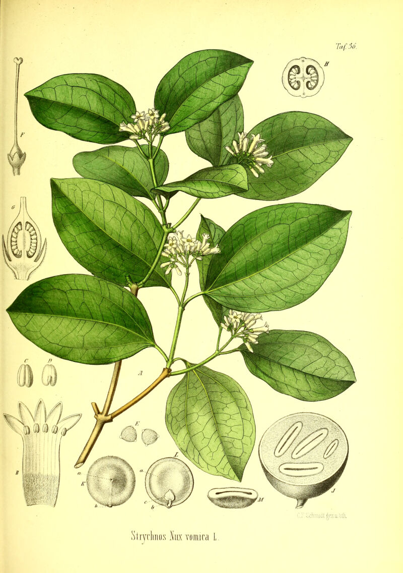 fitiyckos lux Tomica L