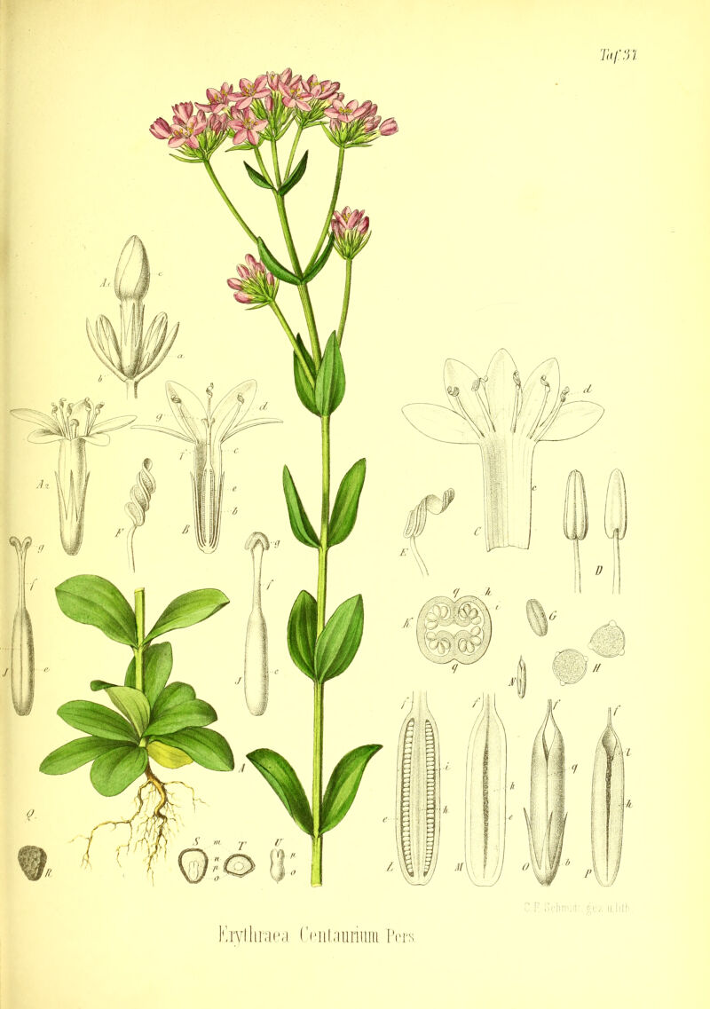 Eiytliraea C^iUaunum Pcrs.