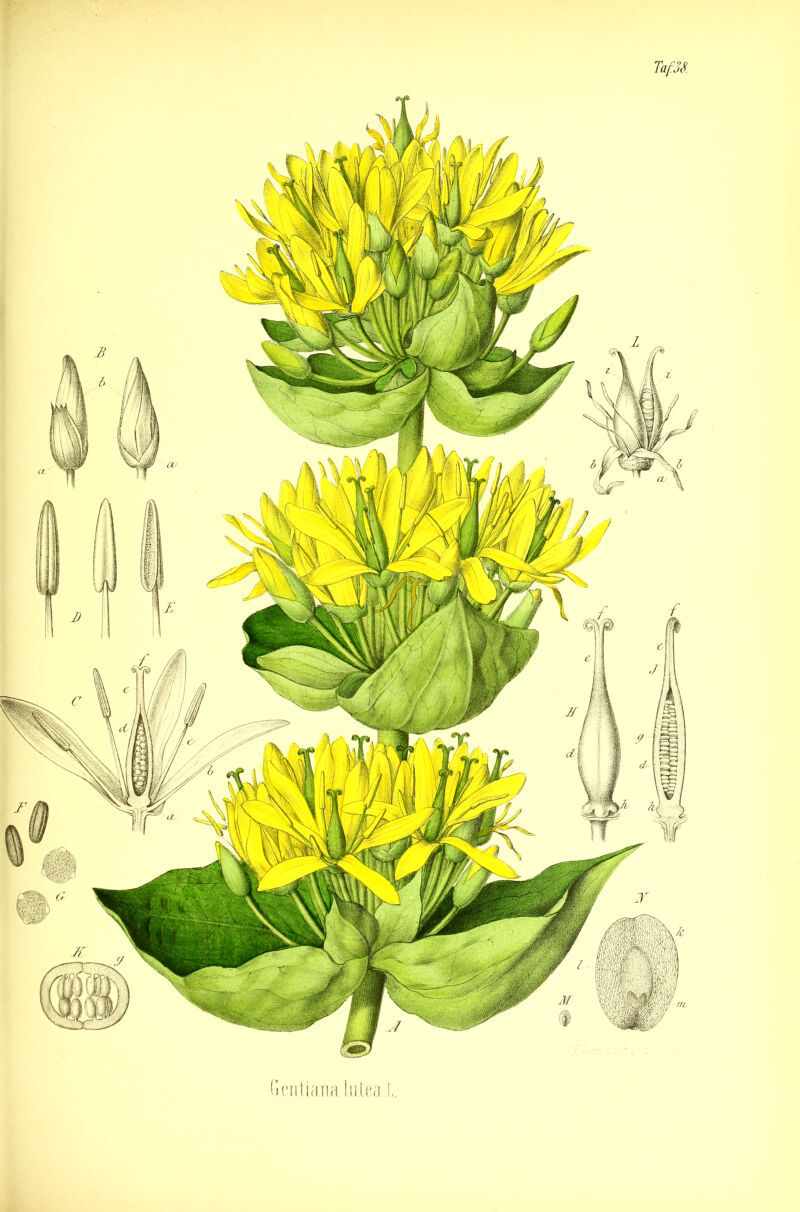 Gentiana lutea t.