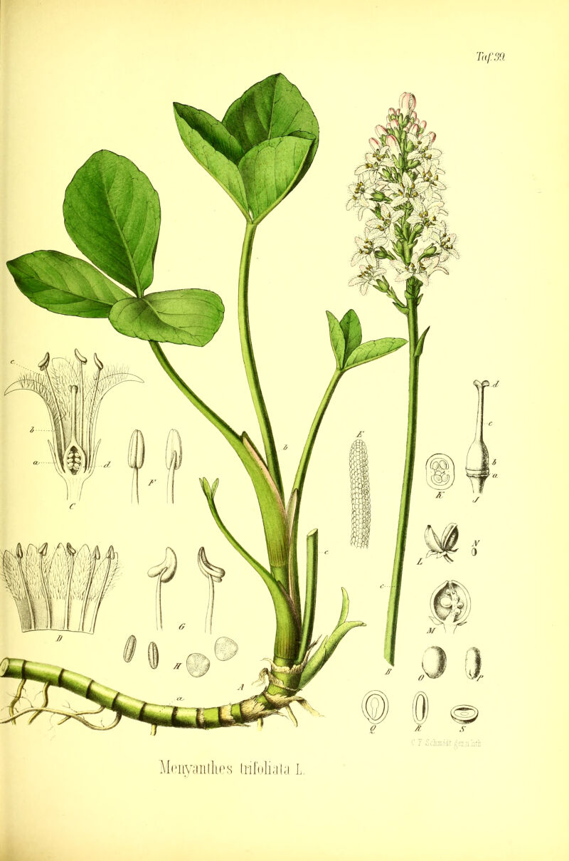 Menyantlies trifoliata L.