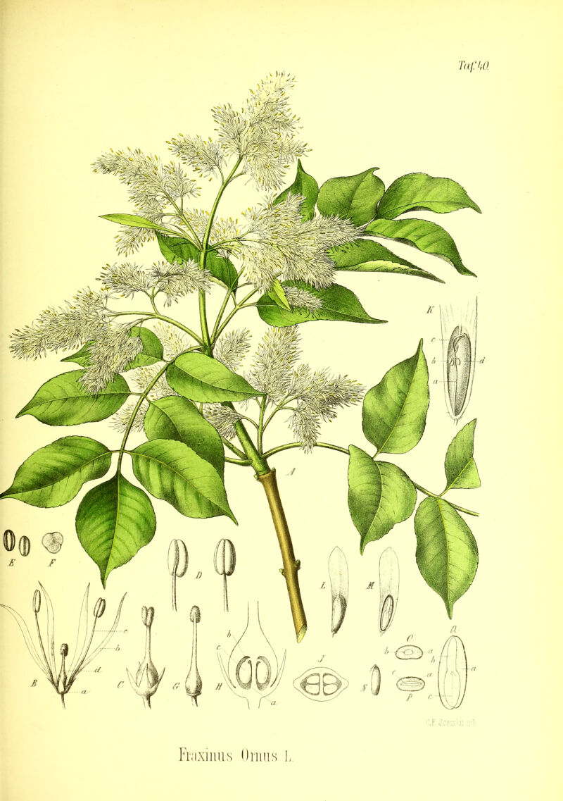 C.F. Schmidt irh Fraxinus Olims I