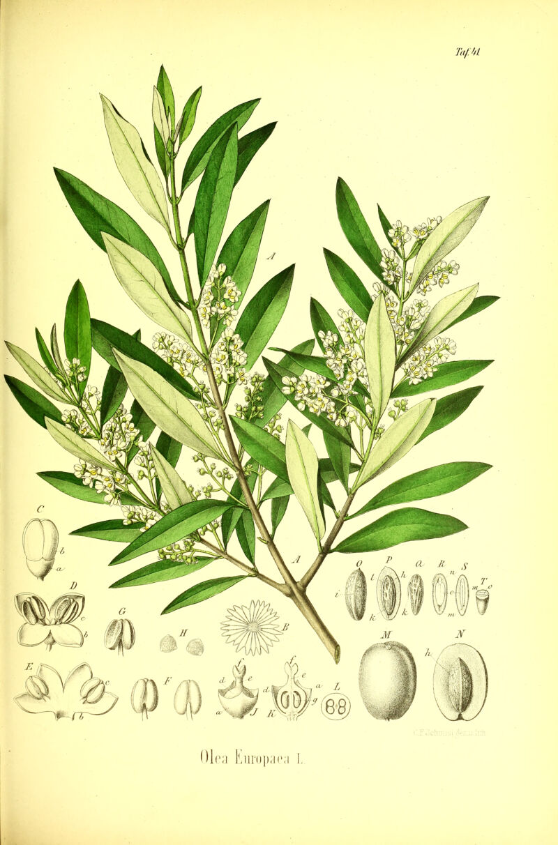 Olea Europaea L