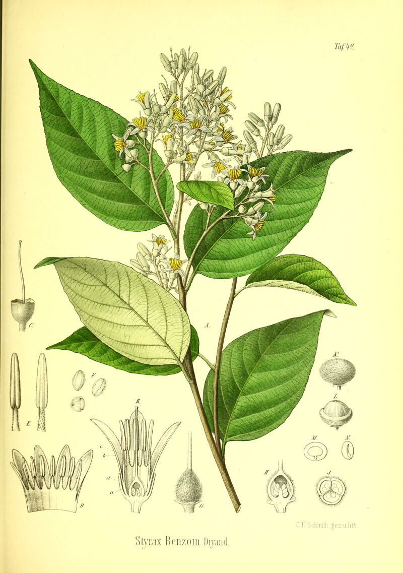 Styrax Benzoin Diyand. C.E Schmidt. gez.iilith.