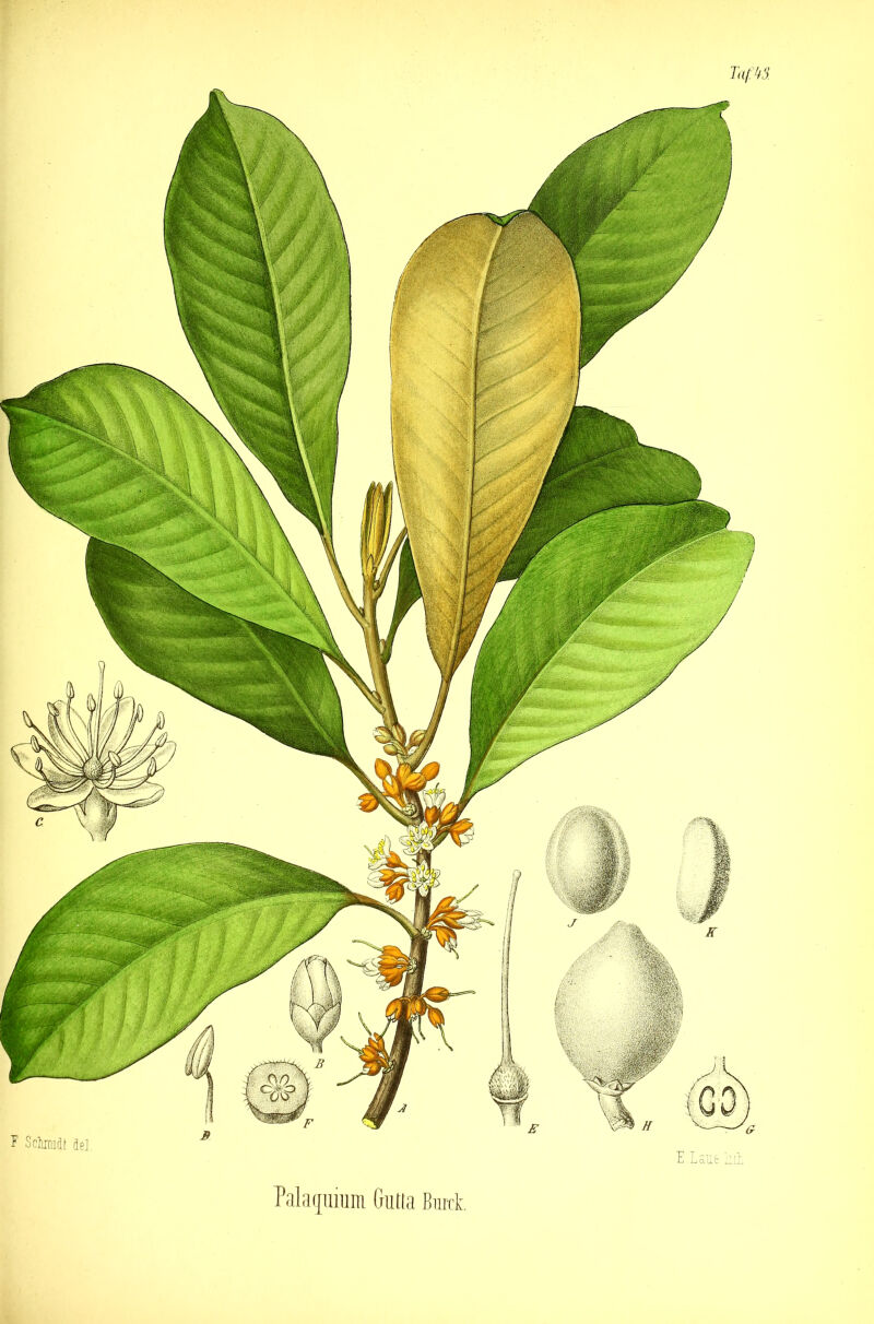 TafM Palarjuium Gutta Bunt