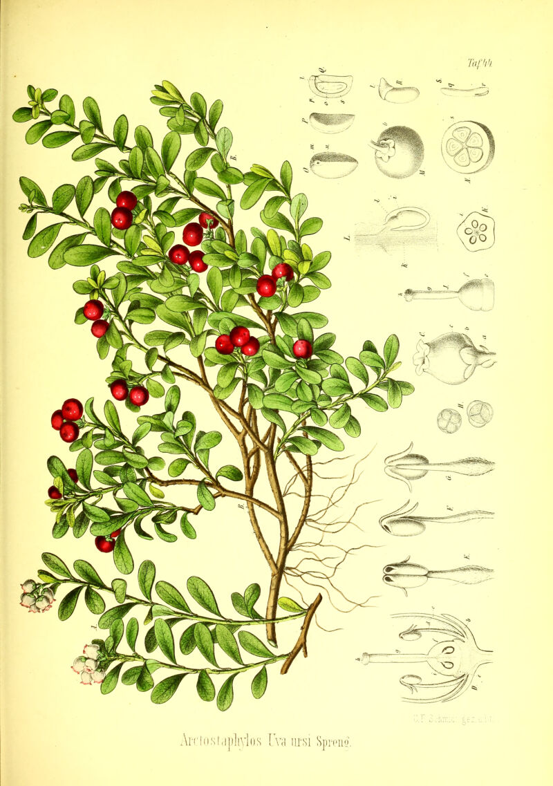 Are to s taphyiö s Uva lirsi Spreng.