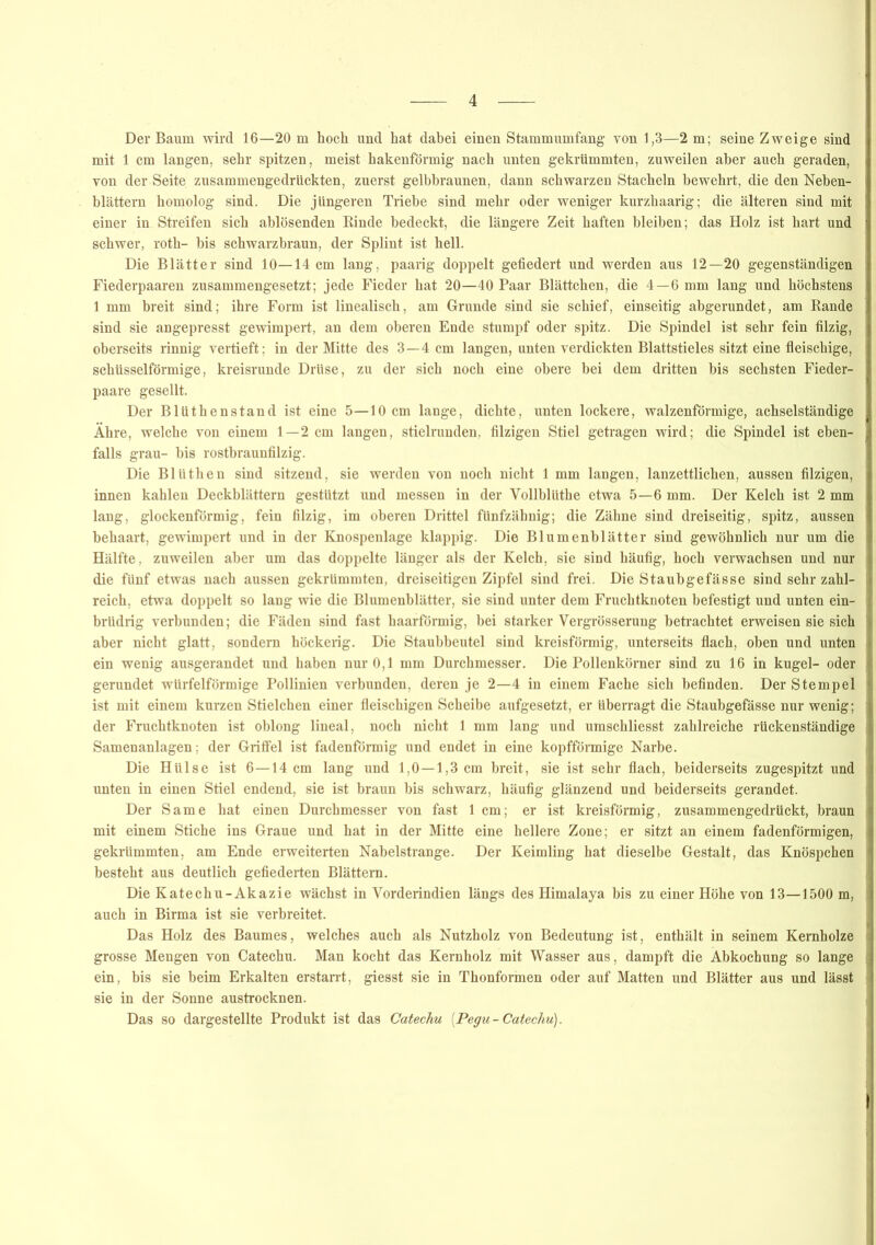 Der Baum wird 16—20 m hoch und hat dabei einen Stammumfang von 1,3—2 m; seine Zweige sind mit 1 cm langen, sehr spitzen, meist hakenförmig nach unten gekrümmten, zuweilen aber auch geraden, von der Seite zusammengedruckten, zuerst gelbbraunen, dann schwarzen Stacheln bewehrt, die den Neben- blättern homolog sind. Die jüngeren Triebe sind mehr oder weniger kurzhaarig; die älteren sind mit einer in Streifen sich ablösenden Rinde bedeckt, die längere Zeit haften bleiben; das Holz ist hart und schwer, roth- bis schwarzbraun, der Splint ist hell. Die Blätter sind 10—14 cm lang, paarig doppelt gefiedert und werden aus 12—20 gegenständigen Fiederpaaren zusammengesetzt; jede Fieder hat 20—40 Paar Blättchen, die 4—6 mm lang und höchstens 1 mm breit sind; ihre Form ist linealisch, am Grunde sind sie schief, einseitig abgerundet, am Rande sind sie angepresst gewimpert, an dem oberen Ende stumpf oder spitz. Die Spindel ist sehr fein filzig, oberseits rinnig vertieft; in der Mitte des 3—4 cm langen, unten verdickten Blattstieles sitzt eine fleischige, schüsselförmige, kreisrunde Drüse, zu der sich noch eine obere bei dem dritten bis sechsten Fieder- paare gesellt. Der Blüthenstand ist eine 5—10 cm lange, dichte, unten lockere, walzenförmige, achselständige Ähre, welche von einem 1—2 cm langen, stielrunden, filzigen Stiel getragen wird; die Spindel ist eben- falls grau- bis rostbraunfilzig. Die Bliithen sind sitzend, sie werden von noch nicht 1 mm langen, lanzettlichen, aussen filzigen, innen kahlen Deckblättern gestützt und messen in der Vollblüthe etwa 5—6 mm. Der Kelch ist 2 mm lang, glockenförmig, fein filzig, im oberen Drittel fiinfzähnig; die Zähne sind dreiseitig, spitz, aussen behaart, gewimpert und in der Knospenlage klappig. Die Blumenblätter sind gewöhnlich nur um die Hälfte, zuweilen aber um das doppelte länger als der Kelch, sie sind häufig, hoch verwachsen und nur die fünf etwas nach aussen gekrümmten, dreiseitigen Zipfel sind frei. Die Staubgefässe sind sehr zahl- reich, etwa doppelt so lang wie die Blumenblätter, sie sind unter dem Fruchtknoten befestigt und unten ein- brüdrig verbunden; die Fäden sind fast haarförmig, bei starker Vergrösserung betrachtet erweisen sie sich aber nicht glatt, sondern höckerig. Die Staubbeutel sind kreisförmig, unterseits flach, oben und unten ein wenig ausgerandet und haben nur 0,1 mm Durchmesser. Die Pollenkörner sind zu 16 in kugel- oder gerundet würfelförmige Pollinien verbunden, deren je 2—4 in einem Fache sich befinden. Der Stempel ist mit einem kurzen Stielchen einer fleischigen Scheibe aufgesetzt, er überragt die Staubgefässe nur wenig; der Fruchtknoten ist oblong lineal, noch nicht 1 mm lang und umschliesst zahlreiche rückenständige Samenanlagen; der Griffel ist fadenförmig und endet in eine kopfförmige Narbe. Die Hülse ist 6—14 cm lang und 1,0—1,3 cm breit, sie ist sehr flach, beiderseits zugespitzt und unten in einen Stiel endend, sie ist braun bis schwarz, häufig glänzend und beiderseits gerandet. Der Same hat einen Durchmesser von fast 1 cm; er ist kreisförmig, zusammengedrückt, braun mit einem Stiche ins Graue und hat in der Mitte eine hellere Zone; er sitzt an einem fadenförmigen, gekrümmten, am Ende erweiterten Nabelstrange. Der Keimling hat dieselbe Gestalt, das Knöspchen besteht aus deutlich gefiederten Blättern. Die Katechu-Akazie wächst in Vorderindien längs des Himalaya bis zu einer Höhe von 13—1500 m, auch in Birma ist sie verbreitet. Das Holz des Baumes, welches auch als Nutzholz von Bedeutung ist, enthält in seinem Kernholze grosse Mengen von Catechu. Man kocht das Kernholz mit Wasser aus, dampft die Abkochung so lange ein, bis sie beim Erkalten erstarrt, giesst sie in Thonformen oder auf Matten und Blätter aus und lässt sie in der Sonne austrocknen. Das so dargestellte Produkt ist das Catechu {Pegu - Catechu).