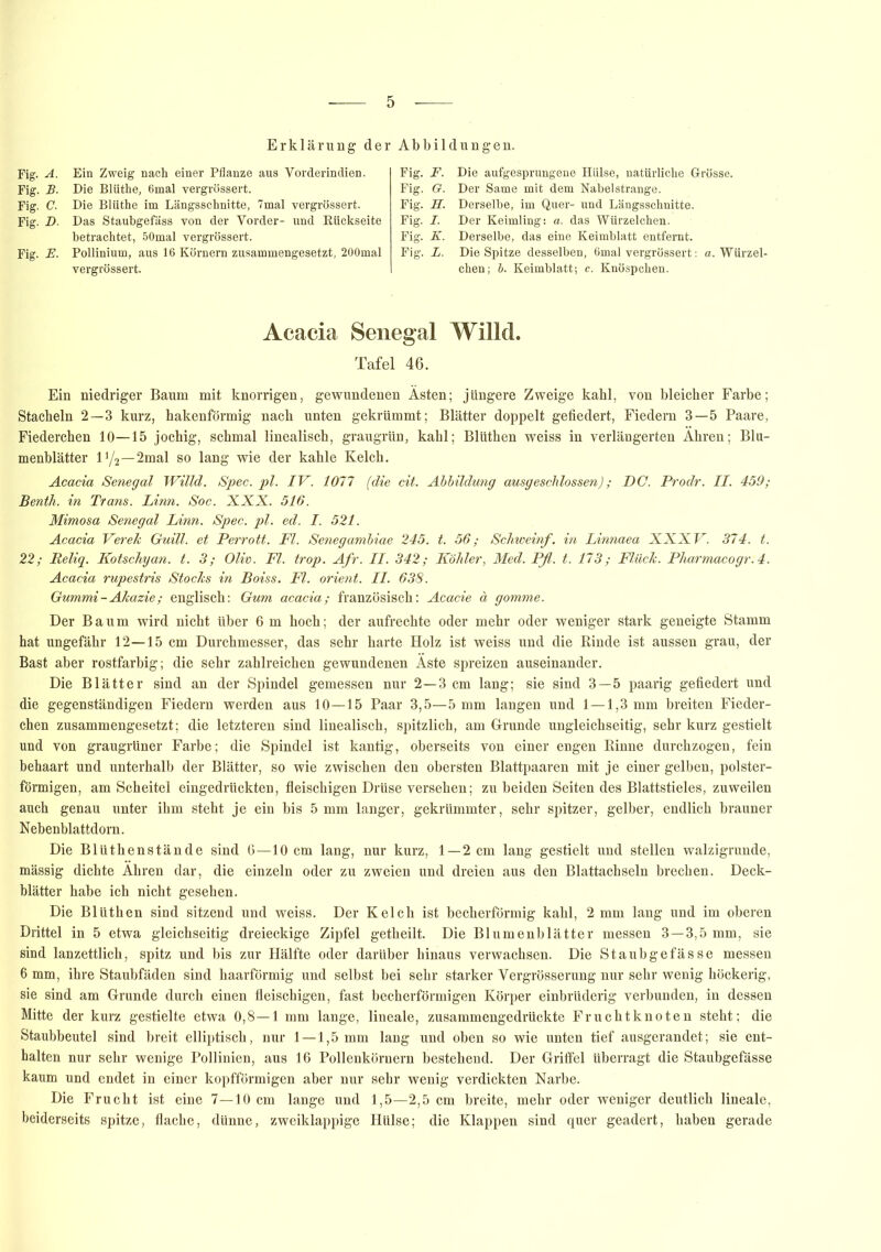 Erklärung der Abbildungen. Fig. A. Ein Zweig nach einer Pflanze aus Vorderindien. Fig. B. Die Blüthe, 6mal vergrössert. Fig. C. Die Blüthe im Längsschnitte, 7mal vergrössert. Fig- D. Das Staubgefäss von der Vorder- und Rückseite betrachtet, 50mal vergrössert. Fig. E. Pollinium, aus 16 Körnern zusammengesetzt, 200mal vergrössert. Fig. F. Die aufgesprungene Hülse, natürliche Grösse. Fig. G. Der Same mit dem Nabelstrange. Fig. H. Derselbe, im Quer- und Längsschnitte. Fig. I. Der Keimling: a. das Würzelchen. Fig. K. Derselbe, das eine Keimblatt entfernt. Fig. L. Die Spitze desselben, 6mal vergrössert: a. Würzel- chen; b. Keimblatt-, c. Knöspchen. Acacia Senegal Willd. Tafel 46. Ein niedriger Baum mit knorrigen, gewundenen Ästen; jüngere Zweige kahl, von bleicher Farbe; Stacheln 2—3 kurz, hakenförmig nach unten gekrümmt; Blätter doppelt gefiedert, Fiedern 3—5 Paare, Fiederchen 10—15 jochig, schmal linealisch, graugrün, kahl; Blüthen weiss in verlängerten Ähren; Blu- menblätter iy2-2mal so lang wie der kahle Kelch. Acacia Senegal Willd. Spec. pl. IV. 1077 (die cit. Abbildung ausgeschlossen); PC. Prodr. II. 459; Benth. in Trans. Linn. Soc. XXX. 516. Mimosa Senegal Linn. Spec. pl. ed. I. 521. Acacia Verek Guill. et Perrott. Fl. Senegambiae 245. t. 56; Schwein/, in Linnaea XXXV. 374. t. 22; Reliq. Kotschyan. t. 3; Oliv. Fl. trop. Afr. II. 342; Köhler, Med. Pfl. t. 173; Flück. Pharmacogr.4. Acacia rupestris Stocks in Boiss. Fl. Orient. II. 638. Gummi-Akazie; englisch: Gum acacia; französisch: Acacie ä gomme. Der Baum wird nicht über 6 m hoch; der aufrechte oder mehr oder weniger stark geneigte Stamm hat ungefähr 12—15 cm Durchmesser, das sehr harte Holz ist weiss und die Rinde ist aussen grau, der Bast aber rostfarbig; die sehr zahlreichen gewundenen Äste spreizen auseinander. Die Blätter sind an der Spindel gemessen nur 2—3 cm lang; sie sind 3—5 paarig gefiedert und die gegenständigen Fiedern werden aus 10—15 Paar 3,5—5 mm langen und 1 —1,3 mm breiten Fieder- chen zusammengesetzt; die letzteren sind linealisch, spitzlich, am Grunde ungleichseitig, sehr kurz gestielt und von graugrüner Farbe; die Spindel ist kantig, oberseits von einer engen Rinne durchzogen, fein behaart und unterhalb der Blätter, so wie zwischen den obersten Blattpaaren mit je einer gelben, polster- förmigen, am Scheitel eingedrückten, fleischigen Drüse versehen; zu beiden Seiten des Blattstieles, zuweilen auch genau unter ihm steht je ein bis 5 mm langer, gekrümmter, sehr spitzer, gelber, endlich brauner Nebenblattdom. Die Blüthenstände sind 6—10 cm lang, nur kurz, 1—2 cm lang gestielt und stellen walzigrunde, massig dichte Ähren dar, die einzeln oder zu zweien und dreien aus den Blattachseln brechen. Deck- blätter habe ich nicht gesehen. Die Blüthen sind sitzend und weiss. Der Kelch ist becherförmig kahl, 2 mm lang und im oberen Drittel in 5 etwa gleichseitig dreieckige Zipfel getheilt. Die Blumenblätter messen 3—3,5 mm, sie sind lanzettlich, spitz und bis zur Hälfte oder darüber hinaus verwachsen. Die Staubgefässe messen 6 mm, ihre Staubfäden sind haarförmig und selbst bei sehr starker Vergrösserung nur sehr wenig höckerig, sie sind am Grunde durch einen fleischigen, fast becherförmigen Körper einbrüderig verbunden, in dessen Mitte der kurz gestielte etwa 0,8—1 mm lange, lineale, zusammengedrückte Fruchtknoten steht; die Staubbeutel sind breit elliptisch, nur 1 —1,5 mm lang und oben so wie unten tief ausgerandet; sie ent- halten nur sehr wenige Pollinien, aus 16 Pollenkörnern bestehend. Der Griffel überragt die Staubgefässe kaum und endet in einer kopfförmigen aber nur sehr wenig verdickten Narbe. Die Frucht ist eine 7—10 cm lange und 1,5—2,5 cm breite, mehr oder weniger deutlich lineale, beiderseits spitze, flache, dünne, zweiklappige Hülse; die Klappen sind quer geadert, haben gerade
