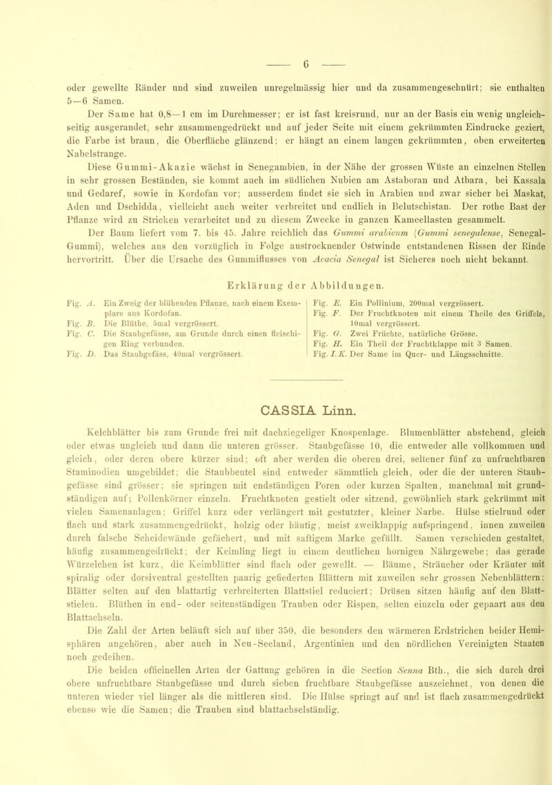oder gewellte Ränder und sind zuweilen unregelmässig hier und da zusammengeschnürt; sie enthalten 5—6 Samen. Der Same hat 0,8—1 cm im Durchmesser; er ist fast kreisrund, nur an der Basis ein wenig ungleich- seitig ausgerandet, sehr zusammengedrückt und auf jeder Seite mit einem gekrümmten Eindrücke geziert, die Farbe ist braun, die Oberfläche glänzend; er hängt an einem langen gekrümmten, oben erweiterten Nabelstrange. Diese Gummi-Akazie wächst in Senegambien, in der Nähe der grossen Wüste an einzelnen Stellen in sehr grossen Beständen, sie kommt auch im südlichen Nubien am Astaboran und Atbara, hei Kassala und Gedaref, sowie in Kordofan vor; ausserdem findet sie sich in Arabien und zwar sicher bei Maskat, Aden und Dschidda, vielleicht auch weiter verbreitet und endlich in Belutschistan. Der rothe Bast der Pflanze wird zu Stricken verarbeitet und zu diesem Zwecke in ganzen Kameellasten gesammelt. Der Baum liefert vom 7. bis 45. Jahre reichlich das Gummi arabicum (Gummi senegalense, Senegal- Gummi), welches aus den vorzüglich in Folge austrocknender Ostwinde entstandenen Rissen der Rinde hervortritt. Über die Ursache des Gummiflusses von Acacia Senegal ist Sicheres noch nicht bekannt. Erklärung der Fig. A. Ein Zweig der blühenden Pflanze, nach einem Exem- plare aus Kordofan. Fig. B. Die Blüthe, 5mal vergrössert. Fig. C. Die Staubgefässe, am Grunde durch einen fleischi- gen Ring verbunden. Fig. D. Das Staubgefäss, 40mal vergrössert. Abbildungen. Fig. E. Ein Pollinium, 200mal vergrössert. Fig. F. Der Fruchtknoten mit einem Theile des Griffels, lOmal vergrössert. Fig. G. Zwei Früchte, natürliche Grösse. Fig. H. Ein Theil der Fruchtklappe mit 3 Samen. Fig. I.K. Der Same im Quer- und Längsschnitte. CASSIA Linn. Kelchblätter bis zum Grunde frei mit dachziegeliger Knospenlage. Blumenblätter abstehend, gleich oder etwas ungleich und dann die unteren grösser. Staubgefässe 10, die entweder alle vollkommen und gleich, oder deren obere kürzer sind; oft aber werden die oberen drei, seltener fünf zu unfruchtbaren Staminodien nmgebildet; die Staubbeutel sind entweder sämmtlich gleich, oder die der unteren Staub- gefässe sind grösser; sie springen mit endständigen Poren oder kurzen Spalten, manchmal mit grund- ständigen auf; Pollenkörner einzeln. Fruchtknoten gestielt oder sitzend, gewöhnlich stark gekrümmt mit vielen Samenanlagen; Griffel kurz oder verlängert mit gestutzter, kleiner Narbe. Hülse stielrund oder flach und stark zusammengedrückt, holzig oder häutig, meist zweiklappig aufspringend, innen zuweilen durch falsche Scheidewände gefächert, und mit saftigem Marke gefüllt. Samen verschieden gestaltet, häufig zusammengedrückt; der Keimling liegt in einem deutlichen hornigen Nährgewebe; das gerade Würzelchen ist kurz, die Keimblätter sind flach oder gewellt. — Bäume, Sträucher oder Kräuter mit spiralig oder dorsiventral gestellten paarig gefiederten Blättern mit zuweilen sehr grossen Nebenblättern; Blätter selten auf den blattartig verbreiterten Blattstiel reduciert; Drüsen sitzen häufig auf den Blatt- stielen. Bliithen in end- oder seitenständigen Trauben oder Rispen, selten einzeln oder gepaart aus den Blattachseln. Die Zahl der Arten beläuft sich auf über 350, die besonders den wärmeren Erdstrichen beider Hemi- sphären angehören, aber auch in Neu-Seeland, Argentinien und den nördlichen Vereinigten Staaten noch gedeihen. Die beiden officineilen Arten der Gattung gehören in die Section Senna Bth., die sich durch drei obere unfruchtbare Staubgefässe und durch sieben fruchtbare Staubgefässe auszeichnet, von denen die unteren wieder viel länger als die mittleren sind. Die Hülse springt auf und ist flach zusammengedrückt ebenso wie die Samen; die Trauben sind blattachselständig.