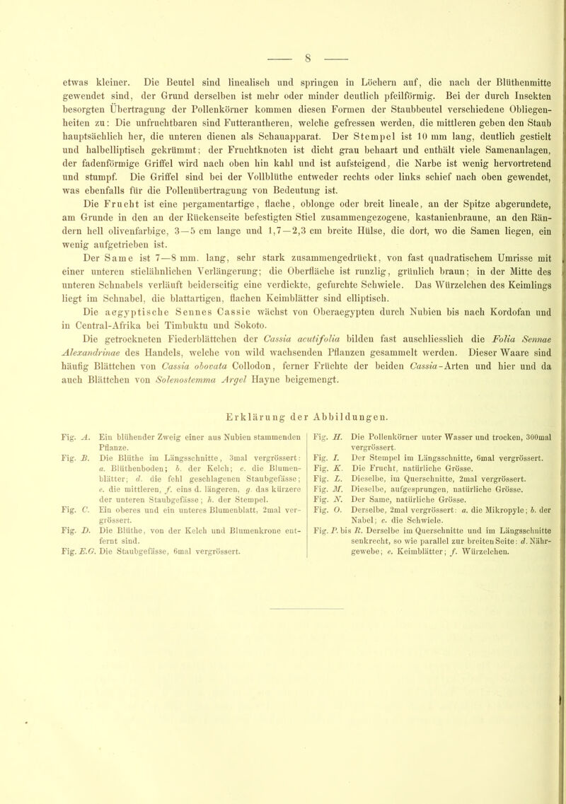 etwas kleiner. Die Beutel sind linealisch und springen in Löchern auf, die nach der Blüthenmitte gewendet sind, der Grund derselben ist mehr oder minder deutlich pfeilförmig. Bei der durch Insekten besorgten Übertragung der Pollenkömer kommen diesen Formen der Staubbeutel verschiedene Obliegen- heiten zu: Die unfruchtbaren sind Futterantheren, welche gefressen werden, die mittleren geben den Staub hauptsächlich her, die unteren dienen als Schauapparat. Der Stempel ist 10 mm lang, deutlich gestielt und halbelliptisch gekrümmt; der Fruchtknoten ist dicht grau behaart und enthält viele Samenanlagen, der fadenförmige Griffel wird nach oben hin kahl und ist aufsteigend, die Narbe ist wenig hervortretend und stumpf. Die Griffel sind bei der Vollblüthe entweder rechts oder links schief nach oben gewendet, was ebenfalls für die Pollenübertragung von Bedeutung ist. Die Frucht ist eine pergamentartige, flache, oblonge oder breit lineale, an der Spitze abgerundete, am Grunde in den an der Rückenseite befestigten Stiel zusammengezogene, kastanienbraune, an den Rän- dern hell olivenfarbige, 3—5 cm lange und 1,7—2,3 cm breite Hülse, die dort, wo die Samen liegen, ein wenig aufgetrieben ist. Der Same ist 7—8 mm. lang, sehr stark zusammengedrückt, von fast quadratischem Umrisse mit einer unteren stielähnlichen Verlängerung; die Oberfläche ist runzlig, grünlich braun; in der Mitte des unteren Schnabels verläuft beiderseitig eine verdickte, gefurchte Schwiele. Das Würzelchen des Keimlings liegt im Schnabel, die blattartigen, flachen Keimblätter sind elliptisch. Die aegyptische Sennes Cassie wächst von Oberaegypten durch Nubien bis nach Kordofan und in Central-Afrika bei Timbuktu und Sokoto. Die getrockneten Fiederblättchen der Cassia acutifolia bilden fast auschliesslich die Folia Sennae Alexandrinae des Handels, welche von wild wachsenden Pflanzen gesammelt werden. Dieser Waare sind häufig Blättchen von Cassia obovata Collodon, ferner Früchte der beiden Cassia-Arten und hier und da auch Blättchen von Solenostemma Argei Hayne beigemengt. Erklärung der Abbildungen. Fig. A. Ein blühender Zweig einer aus Nubien stammenden Pflanze. Fig. JB. Die Blüthe im Längsschnitte, 3mal vergrössert: a. Blüthenboden; b. der Kelch; c. die Blumen- blätter; d. die fehl geschlagenen Staubgefässe; e. die mittleren, /. eins d. längeren, g. das kürzere der unteren Staubgefässe; h. der Stempel. Fig. C. Ein oberes und ein unteres Blumenblatt, 2mal ver- grössert. Fig. D. Die Blüthe, von der Kelch und Blumenkrone ent- fernt sind. Fig. E.G. Die Staubgefässe, 6mal vergrössert. Fig. H. Die Pollenkörner unter Wasser und trocken, 300mal vergrössert. Fig. I. Der Stempel im Längsschnitte, 6mal vergrössert. Fig. K. Die Frucht, natürliche Grösse. Fig. L. Dieselbe, im Querschnitte, 2mal vergrössert. Fig. M. Dieselbe, aufgesprungen, natürliche Grösse. Fig. N. Der Same, natürliche Grösse. Fig. O. Derselbe, 2mal vergrössert: a. die Mikropyle; b. der Nabel; c. die Schwiele. Fig. P. bis R. Derselbe im Querschnitte und im Längsschnitte senkrecht, so wie parallel zur breiten Seite: d. Nähr- gewebe; e. Keimblätter; /. Würzelchen.