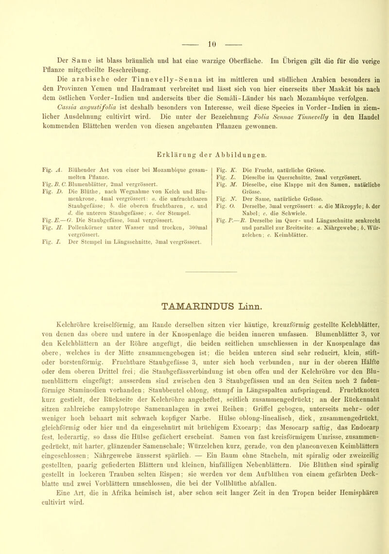 Der Same ist blass bräunlich und hat eine warzige Oberfläche. Im Übrigen gilt die für die vorige Pflanze mitgetheilte Beschreibung. Die arabische oder Tinnevelly-Senna ist im mittleren und südlichen Arabien besonders in den Provinzen Yemen und Hadramaut verbreitet und lässt sich von hier einerseits über Maskat bis nach dem östlichen Vorder-Indien und anderseits über die Somali-Länder bis nach Mozambique verfolgen. Cassia angustifolia ist deshalb besonders von Interesse, weil diese Species in Vorder-Indien in ziem- licher Ausdehnung cultivirt wird. Die unter der Bezeichnung Folia Sennae Tinnevelly in den Handel kommenden Blättchen werden von diesen angebauten Pflanzen gewonnen. Erklärung der Abbildungen. Fig. A. Blühender Ast von einer bei Mozambique gesam- melten Pflanze. Fig. B. C. Blumenblätter, 2mal vergrössert. Fig. jD. Die Blüthe, nach Wegnahme von Kelch und Blu- menkrone, 4mal vergrössert: a. die unfruchtbaren Staubgefässe; b. die oberen fruchtbaren, c. und d. die unteren Staubgefässe; e. der Stempel. Fig.Ä—G. Die Staubgefässe, 5mal vergrössert. Fig. H. Pollenkörner unter Wasser und trocken, 300mal vergrössert. Fig. I. Der Stempel im Längsschnitte, 3mal vergrössert. Fig. K. Die Frucht, natürliche Grösse. Fig. L. Dieselbe im Querschnitte, 2mal vergrössert. Fig. M. Dieselbe, eine Klappe mit den Samen, natürliche Grösse. Fig. N. Der Same, natürliche Grösse. Fig. O. Derselbe, 3mal vergrössert: a. die Mikropyle; b. der Nabel; c. die Schwiele. Fig.P.—R. Derselbe im Quer- und Längsschnitte senkrecht und parallel zur Breitseite: «. Nährgewebe; b. Wür- zelchen; c. Keimblätter. TAMARINDUS Linn. Kelchröhre kreiselförmig, am Rande derselben sitzen vier häutige, kreuzförmig gestellte Kelchblätter, von denen das obere und untere in der Knospenlage die beiden inneren umfassen. Blumenblätter 3, vor den Kelchblättern an der Röhre angefügt, die beiden seitlichen umschliessen in der Knospenlage das obere, welches in der Mitte zusammengebogen ist; die beiden unteren sind sehr reducirt, klein, stift- oder borstenförmig. Fruchtbare Staubgefässe 3, unter sich hoch verbunden, nur in der oberen Hälfte oder dem oberen Drittel frei; die Staubgefässverbindung ist oben offen und der Kelchröhre vor den Blu- menblättern eingefügt; ausserdem sind zwischen den 3 Staubgefässen und an den Seiten noch 2 faden- förmige Staminodien vorhanden; Staubbeutel oblong, stumpf in Längsspalten aufspringend. Fruchtknoten kurz gestielt, der Rückseite der Kelchröhre angeheftet, seitlich zusammengedrückt; an der Rückennaht sitzen zahlreiche campylotrope Samenanlagen in zwei Reihen; Gritfel gebogen, unterseits mehr- oder weniger hoch behaart mit schwach kopfiger Narbe. Hülse oblong-linealisch, dick, zusammengedrückt, gleichförmig oder hier und da eingeschnürt mit brüchigem Exocarp; das Mesocarp saftig, das Endocarp fest, lederartig, so dass die Hülse gefächert erscheint. Samen von fast kreisförmigem Umrisse, zusammen- gedrückt, mit harter, glänzender Samenschale; Würzelchen kurz, gerade, von den planconvexen Keimblättern eingeschlossen; Nährgewebe äusserst spärlich. — Ein Baum ohne Stacheln, mit spiralig oder zweizeilig gestellten, paarig gefiederten Blättern und kleinen, hinfälligen Nebenblättern. Die Blüthen sind spiralig gestellt in lockeren Trauben selten Rispen; sie werden vor dem Aufblühen von einem gefärbten Deck- blatte und zwei Vorblättern umschlossen, die bei der Vollblüthe abfallen. Eine Art, die in Afrika heimisch ist, aber schon seit langer Zeit in den Tropen beider Hemisphären cultivirt wird.