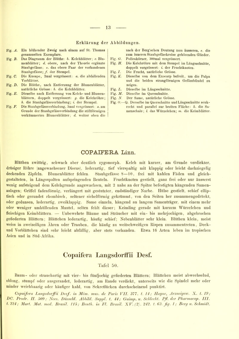 Erklärung der Fig. A. Ein blühender Zweig nach einem auf St. Thomas gesammelten Exemplare. Fig. B. Das Diagramm der Blüthe: b. Kelchblätter; c. Blu- menblätter; d. obere, nach der Theorie ergänzte Staubgefässe; e. das obere Paar der vorhandenen Staubgefässe; /. der Stempel. Fig. C. Die Knospe, 2mal vergrössert: a. die abfallenden Yorblätter. Fig. D. Die Blüthe, nach Entfernung der Blumenblätter, natürliche Grösse: b. die Kelchblätter. Fig. jE. Dieselbe nach Entfernung von Kelch- und Blumen- blättern, doppelt vergrössert: g. die Kelchröhre; h. die Staubgefässverbindung; i. der Stempel. Fig. F. Die Staubgefässverbindung, 3mal vergrössert: a. am Grunde der Staubgefässverbindung die stiftförmigen verkümmerten Blumenblätter; d. weiter oben die Abbildungen. nach der Berg’schen Deutung zum äusseren, e. die zum inneren Staubgefässkreise gehörenden Glieder. Fig. G. Pollenkörner, 300mal vergrössert. Fig. H. Die Kelchröhre mit dem Stempel im Längsschnitte, doppelt vergrössert: i. der Fruchtknoten. Fig. I. Die Frucht, natürliche Grösse. Fig. K. Dieselbe von dem Exoearp befreit, um die Pulpa und die beiden strangförmigen Gefässbündel zu zeigen. Fig. L. Dieselbe im Längsschnitte. Fig. M. Dieselbe im Querschnitte. Fig. N. Der Same, natürliche Grösse. Fig. O.—Q. Derselbe im Querschnitte und Längsschnitte senk- recht und parallel zur breiten Fläche: k. die Sa- menschale; l. das Würzelchen; m. die Keimblätter. COPAIFERA Linn. Blüthen zwittrig, schwach aber deutlich zygomorph. Kelch mit kurzer, am Grunde verdickter, drüsiger Röhre (angewachsener Discus), lederartig, tief vierspaltig mit klappig oder leicht dachziegelig deckenden Zipfeln. Blumenblätter fehlen. Staubgefässe 8—10, frei mit kahlen Fäden und gleich- gestalteten, in Längsspalten aufspringenden Beuteln. Fruchtknoten gestielt, ganz frei oder nur äusserst wenig aufsteigend dem Kelchgrunde angewachsen, mit 2 nahe an der Spitze befestigten hängenden Samen- anlagen; Griffel fadenförmig, verlängert mit gestutzter, endständiger Narbe. Hülse gestielt, schief ellip- tisch oder gerundet rhombisch, seltener sichelförmig gekrümmt, von den Seiten her zusammengedrückt, oder gedunsen, lederartig, zweiklappig. Same einzeln, hängend an langem Samenträger, mit einem mehr oder weniger umhüllenden Mantel, selten fehlt dieser; Keimling gerade mit kurzem Würzelchen und fleischigen Keimblättern. — Unbewehrte Bäume und Sträucher mit ein- bis mehrwöchigen, abgebrochen gefiederten Blättern; Blättchen lederartig, häufig schief; Nebenblätter sehr klein. Blüthen klein, meist weiss in zweizeiligen Ähren oder Trauben, die häufig zu weitschweifigen Rispen zusammentreten, Deck- und Vorblättchen sind sehr leicht abfällig, aber stets vorhanden. Etwa 16 Arten leben im tropischen Asien und in Süd-Afrika. Copaifera Langsdorffii Desf. Tafel 50. Baum- oder strauchartig mit vier- bis fünfjochig gefiederten Blättern; Blättchen meist abwechselnd, oblong, stumpf oder ausgerandet, lederartig, am Rande verdickt, unterseits wie die Spindel mehr oder minder weichhaarig oder häufiger kahl, von Sekretlücken durchscheinend punktirt. Copaifera Langsdorffii Desf. in Mem. mus. de Paris VII. 377. t. 14; Hayne, Arzneigew. X. t. 19; DC. Prodr. II. 509; Nees. Düsseid. Abbild. Suppl. t. 44; Guimp. u. Schlecht. Pfl. der Pharmacop. III.
