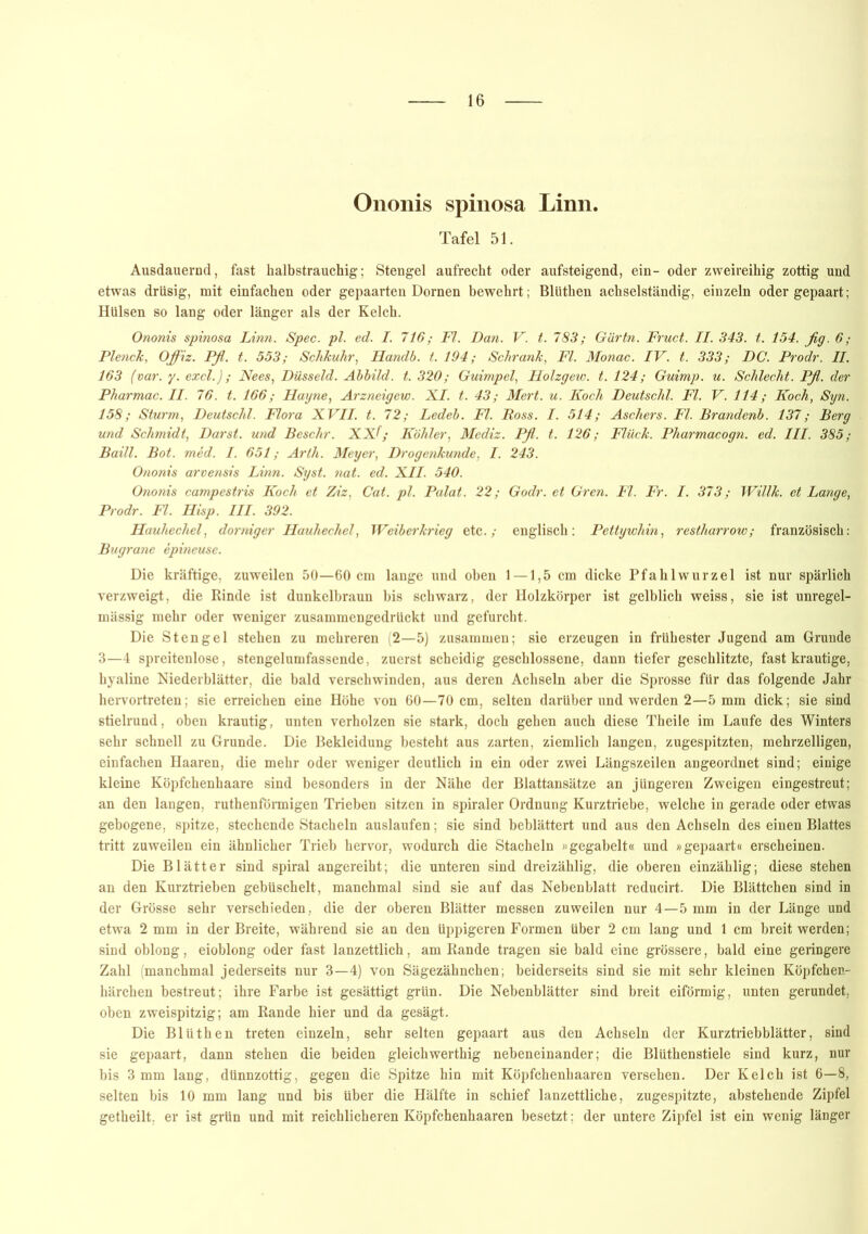 Ononis spinosa Linn. Tafel 51. Ausdauernd, fast halbstrauchig; Stengel aufrecht oder aufsteigend, ein- oder zweireihig zottig und etwas drüsig, mit einfachen oder gepaarten Dornen bewehrt; Blüthen achselständig, einzeln oder gepaart; Hülsen so lang oder länger als der Kelch. Ononis spinosa Linn. Spec. pl. ed. I. 716; Fl. Dan. V. t. 783; Gärtn. Fruct. II. 343. t. 154. fig. 6; Plenck, Offiz. Pfl. t. 553; Schkuhr, Handb. t. 194; Schrank, Fl. Monac. IV. t. 333; DC. Prodr. II. 163 (var. y. excl.); Nees, Düsseid. Abbild, t. 320; Guimpel, Holzgew. t. 124; Guimp. u. Schlecht. Pß. der Pharmac. II. 76. t. 166; Harjne, Arzneigew. XI. t. 43; Mert. u. Koch Deutschi. Fl. V. 114; Koch, Syn. 158; Sturm, Deutschi. Flora XVII. t. 72; Ledeb. Fl. Poss. I. 514; Aschers. Fl. Brandenb. 137; Berg und Schmidt, Darst. und Beschr. XXf; Köhler, Mediz. Pfl. t. 126; Flück. Pharmacogn. ed. III. 385; Baill. Bot. med. I. 651; Arth. Meyer, Drogenkunde, I. 243. Ononis arvensis Linn. Syst. nat. ed. XII. 540. Ononis campestris Koch et Ziz, Cat. pl. Palat. 22; Godr. et Gren. Fl. Fr. I. 373; Willk. et Lange, Prodr. Fl. Hisp. III. 392. Hauhechel, dorniger Hauhechel, Weiberkrieg etc./ englisch: Pettywhin, restharrow; französisch: Bugrane epineuse. Die kräftige, zuweilen 50—60 cm lange und oben 1 — 1,5 cm dicke Pfahlwurzel ist nur spärlich verzweigt, die Rinde ist dunkelbraun bis schwarz, der Holzkörper ist gelblich weiss, sie ist unregel- mässig mehr oder weniger zusammengedrückt und gefurcht. Die Stengel stehen zu mehreren ;2—5) zusammen; sie erzeugen in frühester Jugend am Grunde 3—4 spreitenlose, stengelumfassende, zuerst scheidig geschlossene, dann tiefer geschlitzte, fast krautige, hyaline Niederblätter, die bald verschwinden, aus deren Achseln aber die Sprosse für das folgende Jahr hervortreten; sie erreichen eine Höhe von 60—70 cm, selten darüber und werden 2—5 mm dick; sie sind stielrund, oben krautig, unten verholzen sie stark, doch gehen auch diese Theile im Laufe des Winters sehr schnell zu Grunde. Die Bekleidung besteht aus zarten, ziemlich langen, zugespitzten, mehrzelligen, einfachen Haaren, die mehr oder weniger deutlich in ein oder zwei Längszeilen angeordnet sind; einige kleine Köpfchenhaare sind besonders in der Nähe der Blattansätze an jüngeren Zweigen eingestreut; an den langen, ruthenförmigen Trieben sitzen in spiraler Ordnung Kurztriebe, welche in gerade oder etwas gebogene, spitze, stechende Stacheln auslaufen; sie sind beblättert und aus den Achseln des einen Blattes tritt zuweilen ein ähnlicher Trieb hervor, wodurch die Stacheln «gegabelt« und «gepaart« erscheinen. Die Blätter sind spiral angereiht; die unteren sind dreizählig, die oberen einzählig; diese stehen an den Kurztrieben gebüschelt, manchmal sind sie auf das Nebenblatt reducirt. Die Blättchen sind in der Grösse sehr verschieden, die der oberen Blätter messen zuweilen nur 4—5 mm in der Länge und etwa 2 mm in der Breite, während sie an den üppigeren Formen über 2 cm lang und 1 cm breit werden; sind oblong, eioblong oder fast lanzettlich, am Rande tragen sie bald eine grössere, bald eine geringere Zahl (manchmal jederseits nur 3—4) von Sägezähnchen; beiderseits sind sie mit sehr kleinen Köpfchen- härchen bestreut; ihre Farbe ist gesättigt grün. Die Nebenblätter sind breit eiförmig, unten gerundet, oben zweispitzig; am Rande hier und da gesägt. Die Blüthen treten einzeln, sehr selten gepaart aus den Achseln der Kurztriebblätter, sind sie gepaart, dann stehen die beiden gleichwerthig nebeneinander; die Blüthenstiele sind kurz, nur bis 3 mm lang, dtinnzottig, gegen die Spitze hin mit Köpfchenhaaren versehen. Der Kelch ist 6—8, selten bis 10 mm lang und bis über die Hälfte in schief lanzettliche, zugespitzte, abstehende Zipfel getheilt, er ist grün und mit reichlicheren Köpfchenhaaren besetzt; der untere Zipfel ist ein wenig länger