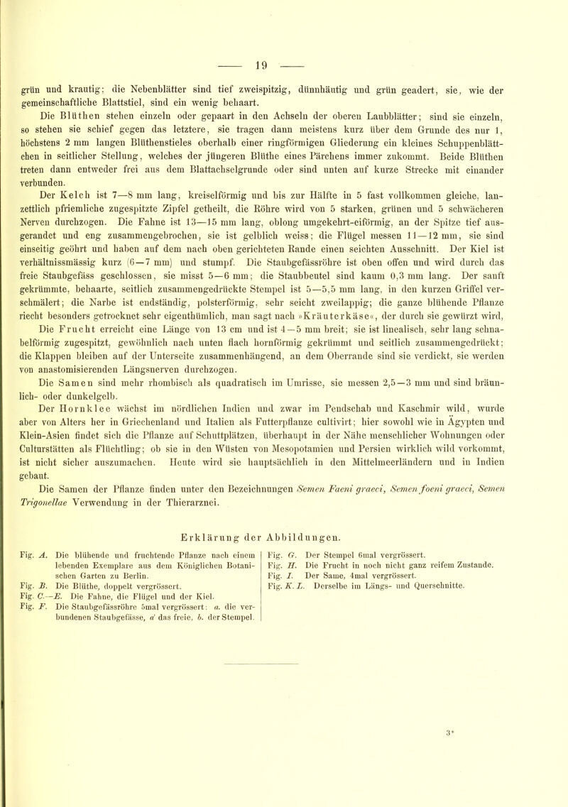 grün und krautig; die Nebenblätter sind tief zweispitzig, dünnhäutig und grün geadert, sie, wie der gemeinschaftliche Blattstiel, sind ein wenig behaart. Die Blüthen stehen einzeln oder gepaart in den Achseln der oberen Laubblätter; sind sie einzeln, so stehen sie schief gegen das letztere, sie tragen dann meistens kurz über dem Grunde des nur 1, höchstens 2 mm langen Blüthenstieles oberhalb einer ringförmigen Gliederung ein kleines Schuppenblätt- chen in seitlicher Stellung, welches der jüngeren Blüthe eines Pärchens immer zukommt. Beide Blüthen treten dann entweder frei aus dem Blattachselgrunde oder sind unten auf kurze Strecke mit einander verbunden. Der Kelch ist 7—8 mm lang, kreiselförmig und bis zur Hälfte in 5 fast vollkommen gleiche, lan- zettlich pfriemliche zugespitzte Zipfel getheilt, die Röhre wird von 5 starken, grünen und 5 schwächeren Nerven durchzogen. Die Fahne ist 13—15 mm lang, oblong umgekehrt-eiförmig, an der Spitze tief aus- gerandet und eng zusammengebrochen, sie ist gelblich weiss; die Flügel messen 11—12 mm, sie sind einseitig geöhrt und haben auf dem nach oben gerichteten Rande einen seichten Ausschnitt. Der Kiel ist verhältnissmässig kurz (6 — 7 mm) und stumpf. Die Staubgefässröhre ist oben offen und wird durch das freie Staubgefäss geschlossen, sie misst 5—6 mm; die Staubbeutel sind kaum 0,3 mm lang. Der sanft gekrümmte, behaarte, seitlich zusammengedrückte Stempel ist 5—5,5 mm lang, in den kurzen Griffel ver- schmälert; die Narbe ist endständig, polsterförmig, sehr seicht zweilappig; die ganze blühende Pflanze riecht besonders getrocknet sehr eigenthümlich, man sagt nach »Kräuterkäse«, der durch sie gewürzt wird, Die Frucht erreicht eine Länge von 13 cm und ist 4 — 5 mm breit; sie ist linealisch, sehr lang schna- belförmig zugespitzt, gewöhnlich nach unten flach hornförmig gekrümmt und seitlich zusammengedrückt; die Klappen bleiben auf der Unterseite zusammenhängend, an dem Oberrande sind sie verdickt, sie werden von anastomisierenden Längsnerven durchzogen. Die Samen sind mehr rhombisch als quadratisch im Umrisse, sie messen 2,5—3 mm und sind bräun- lich- oder dunkelgelb. Der Hornklee wächst im nördlichen Indien und zwar im Pendschab und Kaschmir wild, wurde aber von Alters her in Griechenland und Italien als Futterpflanze cultivirt; hier sowohl wie in Ägypten und Klein-Asien findet sich die Pflanze auf Schuttplätzen, überhaupt in der Nähe menschlicher Wohnungen oder Culturstätten als Flüchtling; ob sie in den Wüsten von Mesopotamien und Persien wirklich wild vorkommt, ist nicht sicher auszumachen. Heute wird sie hauptsächlich in den Mittelmeerländern und in Indien gebaut. Die Samen der Pflanze finden unter den Bezeichnungen Semen Faeni graeci, Semen foeni graeci, Semen Trigonellae Verwendung in der Thierarznei. Erklärung der Abbildungen. Fig. A. Die blähende und fruchtende Pflanze nach einem lebenden Exemplare aus dem Königlichen Botani- schen Garten zu Berlin. Fig. B. Die Blüthe, doppelt vergrössert. Fig. C.—E. Die Fahne, die Flügel und der Kiel. Fig. F. Die Staubgefässröhre 5mal vergrössert: a. die ver- bundenen Staubgefässe, a' das freie, b. der Stempel. Fig. G. Der Stempel 6mal vergrössert. Fig. H. Die Frucht in noch nicht ganz reifem Zustande. Fig. I. Der Same, 4mal vergrössert. Fig. K. L. Derselbe im Längs- und Querschnitte.