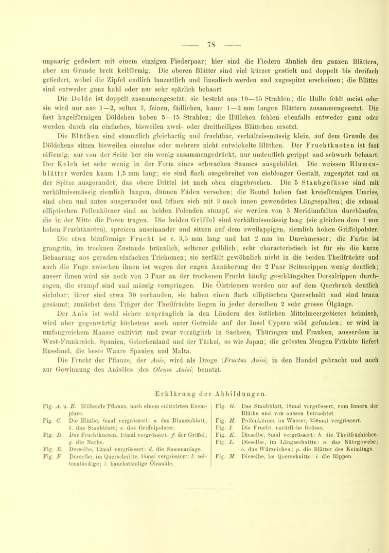 unpaarig gefiedert mit einem einzigen Fiederpaar; hier sind die Fiedern ähnlich den ganzen Blättern, aber am Grunde breit keilförmig. Die oberen Blätter sind viel kürzer gestielt und doppelt bis dreifach gefiedert, wobei die Zipfel endlich lanzettlich und linealisch werden und zugespitzt erscheinen; die Blätter sind entweder ganz kahl oder nur sehr spärlich behaart. Die Dolde ist doppelt zusammengesetzt; sie besteht aus 10—15 Strahlen; die Hülle fehlt meist oder sie wird nur aus 1—2, selten 3, feinen, fädlichen, kaum 1—2 mm langen Blättern zusammengesetzt. Die fast kugelförmigen Döldchen haben 5—15 Strahlen; die Hüllchen fehlen ebenfalls entweder ganz oder werden durch ein einfaches, bisweilen zwei- oder dreitheiliges Blättchen ersetzt. Die Blüthen sind sämmtlich gleichartig und fruchtbar, verhältnissmässig klein, auf dem Grunde des Döldchens sitzen bisweilen einzelne oder mehrere nicht entwickelte Blüthen. Der Fruchtknoten ist fast eiförmig, nur von der Seite her ein wenig zusammengedruckt, nur undeutlich gerippt und schwach behaart. Der Kelch ist sehr wenig in der Form eines schwachen Saumes ausgebildet. Die weissen Blumen- blätter werden kaum 1,5 mm lang; sie sind flach ausgebreitet von eioblonger Gestalt, zugespitzt und an der Spitze ausgerandet; das obere Drittel ist nach oben eingebrochen. Die 5 Staubgefässe sind mit verhältnissmässig ziemlich langen, dünnen Fäden versehen; die Beutel haben fast kreisförmigen Umriss, sind oben und unten ausgerandet und öffnen sich mit 2 nach innen gewendeten Längsspalten; die schmal elliptischen Pollenkörner sind an beiden Polenden stumpf, sie werden von 3 Meridianfalten durchlaufen, die in der Mitte die Poren tragen. Die beiden Griffel sind verhältnissmässig lang (sie gleichen dem 1 mm hohen Fruchtknoten), spreizen auseinander und sitzen auf dem zweilappigen, ziemlich hohen Griflfelpolster. Die etwa bimförmige Frucht ist c. 3,5 mm lang und hat 2 mm im Durchmesser; die Farbe ist graugrün, im trocknen Zustande bräunlich, seltener gelblich; sehr characteristisch ist für sie die kurze Behaarung aus geraden einfachen Trichomen; sie zerfällt gewöhnlich nicht in die beiden Theilfrüchte und auch die Fuge zwischen ihnen ist wegen der engen Annäherung der 2 Paar Seitenrippen wenig deutlich; ausser ihnen wird sie noch von 3 Paar an der trockenen Frucht häufig geschlängelten Dorsalrippen durch- zogen, die stumpf sind und mässig vorspringen. Die Ölstriemen werden nur auf dem Querbruch deutlich sichtbar; ihrer sind etwa 30 vorhanden, sie haben einen flach elliptischen Querschnitt und sind braun gesäumt; zunächst dem Träger der Theilfrüchte liegen in jeder derselben 2 sehr grosse Ölgänge. Der Anis ist wohl sicher ursprünglich in den Ländern des östlichen Mittelmeergebietes heimisch, wird aber gegenwärtig höchstens noch unter Getreide auf der Insel Cypern wild gefunden; er wird in umfangreichem Maasse cultivirt und zwar vorzüglich in Sachsen, Thüringen und Franken, ausserdem in West-Frankreich, Spanien, Griechenland und der Türkei, so wie Japan; die grössten Mengen Früchte liefert Russland, die beste Waare Spanien und Malta. Die Frucht der Pflanze, der Anis, wird als Droge (Fructus Anisi) in den Handel gebracht und auch zur Gewinnung des Anisöles (des Oleum Anisi) benutzt. Erklärung der Abbildungen. Fig. A. u. B. Blühende Pflanze, nach einem cultivirten Exem- plare. Fig. C. Die Blüthe, 6mal vergrössert: a. das Blumenblatt; h. das Staubblatt; e. das Griffelpolster. Fig. D. Der Fruchtknoten, lOmal vergrössert:/. der Griffel; g. die Narbe. Fig. JE. Derselbe, 12mal vergrössert: d. die Samenanlage. Fig. F. Derselbe, im Querschnitte, 16mal vergrössort: k. sei- tenständige; l. bauchständige Ölcanäle. Fig. G. Das Staubblatt, 18mal vergrössert, vom Innern der Blüthe und von aussen betrachtet. Fig. H. Pollenkörner im Wasser, 250mal vergrössert. Fig. I. Die Frucht, natürliche Grösse. Fig. K. Dieselbe, 8mal vergrössert: h. die Theilfrüchtchen. Fig. L. Dieselbe, im Längsschnitte: n. das Nährgewebe; o. das Würzelcheu; p. die Blätter des Keimlings. Fig. M. Dieselbe, im Querschnitte: i. die Rippen.