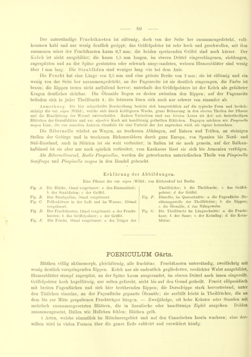 Der unterständige Fruchtknoten ist eiförmig, doch von der Seite her zusammengedrückt, voll- kommen kahl und nur wenig deutlich gerippt; das Griffelpolster ist sehr hoch und geschwollen, mit ihm zusammen misst der Fruchtknoten kaum 0,7 mm; die beiden spreizenden Griffel sind noch kürzer. Der Kelch ist nicht ausgebildet; die kaum 1,5 mm langen, im oberen Drittel eingeschlagenen, eioblongen, zugespitzten und an der Spitze gestutzten oder schwach ausgerandeten, weissen Blumenblätter sind wenig Uber 1 mm lang. Die Staubfäden sind weniger lang wie bei dem Anis. Die Frucht hat eine Länge von 2,5 mm und eine grösste Breite von 2 mm; sie ist eiförmig und ein wenig von der Seite her zusammengedrückt, an der Fugenseite ist sie deutlich eingezogen, die Farbe ist braun; die Rippen treten nicht auffallend hervor; unterhalb des Griflfelpolsters ist der Kelch als gefalteter Kragen deutlicher sichtbar. Die Ölcanäle liegen zu dreien zwischen den Rippen; auf der Fugenseite befinden sich in jeder Theilfrucht 4 ; die letzteren lösen sich auch nur schwer von einander ab. Anmerkung. Die hier mitgetheilte Beschreibung bezieht sich hauptsächlich auf die typische Form und berück- sichtigt die var. nigra (Willd.), welche sich durch kräftigeren Wuchs, graue Behaarung in den oberen Theilen der Pflanze und die Blaufärbung der Wurzel unterscheidet. Andere Varietäten sind var. hircina (Leers als Art) mit fiedertheiligen Blättchen der Grundblätter und var. alpestris Koch mit handförmig getheilten Blättchen. Dagegen möchten wir Pimpinella magna Linn., die von manchen Autoren ebenfalls für eine Varietät der Art angesehen wird, als eigene betrachten. Die Bibernelle wächst an Wegen, an trockenen Abhängen, auf Rainen und Triften, an steinigen Stellen der Gebirge und in trockenen Birkenwäldern durch ganz Europa, von Spanien bis Nord- und Süd-Russland, auch in Sibirien ist sie weit verbreitet; in Italien ist sie noch gemein, auf der Balkan- halbinsel ist sie aber nur noch spärlich verbreitet; vom Kaukasus lässt sie sich bis Armenien verfolgen. Als Bibemelliourzel, Radix Pimpmellae, werden die getrockneten unterirdischen Theile von Pimpinella Saxifraga und Pimpinella magna in den Handel gebracht. Erklärung der Abbildungen. Eine Pflanze der var. nigra (Willd.) von Rüdersdorf bei Berlin. Fig. A. Die Blüthe, 12mal vergrössert: a. das Blumenblatt; b. der Staubfaden; c. der Griffel. Fig. B. Das Staubgefäss, 30mal vergrössert. Fig. C. Pollenkörner in der Luft und im Wasser, 250mal vergrössert. Fig. D. Der Fruchtknoten, 12mal vergrössert: a. der Frucht- knoten; b. das Griffelpolster; c. der Griffel. Fig. E. Die Frucht, lOmal vergrössert: a. der Träger der Theilfrüchte; b. die Theilfrucht; c. das Griffel- polster; d. der Griffel. Fig. F. Dieselbe, im Querschnitte: a. die Fugenfläche (Be- rührungsstelle der Theilfrüchte); b. die Rippen; c. die Ölcanäle; d. das Nährgewebe. Fig. G. Die Theilfrucht im Längsschnitte: a. die Frucht- haut; b. der Same; c. der Keimling; d. die Keim- blätter. FOENICULUM Gärtn. Blüthen völlig aktinomorph, gleichförmig, alle fruchtbar. Fruchtknoten unterständig, zweifächrig mit wenig deutlich vorspringenden Rippen. Kelch nur als undeutlich gegliederter, verdickter Wulst ausgebildet, Blumenblätter stumpf zugespitzt, an der Spitze kaum ausgerandet, im oberen Drittel nach innen eingerollt. Griffelpolster hoch kegelförmig, nur selten gefurcht, nicht bis auf den Grund getheilt. Frucht ellipsoidisch mit breiten Fugenflächen und sich hier berührenden Rippen; die Dorsalrippe stark hervortretend, unter den Thälchen einzelne, an der Fugenfläche gepaarte Ölcanäle; sie zerfällt leicht in Theilfrüchte, die an dem bis zur Mitte gespaltenen Fruchtträger hängen. — Zweijährige, oft hohe Kräuter oder Stauden mit mehrfach zusammengesetzten Blättern, die in linealische oder haarförmige Zipfel ausgehen. Dolden zusammengesetzt, Hüllen wie Hüllchen fehlen; Blüthen gelb. 4 Arten, welche sämmtlich im Mittelmeergebiet und auf den Canarischen Inseln wachsen; eine der- selben wird in vielen Formen über die ganze Erde cultivirt und verwildert häufig.