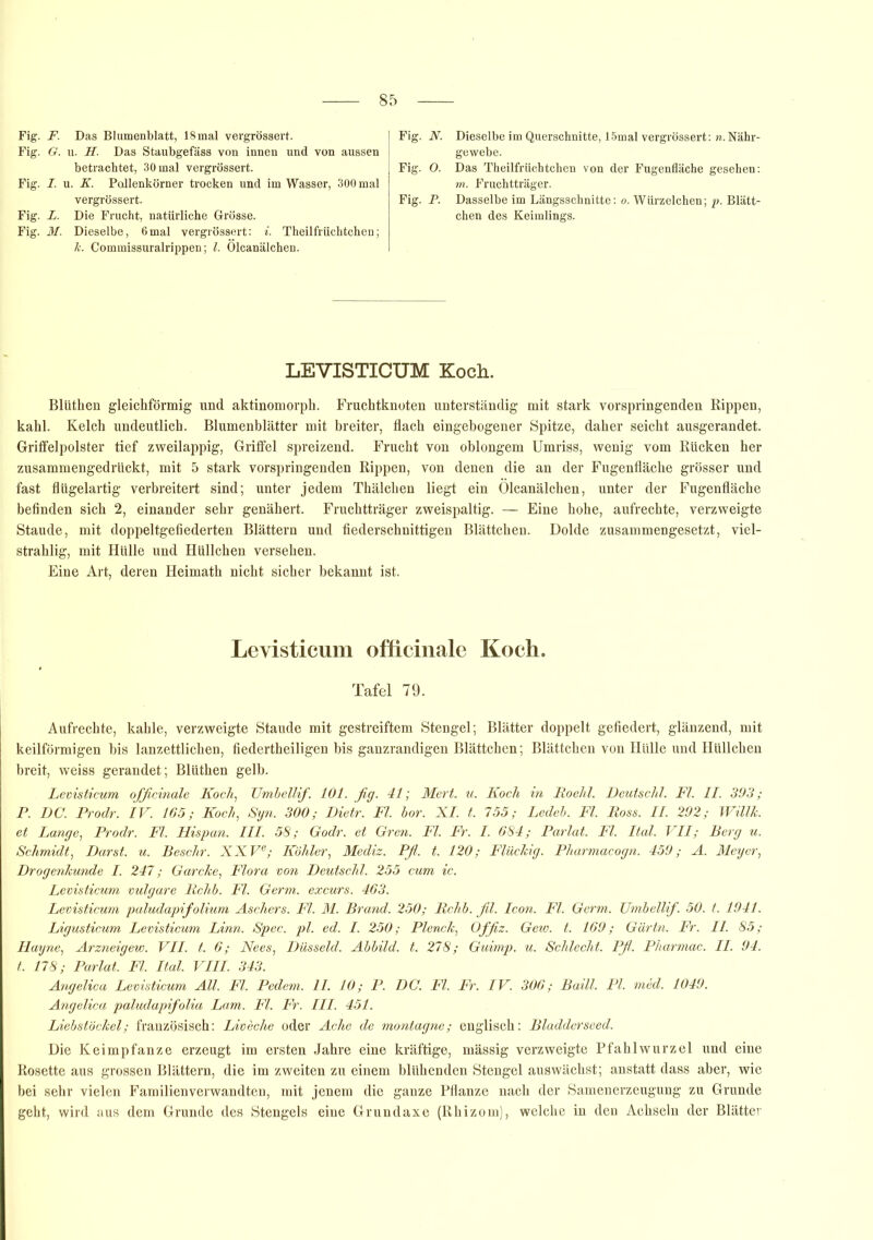 Fig. F. Das Blumenblatt, 18mal vergrössert. Fig. G. u. II. Das Staubgefäss von innen und von aussen betrachtet, 30 mal vergrössert. Fig. I. u. K. Pallenkörner trocken und im Wasser, 300 mal vergrössert. Fig. L. Die Frucht, natürliche Grösse. Fig. M. Dieselbe, 6mal vergrössert: i. Theilfrüchtchen; ä. Commissuralrippen; l. Olcanälchen. Fig. N. Dieselbe im Querschnitte, 15mal vergrössert: n.Nähr- gewebe. Fig. O. Das Theilfrüchtchen von der Fugenfläche gesehen: m. Fruchtträger. Fig. P. Dasselbe im Längsschnitte: o. Würzselchen; p. Blätt- chen des Keimlings. LEVISTICUM Koch. Blüthen gleichförmig und aktinomorph. Fruchtknoten unterständig mit stark vorspringenden Rippen, kahl. Kelch undeutlich. Blumenblätter mit breiter, flach eingebogener Spitze, daher seicht ausgerandet. Griffelpolster tief zweilappig, Griffel spreizend. Frucht von oblongem Umriss, wenig vom Rücken her zusammengedrückt, mit 5 stark vorspringenden Rippen, von denen die an der Fugenfläche grösser und fast flügelartig verbreitert sind; unter jedem Thälchen liegt ein Olcanälchen, unter der Fugenfläche befinden sich 2, einander sehr genähert. Fruchtträger zweispaltig. — Eine hohe, aufrechte, verzweigte Staude, mit doppeltgefiederten Blättern und fiederschnittigen Blättchen. Dolde zusammengesetzt, viel- strahlig, mit Hülle und Hüllchen versehen. Eine Art, deren Heimath nicht sicher bekannt ist. Levisticum officinale Koch. Tafel 79. Aufrechte, kahle, verzweigte Staude mit gestreiftem Stengel; Blätter doppelt gefiedert, glänzend, mit keilförmigen bis lanzettlichen, fiedertheiligen bis ganzrandigen Blättchen; Blättchen von Hülle und Hüllchen breit, weiss gerandet; Blüthen gelb. Levisticum officinale Koch, Umbellif. 101. fig. 41; Mert. u. Koch in Roelil. Deutschi. Fl. II. 393; P. DC. Prodr. IV. 165; Koch, Syn. 300; Dietr. Fl. hör. XI. t. 755; Ledeb. Fl. Ross. II. 292; Willk. et Lange, Prodr. Fl. Hispan. III. 58; Godr. et Gren. Fl. Fr. I. 684; Par lat. Fl. Ital. VII; Berg u. Schmidt, Darst. u. Beschr. XXVe; Köhler, Mediz. Pfi. t. 120; Flüchig. Pharmacogn. 459; A. Meyer, Drogenkunde I. 247; Garcke, Flora von Deutschi. 255 cum ic. Levisticum vulgare Rchb. Fl. Germ, excurs. 463. Levisticum paludapifolium Aschers. Fl. M. Brand. 250; Rchb. fil. Icon. Fl. Germ. TJmbellif. 50. t. 1941. Ligusticum Levisticum Linn. Spec. pl. ed. I. 250; Plenck, Offiz. Gew. t. 169; Gärtn. Fr. II. 85; Hayne, Arzneigew. VII. t. 6; Ne es, Düsseid. Abbild, t. 278; Guimp. u. Schlecht. Pfi. Pharmac. II. 94. t. 178; Parlat. Fl. Ital. VIII. 343. Angelica Levisticum All. Fl. Pedem. II. 10; P. DC. Fl. Fr. IV. 306; Baill. Pl. med. 1049. Angelica paludapifolia Lam. Fl. Fr. III. 451. Liebstöckel; französisch: Liveche oder Ache de montagne; englisch: Bladderseed. Die Keimpfanze erzeugt im ersten Jahre eine kräftige, massig verzweigte Pfahlwurzel und eine Rosette aus grossen Blättern, die im zweiten zu einem blühenden Stengel auswächst; anstatt dass aber, wie bei sehr vielen Familienverwandten, mit jenem die ganze Pflanze nach der Samenerzeugung zu Grunde geht, wird aus dem Grunde des Stengels eine Grundaxe (Rhizom), welche in den Achseln der Blätter