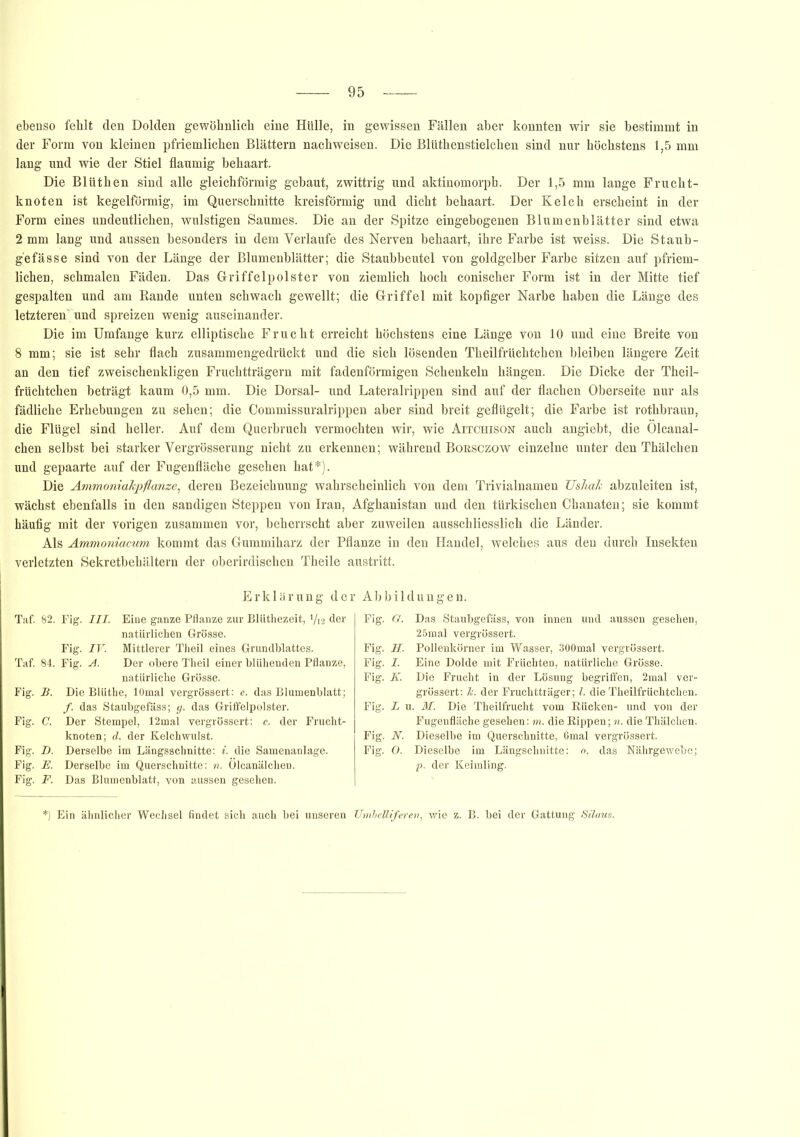 ebenso fehlt den Dolden gewöhnlich eine Hülle, in gewissen Fällen aber konnten wir sie bestimmt in der Form von kleinen pfriemlicken Blättern nachweisen. Die Blüthenstielchen sind nur höchstens 1,5 mm lang und wie der Stiel flaumig behaart. Die Blüthen sind alle gleichförmig gebaut, zwittrig und aktinomorph. Der 1,5 mm lange Frucht- knoten ist kegelförmig, im Querschnitte kreisförmig und dicht behaart. Der Kelch erscheint in der Form eines undeutlichen, wulstigen Saumes. Die an der Spitze eingebogenen Blumenblätter sind etwa 2 mm lang und aussen besonders in dem Verlaufe des Nerven behaart, ihre Farbe ist weiss. Die Staub- gefässe sind von der Länge der Blumenblätter; die Staubbeutel von goldgelber Farbe sitzen auf pfriem- lichen, schmalen Fäden. Das Griffelpolster von ziemlich hoch conischer Form ist in der Mitte tief gespalten und am Rande unten schwach gewellt; die Griffel mit kopfiger Narbe haben die Länge des letzteren und spreizen wenig auseinander. Die im Umfange kurz elliptische Frucht erreicht höchstens eine Länge von 10 und eine Breite von 8 mm; sie ist sehr flach zusammengedrückt und die sich lösenden Tkeilfrüchtcken bleiben längere Zeit an den tief zweischenkligen Fruchtträgern mit fadenförmigen Schenkeln hängen. Die Dicke der Theil- früchtchen beträgt kaum 0,5 mm. Die Dorsal- und Lateralrippen sind auf der flachen Oberseite nur als fädliche Erhebungen zu sehen; die Commissuralrippen aber sind breit geflügelt; die Farbe ist rotkbraun, die Flügel sind heller. Auf dem Querbruch vermochten wir, wie Aitchison auch angiebt, die Ölcanal- chen selbst bei starker Vergrösserung nicht zu erkennen; während Borsczow einzelne unter den Thälchen und gepaarte auf der Fugenfläche gesehen hat*). Die Ammoniakpflanze, deren Bezeichnung wahrscheinlich von dem Trivialnamen TJshak abzuleiten ist, wächst ebenfalls in den sandigen Steppen von Iran, Afghanistan und den türkischen Chanaten; sie kommt häufig mit der vorigen zusammen vor, beherrscht aber zuweilen ausschliesslich die Länder. Als Ammoniacum kommt das Gummiharz der Pflanze in den Handel, welches aus den durch Insekten verletzten Sekretbehältern der oberirdischen Theile austritt. Erklärung der Taf. 82. Fig. III. Eine ganze Pflanze zur Blüthezeit, V12 der natürlichen Grösse. Fig. IV. Mittlerer Theil eines Grundblattes. Taf. 84. Fig. A. Der obere Theil einer blühenden Pflanze, natürliche Grösse. Fig. B. Die Blüthe, lOmal vergrössert: e. das Blumenblatt; f. das Staubgefäss; g. das Griffelpolster. Fig. C. Der Stempel, 12mal vergrössert: c. der Frucht- knoten; d. der Kelchwulst. Fig. D. Derselbe im Längsschnitte: i. die Samenanlage. Fig. JE. Derselbe im Querschnitte: n. Ölcanälchen. Fig. F. Das Blumenblatt, von aussen gesehen. 1 Abbildungen. Fig. G. Das Staubgefäss, von innen und aussen gesehen, 25mal vergrössert. Fig. H. Pollenkörner im Wasser, 300mal vergrössert. Fig. I. Eine Dolde mit Früchten, natürliche Grösse. Fig. K. Die Frucht in der Lösung begriffen, 2mal ver- grössert: 7c. der Fruchtträger; l. die Theilfrüchtchen. Fig. L u. M. Die Theilfrucht vom Rücken- und von der Fugenfläche gesehen: m. die Rippen; n. die Thälchen. Fig. N. Dieselbe im Querschnitte, 6mal vergrössert. Fig. O. Dieselbe im Längschnitte: o. das Nährgewebe; p. der Keimling. *) Ein ähnlicher Wechsel findet sich auch bei unseren Umbelliferen, wie z. B. bei der Gattung Silaus.