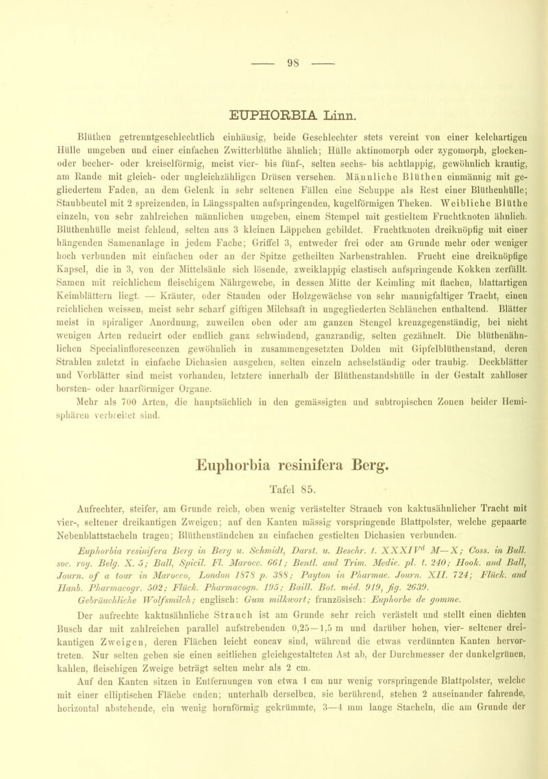 EUPHORBIA Linn. Bliitlien getrenntgeschlechtlich einhäusig, beide Geschlechter stets vereint von einer kelchartigen Hülle umgeben und einer einfachen Zwitterblüthe ähnlich; Hülle aktinomorph oder zygomorph, glocken- oder becher- oder kreiselförmig, meist vier- bis fünf-, selten sechs- bis achtlappig, gewöhnlich krautig, am Rande mit gleich- oder ungleichzähligen Drüsen versehen. Männliche Blüthen einmännig mit ge- gliedertem Faden, an dem Gelenk in sehr seltenen Fällen eine Schuppe als Rest einer Blüthenhülle; Staubbeutel mit 2 spreizenden, in Längsspalten aufspringenden, kugelförmigen Theken. Weibliche Blüthe einzeln, von sehr zahlreichen männlichen umgeben, einem Stempel mit gestieltem Fruchtknoten ähnlich. Blüthenhülle meist fehlend, selten aus 3 kleinen Läppchen gebildet. Fruchtknoten dreiknöpfig mit einer hängenden Samenanlage in jedem Fache; Griffel 3, entweder frei oder am Grunde mehr oder weniger hoch verbunden mit einfachen oder an der Spitze getheilten Narbenstrahlen. Frucht eine dreiknöpfige Kapsel, die in 3, von der Mittelsäule sich lösende, zweiklappig elastisch aufspringende Kokken zerfällt. Samen mit reichlichem fleischigem Nährgewebe, in dessen Mitte der Keimling mit flachen, blattartigen Keimblättern liegt. — Kräuter, oder Stauden oder Holzgewächse von sehr mannigfaltiger Tracht, einen reichlichen weissen, meist sehr scharf giftigen Milchsaft in ungegliederten Schläuchen enthaltend. Blätter meist in spiraliger Anordnung, zuweilen oben oder am ganzen Stengel kreuzgegenständig, bei nicht wenigen Arten reducirt oder endlich ganz schwindend, ganzrandig, selten gezähnelt. Die blüthenähn- lichen Specialinflorescenzen gewöhnlich in zusammengesetzten Dolden mit Gipfelblüthenstand, deren Strahlen zuletzt in einfache Dichasien ausgehen, selten einzeln achselständig oder traubig. Deckblätter und Vorblätter sind meist vorhanden, letztere innerhalb der Bllithenstandshülle in der Gestalt zahlloser horsten- oder haarförmiger Organe. Mehr als 700 Arten, die hauptsächlich in den gemässigten und subtropischen Zonen beider Hemi- sphären verbreitet sind. Euphorbia resinifera Berg. Tafel 85. Aufrechter, steifer, am Grunde reich, oben wenig verästelter Strauch von kaktusähnlicher Tracht mit vier-, seltener dreikantigen Zweigen; auf den Kanten mässig vorspringende Blattpolster, welche gepaarte Nebenblattstacheln tragen; Blüthenständchen zu einfachen gestielten Dichasien verbunden. Eupliorbia resinifera Berg in Berg u. Schmidt, Dar st. u. Beschr. t. XXXI Vd M—X; Coss. in Bull, soc. roy. Belg. X. 5; Ball, Spicil. Fl. Marocc. 661; Bentl. and Trim. Medic. pl. t. 240; Hook. and Ball, Journ. of a tour in Marocco, London 1878 p. 388; Payton in Pharmac. Journ. XII. 724; Flück. and Hanb. Pharmacogr. 502; Flück. Pharmacogn. 195; Baill. Bot. med. 919, fig. 2639. Gebräuchliche Wolfsmilch; englisch: Gum milkwort; französisch: Euphorbe de gomme. Der aufrechte kaktusähnliche Strauch ist am Grunde sehr reich verästelt und stellt einen dichten Busch dar mit zahlreichen parallel aufstrebenden 0,25—1,5 m und darüber hohen, vier- seltener drei- kantigen Zweigen, deren Flächen leicht concav sind, während die etwas verdünnten Kanten hervor- treten. Nur selten gehen sie einen seitlichen gleichgestalteten Ast ab, der Durchmesser der dunkelgrünen, kahlen, fleischigen Zweige beträgt selten mehr als 2 cm. Auf den Kanten sitzen in Entfernungen von etwa 1 cm nur wenig vorspringende Blattpolster, welche mit einer elliptischen Fläche enden; unterhalb derselben, sie berührend, stehen 2 auseinander fahrende, horizontal abstehende, ein wenig homförmig gekrümmte, 3—4 mm lange Stacheln, die am Grunde der