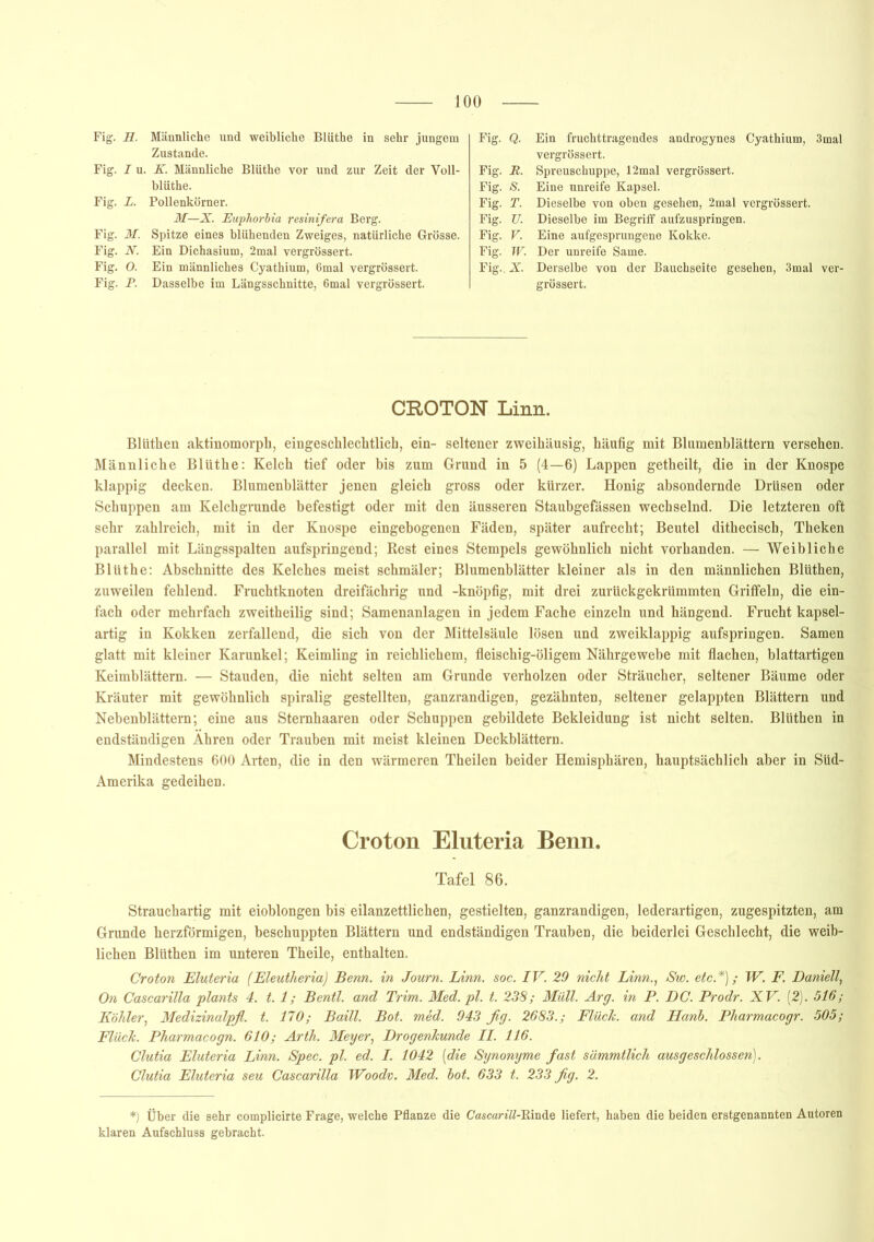 Fig. jH. Männliche und weibliche Blüthe in sehr jungem Zustande. Fig. I u. K. Männliche Blüthe vor und zur Zeit der Voll- blüthe. Fig. L. Pollenkörner. 31—X. Euphorbia resinifera Berg. Fig. 31. Spitze eines blühenden Zweiges, natürliche Grösse. Fig. N. Ein Dichasium, 2mal vergrössert. Fig. O. Ein männliches Cyathium, 6mal vergrössert. Fig. P. Dasselbe im Längsschnitte, 6mal vergrössert. Fig. Q. Ein fruchttragendes androgynes Cyathium, 3mal vergrössert. Fig. JB. Spreuschuppe, 12mal vergrössert. Fig. S. Eine unreife Kapsel. Fig. T. Dieselbe von oben gesehen, 2mal vergrössert. Fig. U. Dieselbe im Begriff aufzuspringen. Fig. V. Eine aufgesprungene Kokke. Fig. W. Der unreife Same. Fig.. X Derselbe von der Bauchseite gesehen, 3mal ver- grössert. CROTON Linn. Blüthen aktinomorph, eingeschlechtlich, ein- seltener zweihiiusig, häufig mit Blumenblättern versehen. Männliche Blüthe: Kelch tief oder bis zum Grund in 5 (4—6) Lappen getheilt, die in der Knospe klappig decken. Blumenblätter jenen gleich gross oder kürzer. Honig absondernde Drüsen oder Schuppen am Kelchgrunde befestigt oder mit den äusseren Staubgefässen wechselnd. Die letzteren oft sehr zahlreich, mit in der Knospe eingehogenen Fäden, später aufrecht; Beutel dithecisch, Theken parallel mit Längsspalten aufspringend; Rest eines Stempels gewöhnlich nicht vorhanden. — Weibliche Blüthe: Abschnitte des Kelches meist schmäler; Blumenblätter kleiner als in den männlichen Blüthen, zuweilen fehlend. Fruchtknoten dreifächrig und -knöpfig, mit drei zurückgekrümmten Griffeln, die ein- fach oder mehrfach zweitheilig sind; Samenanlagen in jedem Fache einzeln und hängend. Frucht kapsel- artig in Kokken zerfallend, die sich von der Mittelsäule lösen und zweiklappig aufspringen. Samen glatt mit kleiner Karunkel; Keimling in reichlichem, fleischig-öligem Nährgewebe mit flachen, blattartigen Keimblättern. — Stauden, die nicht selten am Grunde verholzen oder Sträucher, seltener Bäume oder Kräuter mit gewöhnlich spiralig gestellten, ganzrandigen, gezähnten, seltener gelappten Blättern und Nebenblättern; eine aus Sternhaaren oder Schuppen gebildete Bekleidung ist nicht selten. Blüthen in endständigen Ähren oder Trauben mit meist kleinen Deckblättern. Mindestens 600 Arten, die in den wärmeren Theilen beider Hemisphären, hauptsächlich aber in Süd- Amerika gedeihen. Croton Eluteria Benn. Tafel 86. Strauchartig mit eioblongen bis eilanzettlichen, gestielten, ganzrandigen, lederartigen, zugespitzten, am Grunde herzförmigen, beschuppten Blättern und endständigen Trauben, die beiderlei Geschlecht, die weib- lichen Blüthen im unteren Theile, enthalten. Croton Eluteria (Eleutheria) Benn. in Journ. Linn. soc. IV. 29 nicht Linn., Sw. etc.*); W. F. Daniell, On Cascarilla plants 4. t. 1; Bentl. and Trim. Med. pl. t. 238; Müll. Arg. in P. DC. Prodr. XV. (2). 516; Köhler, Medizinalpfl. t. 170; Baill. Bot. med. 943 ßg. 2683.; Fluch, and Hanb. Pharmacogr. 505; Fluch. Pharmacogn. 610; Arth. Meyer, Drogenhunde II. 116. Clutia Eluteria Linn. Spec. pl. ed. I. 1042 (die Synonyme fast sämmtlich ausgeschlossen). Clutia Eluteria seu Cascarilla Woodv. Med. bot. 633 t. 233 ßg. 2. *) Über die sehr complicirte Frage, welche Pflanze die Cascarill-Rinde liefert, haben die beiden erstgenannten Autoren klaren Aufschluss gebracht.